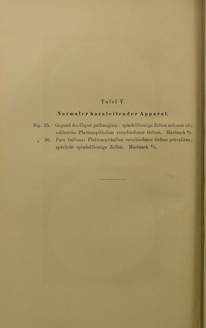 Fig. 25. 75 26. Tafel V. Normaler harnleiten der Apparat. Gegend des Caput gallinaginis : spindelförmige Zellen nehmen ab; zahlreiche Plattenepithelien verschiedener Grösse. Hartnack ah. Pars bulbosa: Plattenepithelien verschiedener Grösse prävaliren; spärliche spindelförmige Zellen. Hartnack sh.