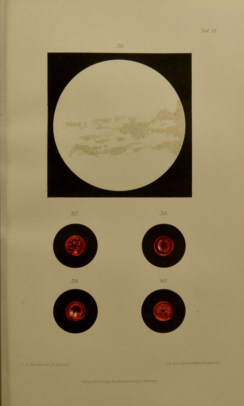 36. V*rUtf d«r H Laupp.’V'hen Buchhandlun j in Tublixc^n.