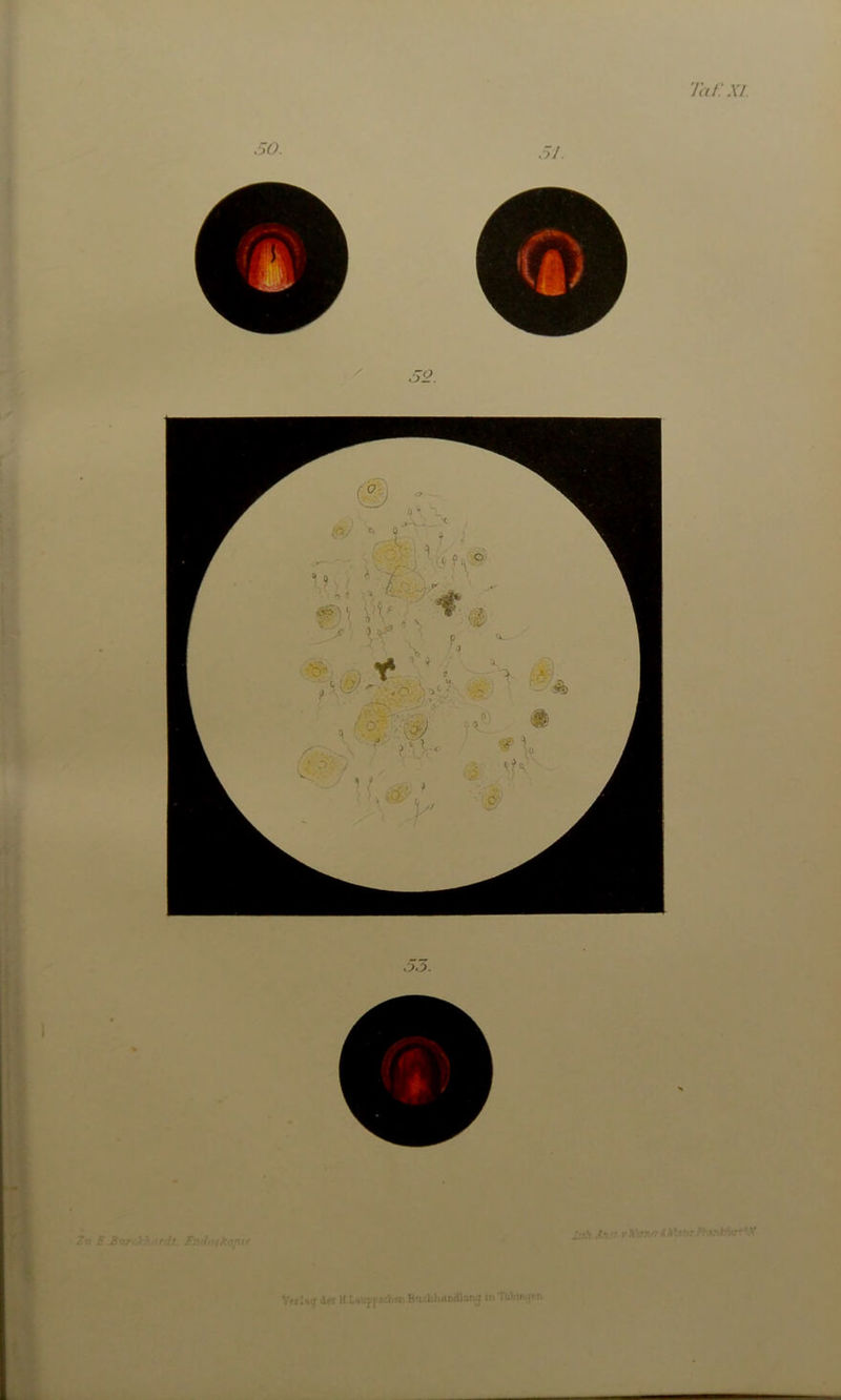 50. 51. Voi der H UupjttSh« B'Khh<ui41tm;j in TtAln^m