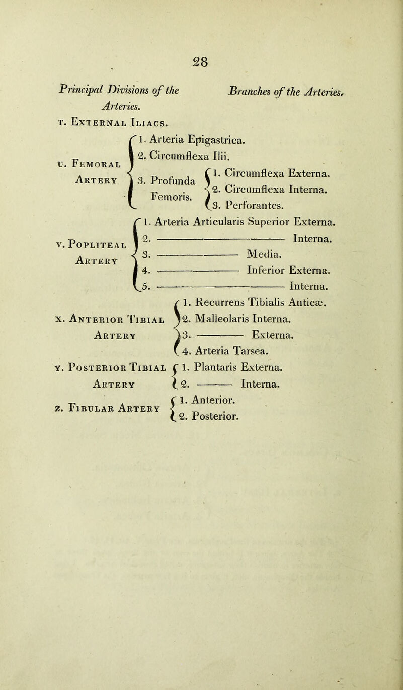 Branches of the Arteries, Principal Divisions of the Arteries. t. External Iliacs. 1 - Arteria Epigastrica. 2. Circumflexa Ilii. 1. Circumflexa Externa. 2. Circumflexa Interna. 3. Perforantes. 1. Arteria Articularis Superior Externa. u. Femoral Artery 3. Profunda Femoris. v. Popliteal Artery Interna. - Media. - Inferior Externa. Interna. x. Anterior Tibial Artery y. Posterior Tibial Artery z. Fibular Artery 1. Recurrens Tibialis Anticse. 12. Malleolaris Interna. J3. Externa. 4. Arteria Tarsea. 1. Plantaris Externa. Interna. C: C: Anterior. Posterior.