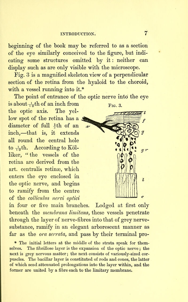 beginning of the book may be referred to as a section of the eye similarly conceived to the figure, but indi- cating some structures omitted by it: neither can display such as are only visible with the microscope. Fig. 3 is a magnified skeleton view of a perpendicular section of the retina from the hyaloid to the choroid, with a vessel running into it.* The point of entrance of the optic nerve into the eye is about xo-th of an inch from the optic axis. The yel- low spot of the retina has a diameter of full ^th of an inch,—that is, it extends all round the central hole to -roth. According to Kol- liker,  the vessels of the retina are derived from the art. centralis retinse, which enters the eye enclosed in the optic nerve, and begins to ramify from the centre of the collicuhis nervi optici in four or five main branches. Lodged at first only beneath the memhrana limitans, these vessels penetrate through the layer of nerve-fibres into that of grey nerve- substance, ramify in an elegant arborescent manner as far as the ora serrata, and pass by their terminal pro- * The initial letters at the middle of the strata speak for them- selves. The fibrillose layer is the expansion of the optic nerve; the next is grey nervous matter; the next consists of variously-sized cor- puscles. The bacillar layer is constituted of rods and cones, the latter of which send attenuated prolongations into the layer within, and the former are united by a fibre each to the limitary membrane.