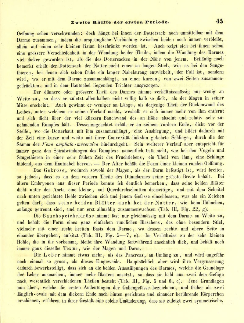 Oelfnung schon verschwunden: doch hängt hei ihnen der Dottersack noch unmittelbar mit dem Darme zusammen, indem die ursprüngliche Verbindung zwischen beiden noch immer verbleibt, allein auf einen sehr kleinen Raum beschränkt worden ist. Auch zeigt sich hei ihnen schon eine grössere Verschiedenheit in der Wandung beider Theile, indem die Wandung des Darmes viel dicker geworden ist, als die des Dottersackes in der Nähe von jenem. Beiläufig noch bemerkt erhält der Dottersack der Natter nicht einen so langen Stiel, wie es hei den Säuge- thieren, bei denen sich schon frühe ein langer Nahclstrang entwickelt, der Fall ist, sondern wird, wo er mit dem Darme zusammenhängt, zu einer kurzen; von zwei Seiten zusammen- gedrückten , und in dem Hautnabel liegenden Trichter ausgezogen. Der dünnere oder grössere Theil des Darmes nimmt verhältnissmässig nur wenig an Weite zu, so dass er zuletzt allenthalben nicht völlig halb so dick, als der Magen in seiner Mitte erscheint. Auch gewinnt er weniger an Länge, als derjenige Theil der Rückenwand des Leibes, unter welchem er seinen Verlauf macht, weshalb er sich immer mehr von ihm entfernt und sich dicht über der viel kürzern Rauchwand des an Höhe absolut und relativ sehr zu- nehmenden Rumpfes hält. Dessenungeachtet erhält er an seinem vordem Ende, dicht vor der Stelle, wo die Dolterhaut mit ihm zusammenhängteine Ausbiegung, und bildet dadurch mit der Zeit eine kurze und weite mit ihrer Convexität linkshin gekehrte Schlinge, durch die der Stamm der Vena omphalo -meseraica hindurchgeht. Sein weiterer Verlauf aber entspricht für immer ganz den Spiralwindungen des Rumpfes : namentlich tritt nicht, wie bei den Vögeln und Säugethieren in einer sehr frühen Zeit des Fruchtlebens , ein Theil von ihm, eine Schlinge bildend, aus dem Hautnahel hervor. — Der After behält die Form einer kleinen runden Oeffnung. Das Gekröse, wodurch sowohl der Magen, als der Darm befestigt ist, wird breiter, so jedoch, dass es an dem vordem Theile des Dünndarraes seine grösste Breite behält. Rei ällern Embryonen aus dieser Periode konnte ich deutlich bemerken , dass seine beiden Blätter dicht unter der Aorta eine kleine, auf Querdurchschnitten dreiseitige, und mit dem Scheitel nach unten gerichtete Höhle zwischen sich und jenem Gefässe einschlössen, was als ein Zeichen gelten darf, dass seine beiden Rlätter auch hei der Natter, wie beim Hühnchen, anfangs getrennt sind, und nur erst allmählig zusammenwachsen (Tab. HI, Fig. 22, g). Die Bauchspeicheldrüse nimmt fast nur gleichmässig mit dem Darme an Weite zu, und behält die Form eines ganz einfachen rundlichen Rläschens, das ohne besondern Stiel, vielmehr mit einer recht breiten Rasis dem Darrae, wo dessen rechte und obere Seite in einander übergehen, aufsitzt (Tab. HI, Fig. 5—7, e). Ira Verhältniss zu der sehr kleinen Höhle, die in ihr vorkommt, bleibt ihre Wandung fortwährend ansehnlich dick, und behält noch immer ganz dieselbe Textur, wie der Magen und Darm. Die Leber nimmt etwas mehr, als das Pancreas, an Umfang zu, und wird ungefähr noch einmal so gross, als dieses Eingeweide. Hauptsächlich aber wird ihre Vergrösserung dadurch bewerkstelligt, dass sich an die beiden Ausstülpungen des Darmes, welche die Grundlage dei^ Leber ausmachen, immer mehr Rlastem ansetzt, so dass sie bald aus zwei dem Gefüge nach wesentlich verschiedenen Theilen besteht (Tab. HI, Fig. 5 und 6, c). Jene Grundlagen nun tiber, welche die ersten Andeutungen der Gallengefässe bezeichnen, und früher als zwei länglich - ovale mit dem dickern Ende nach hinten gerichtete und einander berührende Körperchen erschienen, erfahren in ihrer Gestalt eine solche Umänderung, dass sie zuletzt zwei symmetrische^,