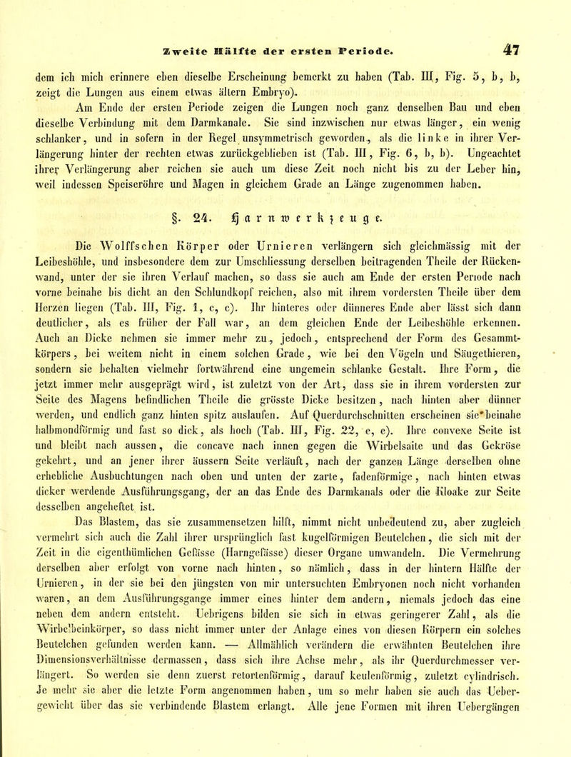 dem ich mich erinnere ehen dieselbe Erscheinung bemerkt zu haben (Tab. III, Fig. 5, b, b, zeigt die Lungen aus einem etwas altern Embryo). Am Ende der ersten Periode zeigen die Lungen noch ganz denselben Bau und eben dieselbe Verbindung mit dem Darmkanale. Sie sind inzwischen nur etwas länger, ein wenig schlanker, und in sofern in der Regel unsymmetrisch geworden, als die linke in ihrer Ver- längerung hinter der rechten etwas zurückgeblieben ist (Tab. III, Fig. 6, b, b). Ungeachtet ihre^* Verlängerung aber reichen sie auch um diese Zeit noch nicht bis zu der Leber hin, weil indessen Speiseröhre und Magen in gleichem Grade an Länge zugenommen haben. §. 24. a r n w e r k ? c 11 0 e. Die Wolffschen Körper oder Urnieren verlängern sich gleichmässig mit der Leibeshöhle, und insbesondere dem zur Umschliessung derselben beitragenden Theile der Rücken- wand, unter der sie ihren Verlauf machen, so dass sie auch am Ende der ersten Periode nach vorne beinahe bis dicht an den Schlundkopf reichen, also mit ihrem vordersten Theile über dem Herzen liegen (Tab. III, Fig. 1, c, c). Ihr hinteres oder dünneres Ende aber lässt sich dann deutlicher, als es früher der Fall war, an dem gleichen Ende der Leibeshöhle erkennen. Auch an Dicke nehmen sie immer mehr zu-, jedoch, entsprechend der Form des Gesammt- körpers, bei weitem nicht in einem solchen Grade, wie bei den Vögeln und Säugethieren, sondern sie behalten vielmehr fortwährend eine ungemein schlanke Gestalt. Ihre Form, die jetzt immer mehr ausgeprägt wird, ist zuletzt von der Art, dass sie in ihrem vordersten zur Seite des Magens befindlichen Theile die grösste Dicke besitzen, nach hinten aber dünner werden, und endlich ganz hinten spitz auslaufen. Auf Querdurchschnitten erscheinen sie*beinahe iialbmondfürmig und fast so dick, als hoch (Tab. III, Fig. 22, e, e). Ihre convexe Seite ist und bleibt nach aussen, die concave nach innen gegen die Wirbelsaite und das Gekröse gekehrt, und an jener ihrer äussern Seite verläuft, nach der ganzen Länge derselben ohne erhebliche Ausbuchtungen nach oben und unten der zarte, fadenförmige, nach hinten etwas dicker werdende Ausführungsgang, der an das Ende des Darmkanals oder die Kloake zur Seite desselben angeheftet ist. Das Blastem, das sie zusammensetzen hilft, nimmt nicht unbedeutend zu, aber zugleich vermehrt sich auch die Zahl ihrer ursprünglich fast kugelförmigen Beutelchen, die sich mit der Zeit in die eigenthümlichen Gefässe (Harngefässe) dieser Organe umwandeln. Die Vermehrung derselben aber erfolgt von vorne nach hinten, so nämlich, dass in der hintern Hälfte der Urnieren, in der sie bei den jüngsten von mir untersuchten Embryonen noch nicht vorhanden waren, an dem iiusführungsgange immer eines hinter dem andern, niemals jedoch das eine neben dem andern entsteht. Uebrigens bilden sie sich in etwas geringerer Zahl, als die Wirbelbeinkörper, so dass nicht immer unter der Anlage eines von diesen Körpern ein solches Beutelchen gefunden werden kann. — Allmählich verändern die erwähnten Beutelchen ihre Dimensionsverhäitnisse dermassen, dass sich ihre Achse mehr, als ihr Querdurchmesser ver- längert. So werden sie denn zuerst retortenförmig, darauf keulenförmig, zuletzt cylindrisch. Je mehr sie aber die letzte Form angenommen haben , um so mehr haben sie auch das Ueber- gewicht über das sie verbindende Blastem erlangt. Alle jene Formen mit ihren Uebergängen