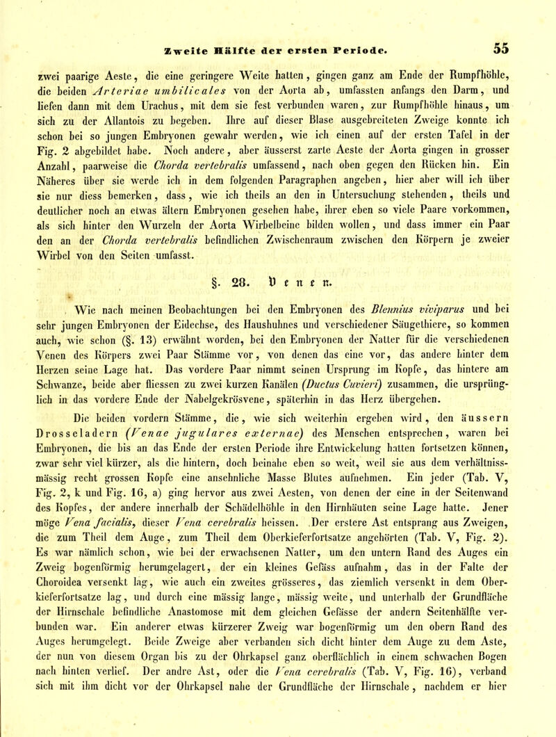 zwei paarige Aeste, die eine geringere Weite halten, gingen ganz am Ende der Rumpf hohle, die beiden Arteriae umhilic ales von der Aorla ab, umfasstcn anfangs den Darm, und liefen dann mit dem Urachus, mit dem sie fest verbunden waren, zur Rumpfhöhle hinaus, um sich zu der Allantois zu begeben. Ihre auf dieser Blase ausgebreiteten Zweige konnte ich schon bei so jungen Embryonen gewahr werden, wie ich einen auf der ersten Tafel in der Fig. 2 abgebildet habe. Noch andere, aber äusserst zarte Aeste der Aorta gingen in grosser Anzahl, paarweise die Chorda vertehralis umfassend, nach oben gegen den Rücken hin. Ein Näheres über sie werde ich in dem folgenden Paragraphen angeben, hier aber will ich über sie nur diess bemerken, dass, wie ich theils an den in Untersuchung stehenden, iheils und deutlicher noch an etwas altern Embryonen gesehen habe, ihrer eben so viele Paare vorkommen, als sich hinter den Wurzeln der Aorta Wirbelbeinc bilden wollen, und dass immer ein Paar den an der Chorda vertehralis befindlichen Zwischenraum zwischen den Körpern je zweier Wirbel von den Seiten umfasst. §. 28. e n f K. , Wie nach meinen Beobachtungen bei den Embryonen des Blennius viviparus und bei sehr jungen Embryonen der Eidechse, des Haushuhnes und verschiedener Säugethiere, so kommen auch, wie schon (§. 13) erwähnt worden, bei den Embryonen der Natter für die verschiedenen Venen des Körpers zwei Paar Stämme vor, von denen das eine vor, das andere hinter dem Herzen seine Lage hat. Das vordere Paar nimmt seinen Ursprung im Kopfe, das hintere am Schwänze, beide aber flicssen zu zwei kurzen Kanälen (Ductus Cuvieri) zusammen, die ursprüng- lich in das vordere Ende der Nabelgekrösvene, späterhin in das Herz übergehen. Die beiden vordem Stämme, die, wie sich weiterhin ergeben wird, den äussern Drosseladern [Venae jugulares externae) des Menschen entsprechen, waren bei Embryonen, die bis an das Ende der ersten Periode ihre Entwickelung hatten fortsetzen können, zwar sehr viel kürzer, als die hintern, doch beinahe eben so weit, weil sie aus dem verhältniss- mässig recht grossen Kopfe eine ansehnliche Masse Blutes aufnehmen. Ein jeder (Tab. V, Fig. 2, k und Fig. 16, a) ging hervor aus zwei Aesten, von denen der eine in der Seitenwand des Kopfes, der andere innerhalb der Schädelhöhle in den Hirnhäuten seine Lage hatte. Jener möge Vena facialis, dieser Fena cerebralis heissen. Der erstere Ast entsprang aus Zweigen, die zum Theil dem Auge, zum Theil dem Oberkieferfortsatze angehörten (Tab. V, Fig. 2). Es war nämlich schon, wie bei der erwachsenen Natter, um den untern Rand des Auges ein Zweig bogenförmig herumgelagert, der ein kleines Gefäss aufnahm, das in der Falte der Choroidea versenkt lag, wie auch ein zweites grösseres, das ziemlich versenkt in dem Ober- kieferfortsatze lag, und durch eine mässig lange, massig weite, und unterhalb der Grundfläche der Hirnschale befindliche Anastomose mit dem gleichen Gefässe der andern Seitenhälfte ver- bunden war. Ein anderer etwas kürzerer Zweig war bogenfö'rmig um den obern Rand des Auges herumgclegt. Beide Zweige aber verbanden sich dicht hinter dem Auge zu dem Aste, der nun von diesem Organ bis zu der Ohrkapsel ganz oberflächlich in einem schwachen Bogen nach hinten verlief. Der andre Ast, oder die Vena cerebralis (Tab. V, Fig. 16), verband sich mit ihm dicht vor der Ohrkapsel nahe der Grundfläche der Hirnschale , nachdem er hier