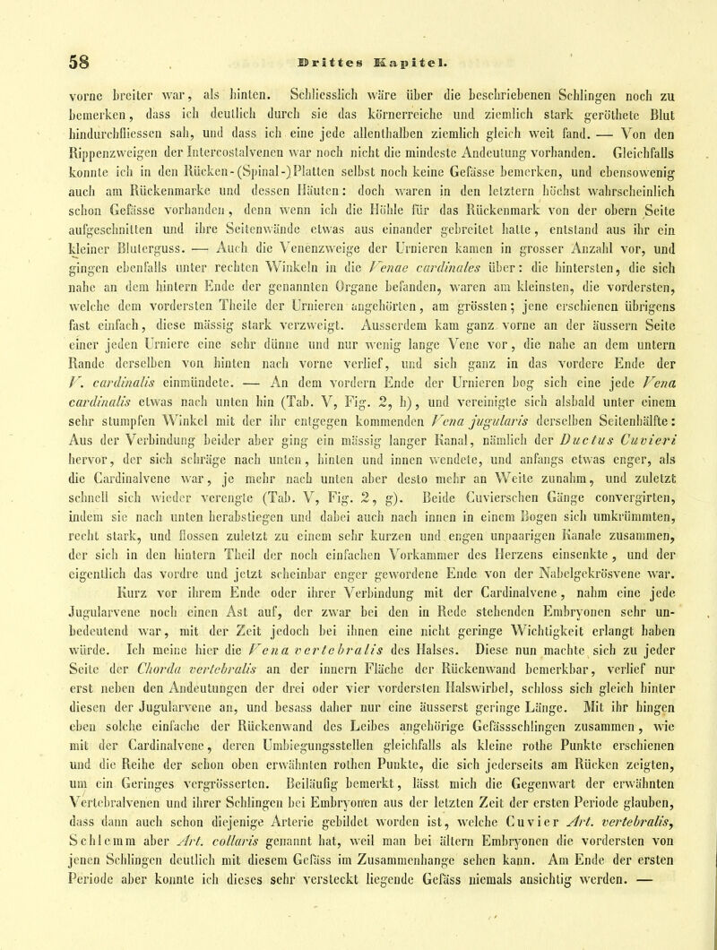 vorne breiter war, als hinten. Schliesslich wäre über die beschriebenen Schlingen noch zu bemerken, dass ich deutlich durch sie das körnerreiche und ziemlich stark geröthete Blut hindurchfliessen sah, und dass ich eine jede allenthalben ziemlich gleich weit fand. — Von den Rippenzweigen der Intercostalvenen war noch nicht die mindeste Andeutung vorhanden. Gleichfalls konnte ich in den Rücken-(Spinal-)Platten selbst noch keine Gefasse bemerken, und ebensowenig auch am Rückenmarke und dessen Häuten: doch waren in den letztern höchst wahrscheinlich schon Gefässe vorhanden , denn wenn ich die Höhle für das Rückenmark von der obern Seite aufgeschnitten und ihre Seitenwände etwas aus einander gebreitet hatte , entstand aus ihr ein kleiner Blulerguss. — Auch die Venenzweige der Urnieren kamen in grosser Anzahl vor, und gingen ebenfalls unter rechten Winkeln in die Venae cardinales über: die hintersten, die sich nahe an dem hintern Ende der genannten Organe befanden, waren am kleinsten, die vordersten, welche dem vordersten Theiie der Urnieren angehörten, am grössten; jene erschienen übrigens fast einfach, diese mässig stark verzweigt. Ausserdem kam ganz vorne an der äussern Seite einer jeden Urnicre eine sehr dünne und nur wenig lange Vene vor, die nahe an dem untern Rande derselben von hinten nach vorne verlief, und sich ganz in das vordere Ende der V. cardinalis einmündete. — An dem vordem Ende der Urnieren bog sich eine jede Fena cardinalis etwas nach unten hin (Tab. V, Fig. 2, h), und vereinigte sich alsbald unter einem sehr stumpfen Winkel mit der ihr entgegen kommenden Fena jiigularis derselben Seitenhälfte: Aus der Verbindung beider aber ging ein massig langer Kanal, nämlich der Ductus Cuvieri hervor, der sich schräge nach unten, hinten und innen wendete, und anfangs etwas enger, als die Cai^dinalvene war, je mehr nach unten aber desto mehr an Weite zunahm, und zuletzt schnell sich wieder verengte (Tab. V, Fig. 2, g). Beide Cuvierschen Gänge convergirten, indem sie nach unten herabstiegen und dabei auch nach innen in einem Bogen sich umkrümmten, recht stark, und üossen zuletzt zu einem sehr kurzen und engen unpaarigen Kanäle zusammen, der sich in den hintern Theil der noch einfachen Vorkammer des Herzens einsenkte , und der eigentlich das vordre und jetzt scheinbar enger gewordene Ende von der Nabelgekrösvene war. Kurz vor ihrem Ende oder ihrer Verbindung mit der Cardinalvene, nahm eine jede Jugularvene noch einen Ast auf, der zwar bei den in Rede stehenden Embryonen sehr un- bedeutend war, mit der Zeit jedoch bei ihnen eine nicht geringe Wichtigkeit erlangt haben würde. Ich meine hier die Vena vertebr^alis des Halses. Diese nun machte sich zu jeder Seite der Chorda vertebralis an der Innern Fläche der Rückenwand bemerkbar, verlief nur erst neben den Andeutungen der drei oder vier vordersten Halswirbel, schloss sich gleich hinter diesen der Jugularvene an, und besass daher nur eine äusserst geringe Länge. Mit ihr hingen eben solche einfache der Riickenwand des Leibes angehörige Gefässschlingen zusammen, wie mit der Cardinalvene, deren Umbiegungsstellen gleichfalls als kleine rothe Punkte erschienen und die Reihe der schon oben erwähnten rothen Punkte, die sich jederseits am Rücken zeigten, um ein Geringes vergrösserten. Beiläufig bemerkt, lässt mich die Gegenwart der erwähnten Verlebraivenen und ihrer Schlingen bei Embryonen aus der letzten Zeit der ersten Periode glauben, dass dann auch schon diejenige Arterie gebildet worden ist, welche Cuvier Art. vertebralis^ Schlemm aber Art. collaris genannt hat, weil man bei ältern Embryonen die vordersten von jenen SchHngen deutlich mit diesem Gefäss im Zusammenhange sehen kann. Am Ende der ersten Periode aber konnte ich dieses sehr versteckt liegende Gefäss niemals ansichtig werden. —