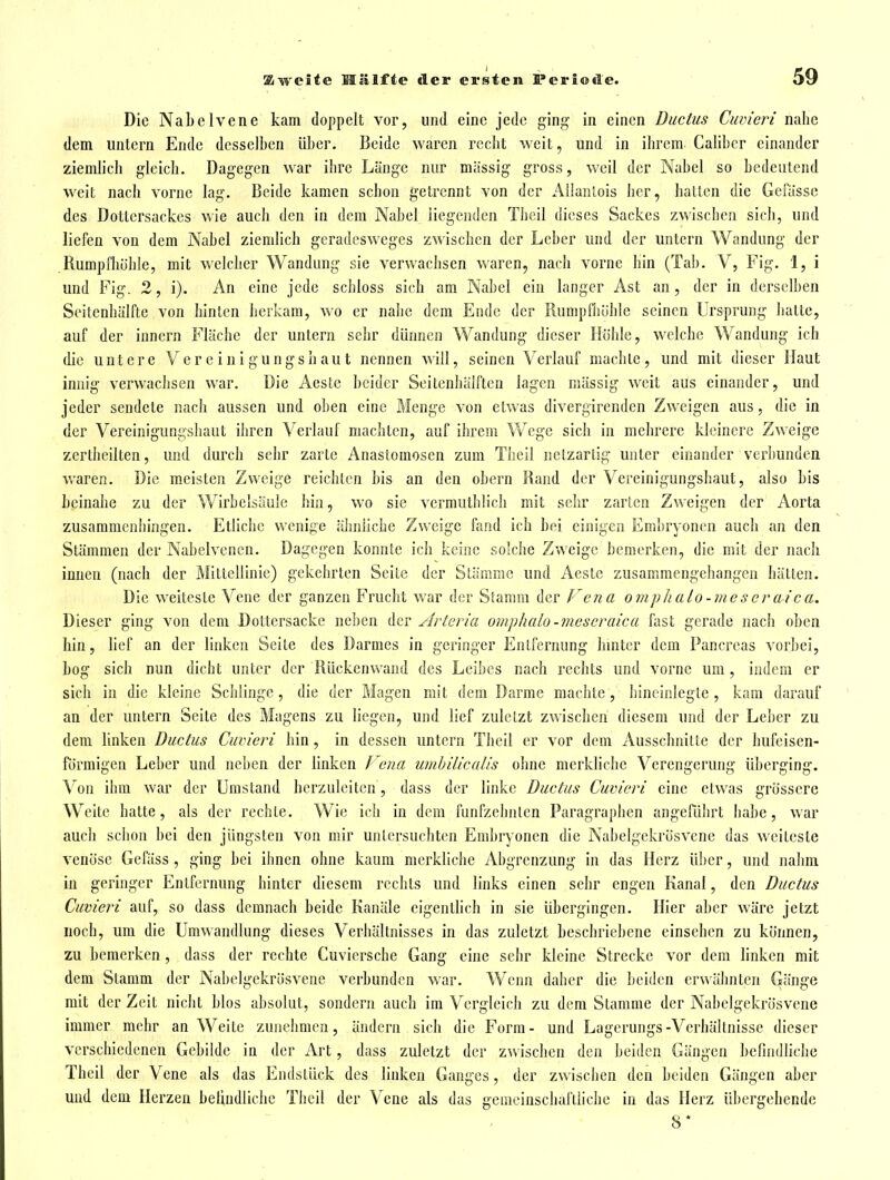 Die NaLelvene kam doppelt vor, und eine jede ging in einen Ductus Cuvieri nalie dem untern Ende desselben über. Beide waren rccbt weit, und in ibrem Calibcr einander ziemlich gleich. Dagegen war ihre Länge nur massig gross, weil der Nabel so bedeutend weit nach vorne lag. Beide kamen schon getrennt von der AllanLois her, hatten die Gefiisse des Dottersackes wie auch den in dem Nabel liegenden Tbeil dieses Sackes zwischen sich, und liefen von dem Nabel ziemlich geradeswcgcs zwischen der Leber und der untern Wandung der Rumpfhöhle, mit welcher Wandung sie verwachsen waren, nach vorne hin (Tab. V, Fig. 1, i und Fig. 2, i). An eine jede schloss sich am Nabel ein langer Ast an, der in derselben Seitenhälfte von hinten herkam, wo er nahe dem Ende der Rumpfhöhlc seinen Ursprung hatte, auf der Innern Fläche der untern sehr dünnen Wandung dieser Höhle, welche Wandung ich die untere V c r e i n i gu n gs h au t nennen will, seinen Verlauf machte, und mit dieser Haut innig verwachsen war. Die Aeste heider Seitenhälften lagen mässig weit aus einander, und jeder sendete nach aussen und oben eine Menge von etwas divergirenden Zweigen aus, die in der Vereinigungshaut ihren Verlauf machten, auf ihrem Wege sich in mehrere kleinere Zweige zertheilten, und durch sehr zarte Anastomosen zum Tiieil netzartig unter einander verbunden vraren. Die meisten Zweige reichten bis an den obern Band der Vereinigungshaut, also bis heinahe zu der Wirbelsäule bin, wo sie vermutblich mit sehr zarten Zweigen der Aorta Zusammenbingen. Etliche wenige ähnliche Zweige fand ich bei einigen Embryonen auch an den Stämmen der Nabclvencn. Dagegen konnte ich keine solche Zweige bemerken, die mit der nach innen (nach der Mittellinie) gekehrten Seite der Släramc und Acstc zusammengehangen hätten. Die weiteste Vene der ganzen Frucht v»'ar der Stamm der Fena omj)halo - me s er a-i c a. Dieser ging von dem Dottersacke neben der Arleria omphalo-meseraica fast gerade nach oben hin, lief an der linken Seite des Darmes in geringer Entfernung hmter dem Pancreas vorbei. Log sich nun dicht unter der Rückenwand des Leibes nach rechts und vorne um, indem er sich in die kleine Schlinge, die der Magen mit dem Darme machte, hineinlegte, kam darauf an der untern Seite des Magens zu liegen, und lief zuletzt zwischen diesem und der Leber zu dem linken Ductus Cuvieri hin, in dessen untern Tbeil er vor dem Ausschnitte der hufeisen- förmigen Leber und neben der hnken Fena umbilicalis ohne merkliche Verengerung überging. Von ihm war der Umstand herzuleiten', dass der linke Ductus Cuvieri eine etwas grössere Weite hatte, als der rechte. Wie ich in dem fünfzehnten Paragraphen angeführt habe, war auch schon bei den jüngsten von mir untersuchten Embryonen die Nabelgekrösvene das weiteste venöse Gefäss, ging bei ihnen ohne kaum merkliche Abgrenzung in das Herz üljcr, und nahm in geringer Entfernung hinter diesem rechts und links einen sehr engen Kanal, den Ductus Cuvieri auf, so dass demnach beide Kanäle eigentlich in sie übergingen. Hier aber wäre jetzt noch, um die Umwandlung dieses Verhältnisses in das zuletzt beschriebene einsehen zu können, zu bemerken, dass der rechte Cuviersche Gang eine sehr kleine Strecke vor dem linken mit dem Stamm der Nabelgekrösvene verbunden war. Wenn daher die beiden erwähnten Gänge mit der Zeit nicht hlos absolut, sondern auch im Vergleich zu dem Stamme der Nabelgekrösvene immer mehr an Weite zunehmen, ändern sich die Form- und Lagerungs-Verhältnisse dieser verschiedenen Gebilde in der Art, dass zuletzt der zwischen den beiden Gängen hefindhche Thcil der Vene als das Endstück des linken Ganges, der zwischen den beiden Gängen aber und dem Herzen belindlichc Tbeil der Vene als das gemeinschaftliche in das Herz übergehende 8*