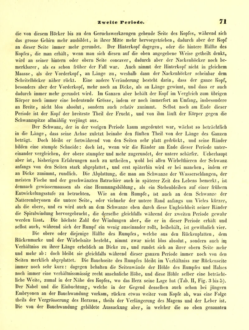 die von diesem Höcker bis zu den Geruchsvverkzeugen gehende Seite des Kopfes, während sich das grosse Gehirn mehr ausbildet, in iiirer Mitte mehr hervorgetrieben, dadurch aber der Kopf an dieser Seite immer mehr gerundet. Der Hinterkopf dagegen, oder die hintere Hälfte des Kopfes, die man erhält, wenn man sich diesen auf die oben angegebene Weise getheilt denkt, wird an seiner hintern oder obern Seite concaver, dadurch aber der Nackenbücker noch be- merkbarer, als es schon früher der Fall war. Auch nimmt der Hinterkopf nicht in gleichem Maasse, als der Vorderkopf, an Länge zu, w^eshalb dann der Nackenhöcker scheinbar dem Scheitelhöcker näher rückt. Eine andere Veränderung besteht darin, dass der ganze Kopf, besonders aber der Vorderkopf, mehr noch an Dicke, als an Länge gewinnt, und dass er auch dadurch immer mehr gerundet wird. Im Ganzen aber behält der Kopf im Vergleich zum übrigen Körper noch immer eine bedeutende Grösse, indem er noch immerfort an Umfang, insbesondere an Breite, nicht blos absolut, sondern auch relativ zunimmt. Selbst noch am Ende dieser Periode ist der Kopf der breiteste Theil der Frucht, und von ihm läuft der Körper gegen die Schwanzspitze allmählig verjüngt aus. Der Schwanz, der in der vorigen Periode kaum angedeutet war, wächst so ]>eträchtlich in die Länge, dass seine Achse zuletzt beinahe den fünften Theil von der Länge des Ganzen beträgt. Doch bleibt er fortwährend von den Seiten sehr platt gedrückt, und seine Ränder bilden eine stumpfe Schneide: doch ist, wenn wir die Ränder am Ende dieser Pei'iode unter- einander vergleichen, der obere stumpfer und mehr zugerundet, der untere schärfer. Ueberhaupt aber ist, bisherigen Erfahrungen nach zu urtheilen, \vohl bei allen Wirbeltbiercn der Schwanz anfangs von den Seiten stark abgeplattet, und erst späterhin wird er bei manchen , indem er an Dicke zunimmt, rundlich. Die Abplattung, die man am Schwänze der Wasserschlangen, der meisten Fische und der geschwänzten Batrachier auch in späterer Zeit des Lebens bemerkt, ist demnach gewissermaassen als eine Hemmungsbildung, als ein Stehenbleiben auf einer frühern Entwickelungsstufe zu betrachten. Wie an dem Rumpfe, ist auch an dem Schwänze der Natterembryonen die untere Seite, oder vielmehr der untere Rand anfangs um Vieles kürzer, als die obere, und es wird auch an dem Schwänze eben durch diese Ungleichheit seiner Ränder die Spiralwindung hervorgebracht, die derselbe gleichfalls während der zweiten Periode gewahr werden lässt. Die höchste Zahl der Windungen aber, die er in dieser Periode erhält und selbst auch, während sich der Rumpf ein wenig auseinander rollt, beibehält, ist gewöhnlich vier. Die obere oder diejenige Hälfte des Rumpfes, welche aus den Rückenplatten, dem Rückenmarke und der Wirbelsaite besteht, nimmt zwar nicht blos absolut, sondern auch im Verhältniss zu ihrer Länge erhebhch an Dicke zu, und rundet sich an ihrer obern Seite mehr und mehr ab : doch bleibt sie gleichfalls während dieser ganzen Periode immer noch von den Seiten merklich abgeplattet. Die Bauchseite des Rumpfes bleibt im Verhältniss zur Rückenseite immer noch sehr kurz: dagegen behalten die Seitenwände der Höhle des Rumpfes und Halses noch immer eine verhällnissmässig recht ansehnliche Höhe, und diese Höhle selber eine beträcht- liche Weite, zumal in der Nähe des Kopfes, wo das Herz seine Lage hat (Tab. H, Fig. 3 bis 5). Der Nabel und die Einbuchtung, welche in der Gegend desselben auch schon bei jüngern Embryonen an der Bauchwandung vorkam, rücken etwas weiter vom Kopfe ab, was eine Folge theils der Vergrösserung des Herzens, theils der Verlängerung des Magens und der Leber ist. Die von der Bauchwandung gebildete Aussackung aber, in welcher die so eben genannten