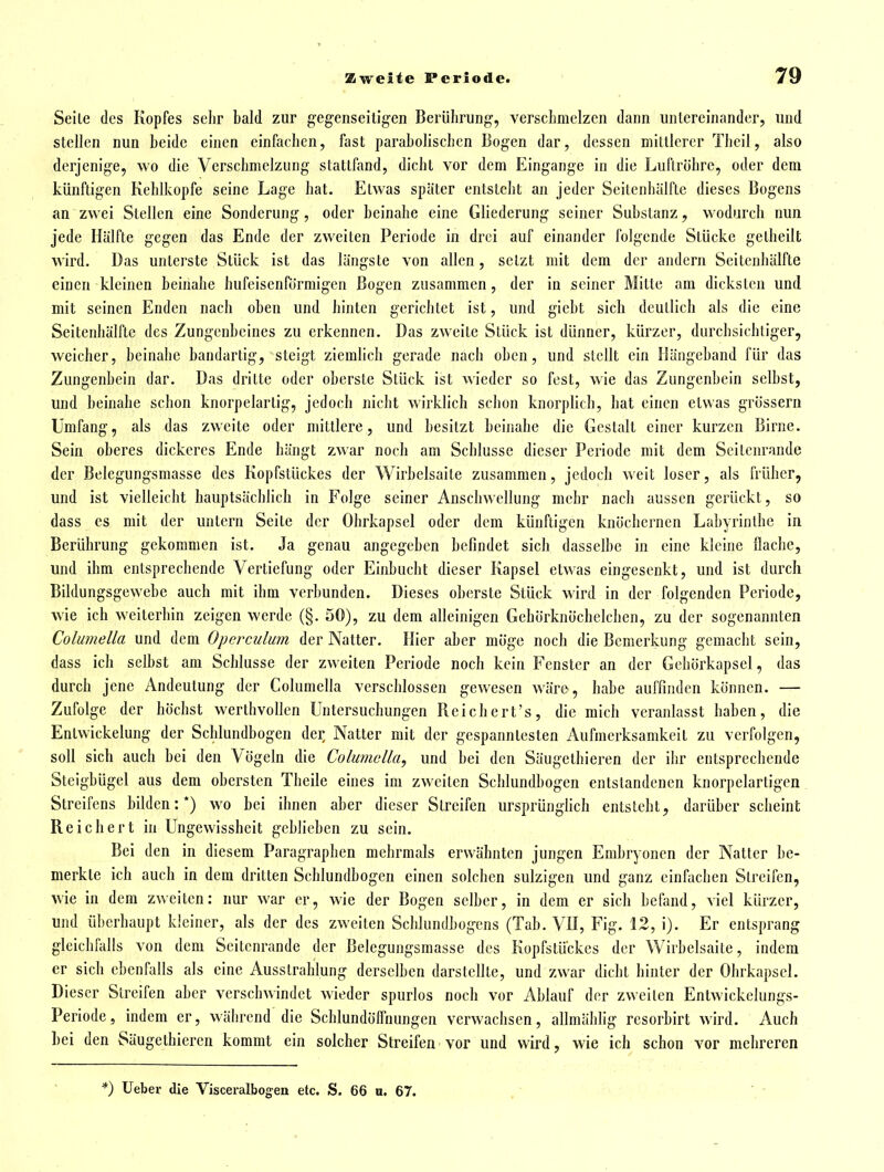 Seile des Kopfes selir bald zur gegenseitigen Berührung, versclimelzcn dann untereinander, und stellen nun Leide einen einfachen, fast paraholischen Bogen dar, dessen mittlerer Thcil, also derjenige, wo die Verschmelzung stattfand, dicht vor dem Eingange in die Luftröhre, oder dem künftigen Kehlkopfe seine Lage hat. Etwas später entsteht an jeder Seilenhälfte dieses Bogens an zwei Stellen eine Sonderung, oder beinahe eine Gliederung seiner Substanz, wodurch nun jede Hälfte gegen das Ende der zweiten Periode in drei auf einander folgende Stücke getheilt wird. Das unterste Stück ist das längste von allen, setzt mit dem der andern Seilenhälfte einen kleinen beinahe hufeisenförmigen Bogen zusammen, der in seiner Mitte am dicksten und mit seinen Enden nach oben und hinten gerichtet ist, und giebt sich deutlich als die eine Seitenhälfte des Zungenbeines zu erkennen. Das zweite Stück ist dünner, kürzer, durchsichliger, weicher, beinahe bandartig, steigt ziemlich gerade nach oben, und stellt ein läängeband für das Zungenbein dar. Das dritte oder oberste Stück ist wieder so fest, wie das Zungenbein selbst, und beinahe schon knorpelartig, jedoch nicht wirklieh schon knorplich, hat einen etwas grössern Umfang, als das zweite oder mittlere, und besitzt beinahe die Gestalt einer kurzen Birne. Sein oberes dickeres Ende hängt zwar noch am Schlüsse dieser Periode mit dem Seitenrande der Belegungsmasse des Kopfstückes der Wirbelsaite zusammen, jedoch weit loser, als früher, und ist vielleicht hauptsächlich in Folge seiner Anschwellung mehr nach aussen gerückt, so dass es mit der untern Seite der Ohrkapsel oder dem künftigen knöchernen Labyrinthe in Berührung gekommen ist. Ja genau angegeben befindet sich dasselbe in eine kleine flache, und ihm entsprechende Vertiefung oder Einbucht dieser Kapsel etwas eingesenkt, und ist durch Bildungsgewebe auch mit ihm verbunden. Dieses oberste Stück wird in der folgenden Periode, wie ich weiterhin zeigen werde (§. 50), zu dem alleinigen Gehörknöchelchen, zu der sogenannten Columella und dem Operculum der Natter. Hier aber möge noch die Bemerkung gemacht sein, dass ich selbst am Schlüsse der zweiten Periode noch kein Fenster an der Gehörkapsel, das durch jene Andeutung der Columella verschlossen gewesen wäre, habe auffinden können. — Zufolge der höchst werthvollen Untersuchungen Reichert's, die mich veranlasst haben, die Entwickelung der Schlundbogen der Natter mit der gespanntesten Aufmerksamkeit zu verfolgen, soll sich auch bei den Vögeln die Columella, und bei den Säugethieren der ihr entsprechende Steigbügel aus dem obersten Theile eines im zweiten Schlundbogen entstandenen knorpelartigen Streifens bilden:*) wo bei ihnen aber dieser Streifen ursprünglich entsteht, darüber scheint Reichert in Ungewissheit geblieben zu sein. Bei den in diesem Paragraphen mehrmals erwähnten jungen Embryonen der Natter be- merkte ich auch in dem dritten Scblundbogen einen solchen sulzigen und ganz einfiichen Streifen, wie in dem zweiten: nur war er, wie der Bogen selber, in dem er sich befand, viel kürzer, und überhaupt kleiner, als der des zweiten Schlundbogens (Tab. VH, Fig. 12, i). Er entsprang gleichfalls von dem Seitenrande der Belegungsmasse des Kopfstückes der Wirbelsaite, indem er sich ebenfalls als eine Ausstrahlung derselben darstellte, und zwar dicht hinter der Ohrkapsel. Dieser Streifen aber verschwindet wieder spurlos noch vor Ablauf der zweiten Entwickelungs- Periode, indem er, während die Schlundöffnungen verwachsen, allmäblig rcsorbirt wird. Auch l)ei den Säugethieren kommt ein solcher Streifen vor und wird, wie ich schon vor mehreren *) Ueber die Visceralbogen etc. S. 66 n. 67.