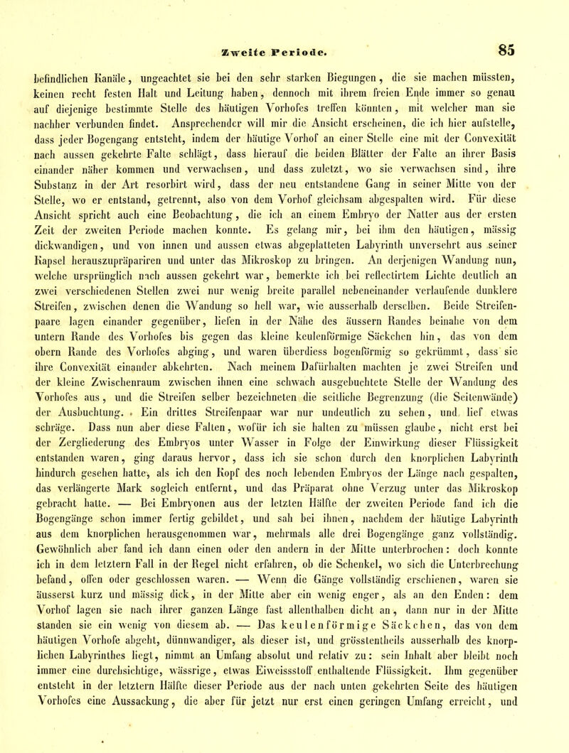 befindlichen Kanäle, ungeachtet sie bei den sehr starken Biegungen, die sie machen müssten, keinen recht festen Halt und Leitung haben, dennoch mit ihrem freien Ende immer so genau auf diejenige bestimmte Stelle des häutigen Vorhofes trelfen könnten, mit welcher man sie nachher verbunden findet. Ansprechender will mir die Ansicht erscheinen, die ich hier aufstelle, dass jeder Bogengang entsteht, indem der häutige Vorhof an einer Stelle eine mit der Convexität nach aussen gekehrte Falte schlägt, dass hierauf die beiden Blätter der Falte an ihrer Basis einander näher kommen und verwachsen, und dass zuletzt, wo sie verwachsen sind, ihre Substanz in der Art resorbirt wird, dass der neu entstandene Gang in seiner Mitte von der Stelle, wo er entstand, getrennt, also von dem Vorhof gleichsam abgespalten wird. Für diese Ansicht spricht auch eine Beobachtung, die ich an einem Embryo der Natter aus der ersten Zeit der zweiten Periode machen konnte. Es gelang mir, bei ihm den häutigen, mässig dickwandigen, und von innen und aussen etwas abgeplatteten Labyrinth unversehrt aus seiner Kapsel herauszupräpariren und unter das Mikroskop zu bringen. An derjenigen Wandung nun, welche ursprünglich nich aussen gekehrt war, bemerkte ich bei reficctirtem Lichte deutlich an zwei verschiedenen Stellen zwei nur wenig breite parallel nebeneinander verlaufende dunklere Streifen, zwischen denen die Wandung so hell war, wie ausserhalb derselben. Beide Streifen- paare lagen einander gegenüber, liefen in der Nähe des äussern Bandes beinahe von dem untern Bande des Vorhofes bis gegen das kleine keulenförmige Säckchen hin, das von dem obern Bande des Vorhofes abging, und waren überdiess bogenrörmig so gekrümmt, dass sie ihre Convexität einander abkehrten. Nach meinem Dafürhalten machten je zwei Streifen und der kleine Zwischenraum zwischen ihnen eine schwach ausgebuchtete Stelle der Wandung des Vorhofes aus , und die Streifen selber bezeichneten die seitliche Begrenzung (die Seitenwände) der Ausbuchtung. . Ein drittes Streifenpaar war nur undeutlich zu sehen, und lief etwas schräge. Dass nun aber diese Falten, wofür ich sie halten zu müssen glaube, nicht erst bei der Zergliederung des Embryos unter Wasser in Folge der Einwirkung dieser Flüssigkeit entstanden waren, ging daraus hervor, dass ich sie schon durch den knorplichen Labyrinth hindurch gesehen hatte, als ich den Kopf des noch lebenden Embryos der Länge nach gespalten, das verlängerte Mark sogleich entfernt, und das Präparat ohne Verzug unter das Mikroskop gebracht hatte. — Bei Embryonen aus der letzten Hälfte der zweiten Periode fand ich die Bogengänge schon immer fertig gebildet, und sah bei ihnen, nachdem der häutige Labyrinth aus dem knorplichen herausgenommen war, mehrmals alle drei Bogengänge ganz vollständig. Gewöhnlich aber fand ich dann einen oder den andern in der Mitte unterbrochen : doch konnte ich in dem letztern Fall in der Begel nicht erfahren, ob die Schenkel, wo sich die Unterbrechung befand, offen oder geschlossen waren. — Wenn die Gänge vollständig erschienen, waren sie äusserst kurz und mässig dick, in der Mitte aber ein wenig enger, als an den Enden: dem Vorhof lagen sie nach ihrer ganzen Länge fast allenthalben dicht an, dann nur in der Mitte standen sie ein wenig von diesem ab. — Das keulenförmige Säckchen, das von dem häutigen Vorhofe abgeht, dünnwandiger, als dieser ist, und grösstentheils ausserhalb des knorp- lichen Labyrinthes liegt, nimmt an Umfang absolut und relativ zu: sein Inhalt aber bleibt noch immer eine durchsichtige, wässrige, etwas Eiweissstoff enthaltende Flüssigkeit. Ihm gegenüber entsieht in der letztern Hälfte dieser Periode aus der nach unten gekehrten Seile des häutigen Vorhofes eine Aussackung, die aber für jetzt nur erst einen geringen Umfang erreicht, und