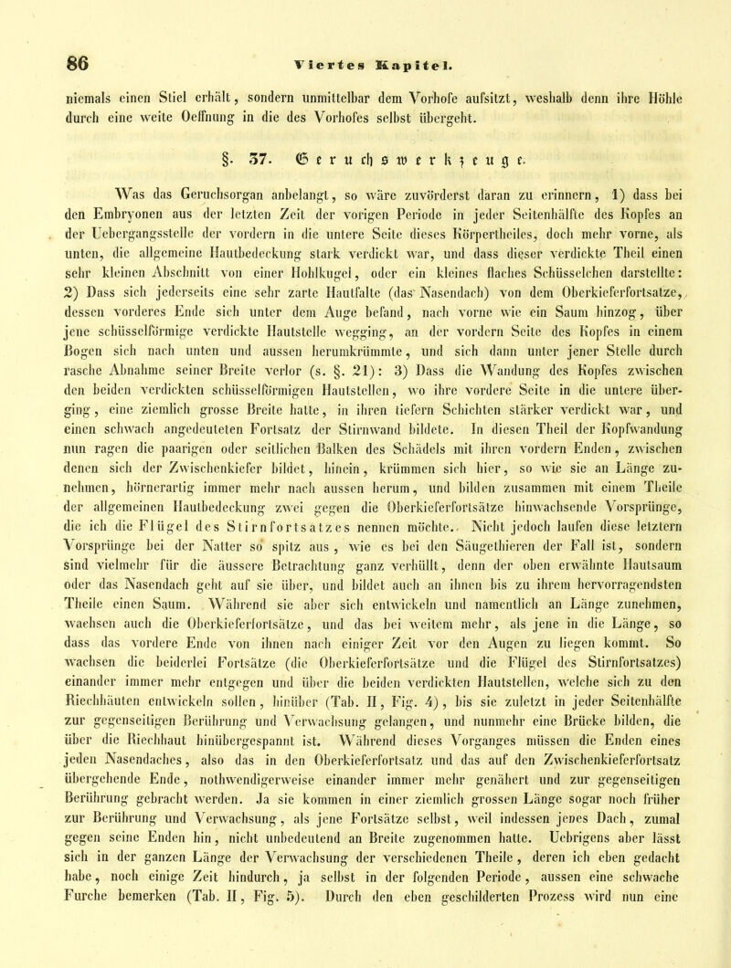 niemals einen Stiel erhält, sondern unmittelbar dem Vorhofe aufsitzt, weshalb denn ihre Höhle durch eine weite Oeffnung in die des Vorhofes selbst übergeht. §. 37. <5 t V u c\] $ XV t V k } t n ^ Was das Geruchsorgan anbelangt, so wäre zuvörderst daran zu erinnern, 1) dass bei den Embryonen aus der letzten Zeit der vorigen Periode in jeder Seitenbälfte des Kopfes an der Uebergangsstelle der vordem in die untere Seite dieses Körpertbciles, doch mehr vorne, als unten, die allgemeine Hautbedeckung stark verdickt war, und dass dieser verdickte Tbeil einen sehr kleinen Abschnitt von einer Hohlkugel, oder ein kleines flaches Schüssclchen darstellte: 2) Dass sich jederseits eine sehr zarte Hautfalte (das'Nasendach) von dem Oberkieferfortsatze,, dessen vorderes Ende sich unter dem Auge befand, nach vorne wie ein Saum hinzog, über jene schüsseiförmige verdickte Hautstclle wegging, an der vordem Seite des Kopfes in einem Bogen sich nach unten und aussen berurakrümmte, und sich dann unter jener Stelle durch rasche Abnahme seiner Breite verlor (s. §. 21): 3) Dass die Wandung des Kopfes zwischen den beiden verdickten schüsseiförmigen Hautstellen, wo ihre vordere Seite in die untere über- ging , eine ziemlich grosse Breite hatte, in ihren tiefern Schichten stärker verdickt war, und einen schwach angedeuteten Fortsatz der Stirnwand bildete. In diesen Tbeil der Kopfwandung nun ragen die paarigen oder seitlichen Balken des Schädels mit ihren vordem Enden, zwischen denen sich der Zwiscbenkiefer bildet, hinein, krümmen sich hier, so wie sie an Länge zu- nehmen, hörnerartig immer melir nach aussen herum, und bilden zusammen mit einem Theile der allgemeinen Hautbedeckung zwei gegen die Oberkieferfortsätze hinwachsende Vorsprünge, die ich die Flügel des Stirnfortsatzes nennen möchte.. Nicht jedoch laufen diese letztern Vorsprünge bei der Natter so spitz aus , wie es bei den Säugeihieren der Fall ist, sondern sind vielmehr für die äussere Betrachtung ganz verhüllt, denn der oben erwähnte Ilautsaum oder das Nasendach geht auf sie über, und bildet auch an ihnen bis zu ihrem hervorragendsten Theile einen Saum. Während sie aber sich entwickeln und namentlich an Länge zunehmen, wachsen auch die Oberkieferfortsätze, und das bei weitem mehr, als jene in die Länge, so dass das vordere Ende von ihnen nach einiger Zeit vor den Augen zu liegen kommt. So Avachsen die beiderlei Fortsätze (die Oberkieferfortsätze und die Flügel des Stirnfortsatzes) einander immer mehr entgegen und über die beiden verdickten Hautstellen, welche sich zu den Riechhäuten entwickeln sollen, hinüber (Tab. II, Fig. 4), bis sie zuletzt in jeder Seitenhälfte zur gegenseitigen Berührung und Verwachsung gelangen, und nunmehr eine Brücke bilden, die über die Riechhaut hinühcrgespannt ist. Während dieses Vorganges müssen die Enden eines jeden Nasendacbes, also das in den Oberkieferfortsatz und das auf den Zwischenkieferfortsatz übergehende Ende, nothwendigerweise einander immer mehr genähert und zur gegenseitigen Berührung gebracht werden. Ja sie kommen in einer ziemlich grossen Länge sogar noch früher zur Berührung und Verwachsung, als jene Fortsätze selbst, weil indessen jenes Dach, zumal gegen seine Enden bin, nicht unbedeutend an Breite zugenommen hatte. Uebrigens aber lässt sich in der ganzen Länge der Verwachsung der verschiedenen Theile , deren ich eben gedacht habe, noch einige Zeit hindurch, ja selbst in der folgenden Periode, aussen eine schwache Furche bemerken (Tab. H, Fig. .5). Durch den eben geschilderten Prozess wird nun eine