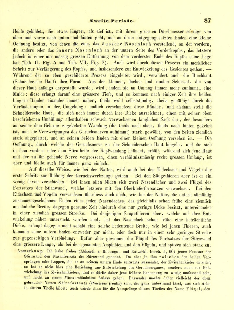 Hohle gebildet, die etwas länger, als tief ist, mit ihrem grössten Durchmesser schräge von oben und vorne nach unten und hinten geht, und an ihren entgegengesetzten Enden eine kleine OefFnung besitzt, von denen die eine, das äussere Nasenloch vorstellend, an der vordem, die andere oder das innere Nasenloch an der untern Seite des Vorderkopfes, das letztere jedoch in einer nur mässig grossen Entfernung von dem vordersten Ende des Kopfes seine Lage hat (Tab. II, Fig. 5 und Tab. VlI, Fig. 7). Auch wird durch diesen Prozess ein merklicher Schritt zur Verlängerung des Kopfes, und insbesondere zur Entwickelung des Gesichtes gethan. — Während der so eben geschilderte Prozess eingeleitet wird, verändert auch die Riechhaut (Schneidersche Haut) ihre Form. Aus der kleinen, flachen und runden Schüssel, die von dieser Haut anfangs dargestellt wurde, wird, indem sie an Umfang immer mehr zunimmt, eine Mulde : diese erlangt darauf eine grössere Tiefe, und es kommen nach einiger Zeit ihre beiden längern Ränder einander immer näher, theils wohl selbstständig, theils genöthigt durch die Veränderungen in der Umgebung: endlich verschmelzen diese Ränder, und alsdann stellt die Schneidersche Haut, die sich noch immer durch ihre Dicke auszeichnet, einen mit seiner oben beschriebenen Umhüllung allenthalben schwach verwachsenen länglichen Sack dar, der besonders an seiner dem Gehirne zugekehrten Wandung (die theils nach oben, theils nach hinten gekehrt ist, und die Verzweigungen des Geruchsnerven aufnimmt) stark gewölbt, von den Seiten ziemlich stark abgeplattet, und an seinen beiden Enden mit einer kleinen Oeffiiung versehen ist. — Die Oeffnung, durch welche der Geruchsnerve zu der Schneiderschen Haut hingeht, und die sich in dem vordem oder dem Stirntheile der Kopfwandung befindet, erhält, während sich jene Haut und der zu ihr gehende Nerve vergrössern, einen verhältnissmässig recht grossen Umfang, ist aber und bleibt auch für immer ganz einfach. Auf dieselbe Weise, wie bei der Natter, wird auch bei den Eidechsen und Vögeln der erste Schritt zur Bildung der Geruchswerkzeuge gethan. Bei den Säugethiercn aber ist er ein wenig davon verschieden. Bei ihnen allen bilden sich zwei Nasendächer und zwei Flügel des Fortsatzes der Stirnwand, welche letztere mit den Oberkieferfortsätzen verwachsen. Bei den Eidechsen und Vögeln verw^achsen überdiess auch noch, wie bei der Natter, die untern allmählig zusammengeschobenen Enden eines jeden Nasendaches, das gleichfalls schon frühe eine' ziemlich ansehnliche Breite, dagegen geraume Zeit hindurch eine nur geringe Dicke besitzt, untereinander in einer ziemlich grossen Strecke. Bei denjenigen Säugethiercn aber, welche auf ihre Ent- wickelung näher untersucht worden sind, hat das Nasendach schon frühe eine beträchtliche Dicke, erlangt dagegen nicht sobald eine solche bedeutende Breite, wie bei jenen Thieren, auch kommen seine untern Enden entweder gar nicht, oder doch nur in einer sehr geringen Strecke zur gegenseitigen Verbindung. Dafür aber gewinnen die Flügel des Fortsatzes der Stirnwand eine grössere Länge, als bei den genannten Amphibien und den Vögeln, und spitzen sich stark zu. Anmerkung. Ich habe früher (Abhandl. z. Biltlungs- und Entwicld. Gesch. I, 96) jenen Fortsatz der Sthnwand den Nasenfortsatz der Stirnwand genannt. Da aber in ihm zwischen den beiden Vor- sprüngen oder Lappen, die er an seinem unfern Ende seitwärts aussendet, der Zwisclienldefer entstellt, so hat er nicht blos eine Beziehung zur Entwickelung des Geruchsorganes, sondern auch zur Ent- wickelung des Zwischenkiefeis, und es dürfte daher jene frühere Benennung zu wenig umfassend sein, und leicht zu einem Missverständnisse Anlass geben. Passender möchte daher vielleicht der oben gebrauchte Namen Stirnfortsatz (Processus fronüs) sein, der ganz unbestimmt lässt, was sich Alles in diesem Theile bildet; auch würde dann für die Vorsprünge dieses Theiles der Name Flügel, den