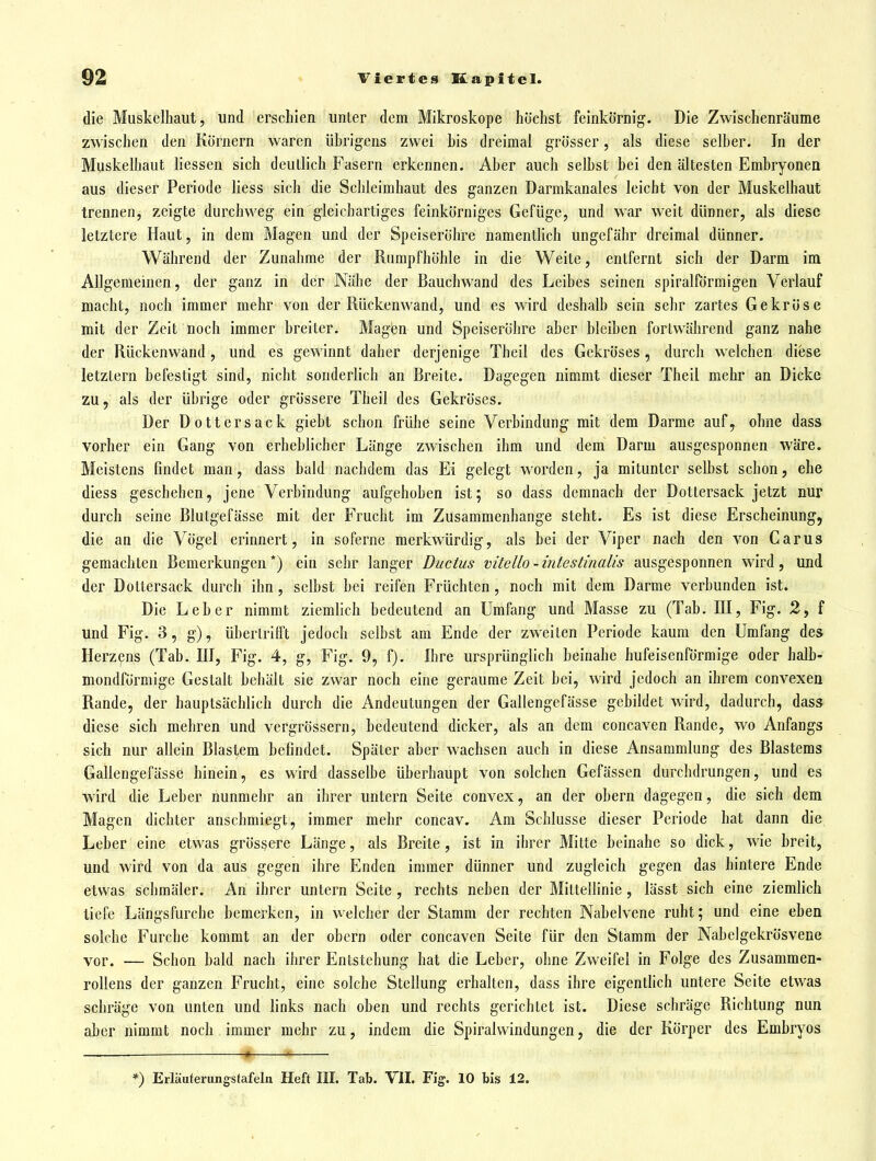 die Muskelhaut, und erschien unter dem Mikroskope höchst feinkörnig. Die Zwischenräume zwischen den Körnern waren ührigens zwei bis dreimal grösser, als diese selber. In der Muskelhaut liessen sich deutlich Fasern erkennen. Aber auch selbst bei den ältesten Embryonen aus dieser Periode liess sich die Schleimhaut des ganzen Darmkanales leicht von der Muskelhaut trennen, zeigte durchweg ein gleichartiges feinkörniges Gefüge, und war weit dünner, als diese letztere Haut, in dem Magen und der Speiseröhre namentlich ungefähr dreimal dünner. Während der Zunahme der Riirapfhöhle in die Weite, entfernt sich der Darm im Allgemeinen, der ganz in der Nähe der Bauchwand des Leibes seinen spiralförmigen Verlauf macht, noch immer mehr von der Rückenwand, und es wird deshalb sein sehr zartes Gekröse mit der Zeit noch immer breiter. Magen und Speiseröhre aber bleiben fortwährend ganz nahe der Rückenwand, und es gewinnt daher derjenige Theil des Gekröses, durch welchen diese letztem befestigt sind, nicht sonderlich an Breite. Dagegen nimmt dieser Theil mehr an Dicke zu, als der übrige oder grössere Theil des Gekröses. Der Dottersack giebt schon frühe seine Verbindung mit dem Darme auf, ohne dass vorher ein Gang von erheblicher Länge zwischen ihm und dem Darm ausgesponnen wäre. Meistens findet man, dass bald nachdem das Ei gelegt worden, ja mitunter selbst schon, ehe diess geschehen, jene Verbindung aufgehoben ist; so dass demnach der Dottersack jetzt nur durch seine Blutgefässe mit der Frucht im Zusammenhange steht. Es ist diese Erscheinung, die an die Vögel erinnert, in soferne merkwürdig, als bei der Viper nach den von Carus gemachten Bemerkungen*) ein sehr langer Ductus vitello-intestinalis ausgesponnen wird, und der Dottersack durch ihn, selbst bei reifen Früchten, noch mit dem Darme verbunden ist. Die Leber nimmt ziemlich bedeutend an Umfang und Masse zu (Tab. EI, Fig. 2, f und Fig. 3, g), überlrifft jedoch selbst am Ende der zweiten Periode kaum den Umfang des Herzens (Tab. HI, Fig. 4, g, Fig. 9, f). Ihre ursprünglich beinahe hufeisenförmige oder halb- mondförmige Gestalt behält sie zwar noch eine geraume Zeit bei, wird jedoch an ihrem convexen Rande, der hauptsächlich durch die Andeutungen der Gallengefässe gebildet wird, dadurch, dass diese sich mehren und vergrössern, bedeutend dicker, als an dem concaven Rande, wo Anfangs sich nur allein Blastem befindet. Später aber wachsen auch in diese Ansammlung des Blastems Gallengefässe hinein, es wird dasselbe überhaupt von solchen Gefässen durchdrungen, und es wird die Leber nunmehr an ihrer untern Seite convex, an der obern dagegen, die sich dem Magen dichter anschmiegt, immer mehr concav. Am Schlüsse dieser Periode hat dann die Leber eine etwas grössere Länge, als Breite, ist in ihrer Mitte beinahe so dick, wie breit, und wird von da aus gegen ihre Enden immer dünner und zugleich gegen das hintere Ende etwas schmäler. An ihrer untern Seite , rechts neben der Mittellinie, lässt sich eine ziemHch tiefe Längsfurche bemerken, in welcher der Stamm der rechten Nabelvene ruht; und eine eben solche Furche kommt an der obern oder concaven Seite für den Stamm der Nabelgekrösvene vor. — Schon bald nach ihrer Entstehung hat die Leber, ohne Zweifel in Folge des Zusammen- rollens der ganzen Frucht, eine solche Stellung erhalten, dass ihre eigentüch untere Seite etwas schräge von unten und links nach oben und rechts gerichtet ist. Diese schräge Richtung nun aber nimmt noch immer mehr zu, indem die Spiralvvindungen, die der Körper des Embryos *) Erläuterungstafeln Heft III. Tab. VII. Fig. 10 bis 12.