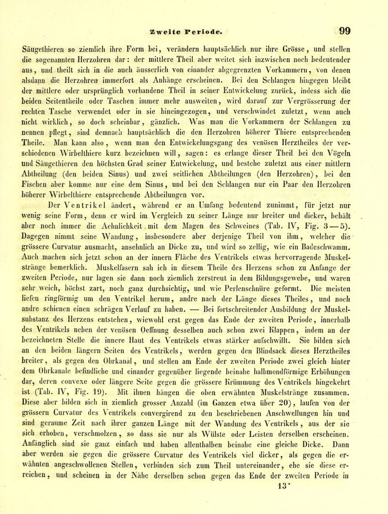 Säugelhieren so ziemlich ihre Form bei, verändern hauptsächlich nur ihre Grösse, und slellen die sogenannten Herzohren dar: der mittlere Theil aber weitet sich inzwischen noch bedeutender aus, und iheilt sich in die auch äusserlich von einander abgegrenzten Vorkammern, von denen alsdann die Herzohreii immerfort als Anhänge erscheinen. Bei den Schlangen hingegen bleibt der mittlere oder ursprünglich vorhandene Theil in seiner Entwickelung zurück, indess sich die beiden Seitenlhcile oder Taschen immer mehr ausweiten, wird darauf zur Vergrösserung der rechten Tasche verwendet oder in sie hineingezogen, und verschwindet zuletzt, wenn auch nicht wirklich, so doch scheinbar, gänzlich. Was man die Vorkammern der Schlangen zu nennen pflegt, sind demnach hauptsächlich die den Ilerzobren höherer Thiere entsprechenden Theile. Man kann also , wenn man den Entwickelungsgang des venösen Herztheiles der ver- schiedenen Wirbelthiere kurz bezeichnen will, sagen: es erlange dieser Theil bei den Vögeln und Säugcthieren den höchsten Grad seiner Entwickelung, und bestehe zuletzt aus einer mittlem Abtheilung (den beiden Sinus) und zwei seillichen Ablhcilungcn (den Herzohren), bei den Fischen aber komme nur eine dem Sinus, und bei den Schlangen nur ein Paar den Herzohren höherer Wirbelthiere entsprechende Abtheilungen vor. Der Ventrikel ändert, während er an Umfang bedeutend zunimmt, für jetzt nur wenig seine Form, denn er wird im Vergleich zu seiner Länge nur breiter und dicker, behält aber noch immer die Aehnlichkeit mit dem Magen des Schweines (Tab. IV, Fig. 3 — 5). Dagegen nimmt seine Wandung, insbesondere aber derjenige Theil von ihm, welcher die grössere Curvatur ausmacht, ansehnlich an Dicke zu, und wird so zellig, wie ein Badeschwamm, Auch machen sich jetzt schon an der Innern Fläche des Ventrikels etwas hervorragende Muskel- stränge bemerklich. Muskelfasern sah ich in diesem Theile des Herzens schon zu Anfange der zweiten Periode, nur lagen sie dann noch ziemlich zerstreut in dem Bildungsgewebe, und waren sehr weich, höchst zart, noch ganz durchsichtig, und wie Perlenschnüi'e geformt. Die meisten liefen ringförmig um den Ventrikel herum, andre nach der Länge dieses Theiles, und noch andre schienen einen schrägen Verlauf zu haben. — Bei fortschreitender Ausbildung der Muskel- substanz des Herzens entstehen, wiewohl erst gegen das Ende der zweiten Periode, innerhalb des Ventrikels neben der venösen Oeffnung desselben auch schon zwei Klappen, indem an der bezeichneten Stelle die innere Haut des Ventrikels etwas stärker aufschwillt. Sie bilden sich an den beiden längern Seiten des Ventrikels, werden gegen den Blindsack dieses Herztheiles breiter, als gegen den Ohrkanal, und stellen am Ende der zweiten Periode zwei gleich hinter dem Ohrkanale befindliche und einander gegenüber liegende beinahe halbmondförmige Erhöbungen dar, deren convexe oder längere Seite gegen die grössere Krümmung des Ventrikels hingekehrt ist (Tab. IV, Fig. 19). Mit ihnen hängen die oben erwähnten Muskelslränge zusammen. Diese aber bilden sich in ziemlich grosser Anzahl (im Ganzen etwa über 20) , laufen von der grössern Curvatur des Ventrikels convergirend zu den beschriebenen Anschwellungen bin und sind geraume Zeit nach ihrer ganzen Länge mit der Wandung des Ventrikels, aus der sie sich erhoben, verschmolzen, so dass sie nur als Wülste oder Leisten derselben erscheinen. Anfänglich sind sie ganz einfach und haben allenthalben beinahe eine gleiche Dicke. Dann aber werden sie gegen die grössere Curvatur des Ventrikels viel dicker, als gegen die er- wähnten angeschwollenen Stellen, verbinden sich zum Theil untereinander, ehe sie diese er- reichen , und scheinen in der Nähe derselben schon gegen das Ende der zweiten Periode in 13*