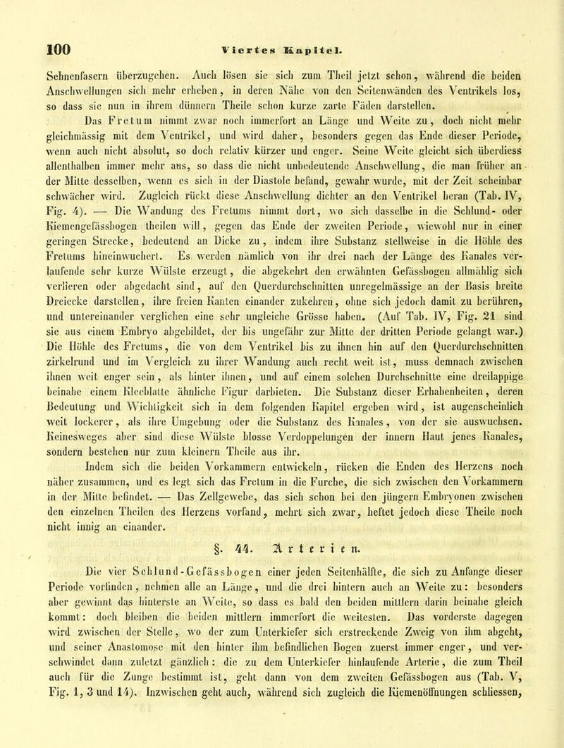 Sehnenfasern überzugchen. Auch lösen sie sich zum Theil jetzt schon, wahrend die beiden Anschwellungen sich mehr erheben, in deren Nähe von den Seilenwänden des Ventrikels los, so dass sie nun in ihrem dünnern Theile schon kurze zarte Fäden darstellen. Das Fretum nimmt zwar noch immerfort an Länge und Weite zu, doch nicht mehr gleichmässig mit dem Ventrikel, und wird daher, besonders gegen das Ende dieser Periode, wenn auch nicht absolut, so doch relativ kürzer und enger. Seine W^eite gleicht sich überdiess allenthalben immer mehr aus, so dass die nicht unbedeutende Anschwellung, die man früher an der Mitte desselben, wenn es sich in der Diastole befand, gewahr wurde, mit der Zeit scheinbar schwächer w^ird. Zugleich rückt diese Anschwellung dichter an den Ventrikel heran (Tab. IV, Fig. 4). — Die Wandung des Fretums nimmt dort, wo sich dasselbe in die Schlund- oder Kiemengefässbogen theilen will, gegen das Ende der zweiten Periode, wiewohl nur in einer geringen Strecke, bedeutend an Dicke zu, indem ihre Substanz stellweise in die Höhle des Fretums hineinvvuchcrt. Es werden nämlich von ihr drei nach der Länge des Kanales ver- laufende sehr kurze Wülste erzeugt, die abgekehrt den erwähnten Gefässbogen allmählig sich verlieren oder abgedacht sind, auf den Querdurchschnitten unregelmässige an der Basis breite Dreiecke darstellen, ihre freien Kanten einander zukehren, ohne sich jedoch damit zu berühren, und untereinander verglichen eine sehr ungleiche Grösse haben. (Auf Tab. IV, Fig. 21 sind sie aus einem Embryo abgebildet, der bis ungefähr zur Mitte der dritten Periode gelangt war.) Die Höhle des Fretums, die von dem Ventrikel bis zu ihnen hin auf den Querdurchschnitten zirkelrund und im Vergleich zu ihrer Wandung auch recht weit ist, muss demnach zwischen ihnen weit enger sein, als hinter ihnen, und auf einem solchen Durchschnitte eine dreilappige beinahe einem Kleeblatte ähnliche Figur darbieten. Die Substanz dieser Erhabenheiten, deren Bedeutung und Wichtigkeit sich in dem folgenden Kapitel ergeben wird, ist augenscheinlich weit lockerer, als ihre Umgebung oder die Substanz des Kanales , von der sie auswuchsen. Keinesweges aber sind diese Wülste blosse Verdoppelungen der innern Haut jenes Kanales, sondern bestehen nur zum kleinern Theile aus ihr. Indem sich die beiden Vorkammern entwickeln, rücken die Enden des Herzens noch näher zusammen, und es legt sich das Frctum in die Furche, die sich zwischen den Vorkammern in der Mille befindet. — Das Zellgewebe, das sich schon bei den jüngern Embryonen zwischen den einzelnen Theilen des Herzens vorfand, mehrt sich zwar, heftet jedoch diese Theile noch nicht innig an einander. §. 44. 21 r t f r t e n. Die vier Schlund-Gefässbogen einer jeden Seitenhälfte, die sich zu Anfange dieser Periode vorfinden , nehmen alle an Länge , und die drei hintern auch an Weite zu: besonders aber gewinnt das hinterste an Weite, so dass es bald den beiden mittlem darin heinahe gleich kommt: doch bleiben die beiden mittlem immerfort die weitesten. Das vorderste dagegen wird zwischen der Stelle, wo der zum Unterkiefer sich erstreckende Zweig von ihm abgeht, und seiner Anastomose mit den hinter ihm befindfichen Bogen zuerst immer enger, und ver- schwindet dann zuletzt gänzUch : die zu dem Unterkiefer hinlaufende Arterie, die zum Theil auch für die Zunge bestimmt ist, geht dann von dem zweiten Gefässbogen aus (Tab. V, Fig. 1, 3 und 14). Inzwischen geht auch, während sich zugleich die Kiemenölfnungen schliessen,
