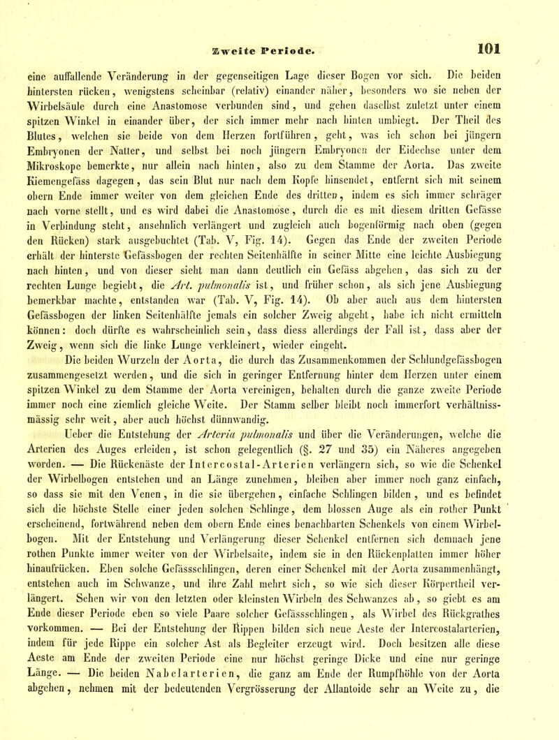 eine auffallende Veränderung in der gegenseitigen Lage dieser Bogen vor sich. Die beiden hintersten rüeken, wenigstens scheinbar (relativ) einander näher, besonders wo sie neben der Wirbelsäule durch eine Anastomose verbunden sind, und gehen daselbst zuletzt unter einem spitzen Winkel in einander über, der sich immer melir nach hinten umbiegt. Der Theil des Blutes, welchen sie beide von dem Herzen fortführen, geht, v»as ich schon bei Jüngern Embryonen der Natter, und selbst bei noch Jüngern Embryonen der Eidechse unter dem Mikroskope bemerkte, nur allein nach hinten, also zu dem Stamme der Aorta. Das zweite Kiemengefäss dagegen, das sein Blut nur nach dem Kopfe hinsendet, entfernt sich mit seinem obern Ende immer weiter von dem gleichen Ende des dritten, indem es sich immer schräger nach vorne stellt, und es wird dabei die Anastomose, durch die es mit diesem dritten Gefässe in Verbindung steht, ansehnlich verlängert und zugleich auch bogenförmig nach oben (gegen den Rücken) stark ausgebuchtet (Tab. V, Fig. 14). Gegen das Ende der zweiten Periode erhält der hinterste Gefässbogen der rechten Seitenhälfte in seiner Mitte eine leichte Ausbiegung nach hinten, und von dieser sieht man dann deutlich ein Gefäss abgehen, das sich zu der rechten Lunge begiebt, die Art. pulmonalis ist, und früher schon, als sich Jene Ausbiegung bemerkbar machte, entstanden war (Tab. V, Fig. 14). Ob aber auch aus dem hintersten Gefässbogen der linken Seitenhälfte Jemals ein solcher Zweig abgeht, habe ich nicht ermitteln können: doch dürfte es wahrscheinlich sein, dass diess allerdings der Fall ist, dass aber der Zweig, wenn sich die linke Lunge verkleinert, wieder eingebt. Die beiden Wurzeln der Aorta, die durch das Zusammenkommen der Schlundgefässbogen zusammengesetzt werden, und die sich in geringer Entfernung hinter dem Herzen unter einem spitzen Winkel zu dem Stamme der Aorta vereinigen, behalten durch die ganze zweite Periode immer noch eine ziemlich gleiche Weite. Der Stamm selber bleibt noch immerfort verhältniss- mässig sehr weit, aber auch höchst dünnwandig. Ueber die Entstehung der Artcria pulmonalis und über die Veränderungen, welche die Arterien des Auges erleiden, ist schon gelegentlich (§. 27 und 35) ein Näheres angegeben worden. — Die Rückenäste der Intercostal-Arterien verlängern sich, so wie die Schenkel der Wirbelbogen entstehen und an Länge zunehmen, bleiben aber immer noch ganz einfach, so dass sie mit den Venen, in die sie übergehen, einfache Schlingen bilden , und es befindet sich die höchste Stelle einer Jeden solchen Schlinge, dem blossen Auge als ein rother Punkt erscheinend, fortwährend neben dem obern Ende eines benachbarten Schenkels von einem Wirbel- bogen. Mit der Entstehung und Verlängerung dieser Schenkel entfernen sich demnach Jene rothen Punkte immer weiter von der Wirbelsaite, indem sie in den Rückenplatten immer höher hinaufrücken. Eben solche Gefässschlingen, deren einer Schenkel mit der Aorta zusammenhängt, entstehen auch im Schwänze, und ihre Zahl mehrt sich, so wie sich dieser Körpcrlheil ver- längert. Sehen wir von den letzten oder kleinsten Wirbeln des Schwanzes ab, so giebt es am Ende dieser Periode eben so viele Paare solcher Gefässschlingen , als Wirbel des Rückgratlies vorkommen. — Bei der Entstehung der ilippen bilden sich neue Aeste der Intercostalarterien, indem für Jede Rippe ein solcher Ast als Begleiter erzeugt wird. Doch besitzen alle diese Aeste am Ende der zweiten Periode eine nur höchst geringe Dicke und eine nur geringe Länge. — Die beiden Nabelarterien, die ganz am Ende der Rumpfhölile von der Aorta abgehen, nehmen mit der bedeutenden Vergrösserung der Allantoide sehr an Weite zu, die