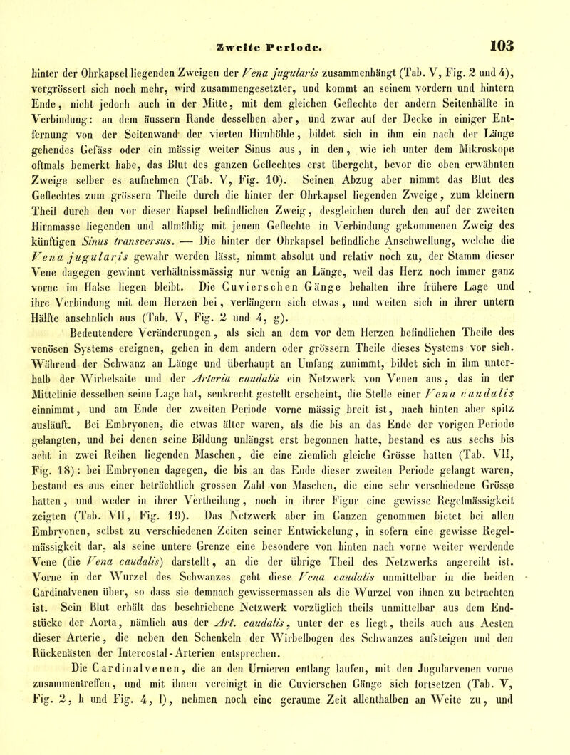 hinter der Ohrkapsel liegenden Zweigen der Vena jugularis zusammenhängt (Tab. V, Fig. 2 und 4), vergrössert sich noch mehr, wird zusammengesetzter, und kommt an seinem vordem und hintern Ende, nicht jedoch auch in der Mitte, mit dem gleichen Geflechte der andern Seitenhälfte in Verbindung: an dem äussern Rande desselben aber, und zwar auf der Decke in einiger Ent- fernung von der Seitenwand der vierten Hirnhöhle, bildet sich in ihm ein nach der Länge gehendes Gefäss oder ein mässig weiter Sinus aus, in den, wie ich unter dem Mikroskope oftmals bemerkt habe, das Blut des ganzen Geflechtes erst übergeht, bevor die oben erwähnten Zweige selber es aufnehmen (Tab. V, Fig. 10). Seinen Abzug aber nimmt das Blut des Geflechtes zum grössern Theile durch die hinler der Ohrkapsel liegenden Zweige, zum kleinern Theil durch den vor dieser Kapsel befindlichen Zweig, desgleichen durch den auf der zweiten Hirnmasse liegenden und allmälilig mit jenem Geflechte in Verbindung gekommenen Zweig des künftigen Sims transversus. — Die hinler der Obrkapsel befindliche Anschwellung, welche die Fena jugularis gewahr werden lässt, nimmt absolut und relativ noch zu, der Stamm dieser Vene dagegen gewinnt verhällnissmässig nur wenig an Länge, weil das Herz noch immer ganz vorne im Halse hegen bleibt. Die Cuvierschen Gänge behalten ihre frühere Lage und ihre Verbindung mit dem Herzen bei, verlängern sich elwas , und weiten sich in ihrer unlern Hälfte ansehnlich aus (Tab, V, Fig. 2 und 4, g). Bedeutendere Veränderungen , als sich an dem vor dem Herzen befindlichen Theile des venösen Systems ereignen, gehen in dem andern oder grössern Theile dieses Systems vor sich. Während der Schwanz an Länge und überhaupt an Umfang zunimmt, bildet sich in ihm unter- halb der Wirbelsaite und der Arteria caudalis ein Netzwerk von Venen aus, das in der Mittelinie desselben seine Lage hat, senkrecht gestellt erscheint, die Stelle einer Vena caudalis einnimmt, und am Ende der zweiten Periode vorne mässig breit ist, nach hinten aber spitz ausläuft. Bei Embryonen, die elwas aller waren, als die bis an das Ende der vorigen Periode gelanglen, und bei denen seine Bildung unlängst erst begonnen hatte, bestand es aus sechs bis acht in zwei Reihen liegenden Masciien, die eine ziemlich gleiche Grösse hatten (Tab. VII, Fig. 18): bei Embryonen dagegen, die bis an das Ende dieser zweiten Periode gelangt waren, bestand es aus einer beträchlfich grossen Zahl von Maschen, die eine sehr verschiedene Grösse hatten, und weder in ihrer Vertheilung, noch in ihrer Figur eine gewisse Regelmässigkeit zeigten (Tab. VH, Fig. 19). Das Netzwerk aber im Ganzen genommen bietet bei allen Embryonen, selbst zu verschiedenen Zeiten seiner Enlwickelung, in sofern eine gewisse Regel- mässigkeit dar, als seine untere Grenze eine besondere von hinten nach vorne weiter werdende Vene (die Vena caudalis) darstellt, an die der übrige Theil des Netzwerks angereiht ist. Vorne in der Wurzel des Schwanzes geht diese Vena caudalis unmittelbar in die beiden Cardinalvenen über, so dass sie demnach gewissermassen als die Wurzel von ihnen zu betrachten ist. Sein Blut erhält das beschriebene Netzwerk vorzügfich theils unmittelbar aus dem End- stücke der Aorta, nämlich aus der Art. caudalis, unter der es liegt, theils auch aus Aeslen dieser Arterie, die neben den Schenkeln der Wirbelbogen des Schwanzes aufsteigen und den Rückenästen der Intcrcostal-Arterien entsprechen. Die Cardinalvenen, die an den Urnieren entlang laufen, mit den Jugularvenen vorne zusammentreffen, und mit ihnen vereinigt in die Cuvierschen Gänge sich fortsetzen (Tab. V, Fig. 2, h und Fig. 4,1), nehmen noch eine geraume Zeit allenthalben an Weite zu, und