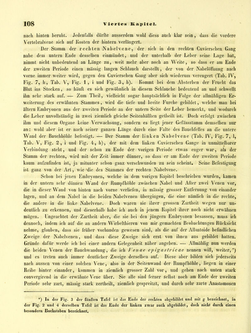 nach hinten beruht. Jedenfalls dürfte ausserdem wohl diess auch klar sein, dass die vordere Vertehralvcne sich auf Kosten der hintern verlängert. Der Stamm der rechten Nahelvene, der. sich in den rechten Cuvierschen Gang nahe dem untern Ende desselben einmündet, und der unterhalb der Leber seine Lage hat, nimmt nicht unbedeutend an Länge zu, weit mehr aber noch an Weite, so dass er am Ende der zweiten Periode einen mässig langen Schlauch darstellt, der von der Nabelöffnung nach vorne immer weiter wird, gegen den Cuvierschen Gang aber sich wiederum verengert (Tab. IV, Fig. 7, h, Tab. V, Fig. 1, i und Fig. 3, h). Kommt bei dem Absterben der Frucht das Blut ins Stocken, so häuft es sich gewöhnhch in diesem Schlauche bedeutend an und schwellt ihn sehr stark auf. — Zum Theil, vielleicht sogar hauptsächlich in Folge der allmähligen Er- weiterung des erwähnten Stammes, wird die tiefe und breite Furche gebildet, welche man bei altern Embryonen aus der zweiten Periode an der untern Seile der Leber bemerkt, und wodurch die Leber unvollständig in zwei ziemlich gleiche Seitenhälflen getheilt ist. Doch erfolgt zwischen ihm und diesem Organe keine Verwachsung, sondern es liegt jener Gcfässslamm demselben nur an: wohl aber ist er nach seiner ganzen Länge durch eine Falte des Bauchfelles an die untere Wand der Bauchhöhle befestigt. — Der Stamm der linken Nabelvene (Tab. IV, Fig. 7, I, Tab. V, Fig. 2, i und Fig. 4, h), der mit dem linken Cuvierschen Gange in unmittelbarer Verbindung steht, und der schon zu Ende der vorigen Periode etwas enger war, als der Stamm der rechten, wird mit der Zeit immer dünner, so dass er am Ende der zweiten Periode kaum aufzufinden ist, ja mitunter schon ganz verschwunden zu sein scheint. Seine Befestigung ist ganz von der Art, wie'die des Stammes der rechten Nabelvene. Schon bei jenen Embryonen, welche in dem vorigen Kapitel beschrieben wurden, kamen in der untern sehr dünnen Wand der Rumpfhöhle zwischen Nabel und After zwei Venen vor, die in dieser Wand von hinten nach vorne verliefen, in mässig grosser Entfernung von einander lagen, und an dem Nabel in die beiden Nabelvenen übergingen, die eine nämhch in die rechte, die andere in die linke Nabelvene. Doch waren sie ihrer grossen Zartheit wegen nur un- deuthch zu erkennen, und dieserhalb habe ich auch in jenem Kapitel ihrer noch nicht erwähnen mögen. Ungeachtet der Zartheit aber, die sie bei den jüngern Embryonen besasscn, muss ich dennoch, indem ich auf die an andern Wirbellhieren von mir gemachten Beobachtungen Rücksicht nehme, glauben, dass sie früher vorhanden gewesen sind, als die auf der Allantoide befindlichen Zweige der Nabelvenen, und dass diese Zweige sich erst von ihnen aus gebildet hatten. Gründe dafür werde ich bei einer andern Gelegenheit näher angeben. — Allmählig nun werden die beiden Venen der Bauchwandung, die ich Fenae epigastric ae nennen will, weiter,*) und es treten auch immer deutlicher Zweige derselben auf. Diese aber bilden sich jederseits nach aussen von einer solchen Vene, also in der Seitenwand der Rumpfhöhle, liegen in einer Reihe hinter einander, kommen in ziemlich grosser Zahl vor, und gehen nach unten stark convergirend in die erwähnte Vene über. Sie alle sind ferner Selbst noch am Ende der zweiten Periode sehr zart, mässig stark zertheilt, ziemlich gespreitzt, und durch sehr zarte Anastomosen *) In der Fig-. 3 der fünften Tafel Ist das Ende der rechten abgebildet und mit g bezeichnet, in der Fig. 2 und 4 derselben Tafel ist das Ende der linken zwar auch abgebildet, doch nicht durch einen besondern Buchstaben bezeichnet.