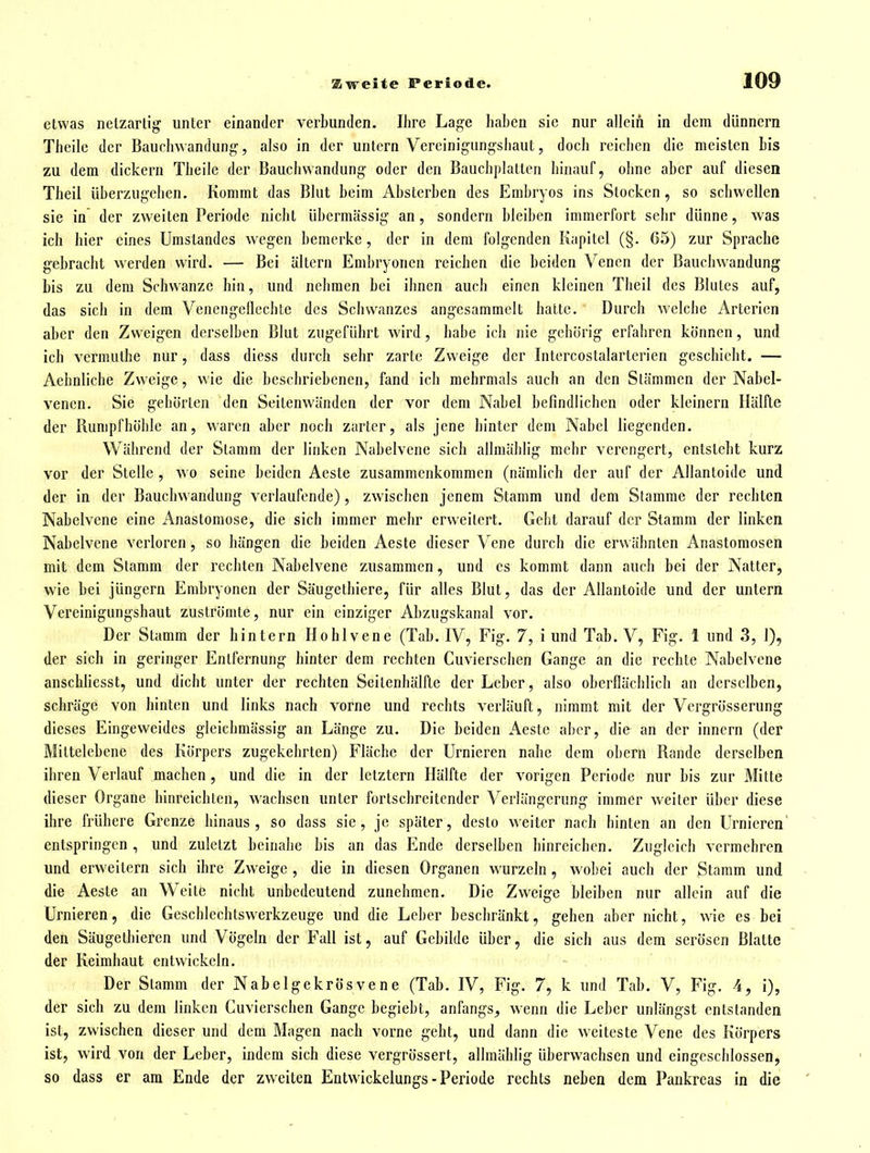 etwas netzartig unter einander verbunden. Ihre Lage haben sie nur allein in dem dünnern Theile der Baucliwandung, also in der untern Vercinigungshaut, doch reichen die meisten bis zu dem dickern Theile der Bauchwandung oder den Bauchplatten hinauf, ohne aber auf diesen Theil überzugehen. Kommt das Blut beim Absterben des Embryos ins Stocken, so schwellen sie in der zweiten Periode nicht übermässig an, sondern bleiben immerfort sehr dünne, was ich hier eines Umstandes wegen bemerke, der in dem folgenden Kapitel (§. 65) zur Sprache gebracht werden wird. — Bei ültcrn Embryonen reichen die beiden Venen der Bauclnvandung bis zu dem Schwänze hin, und nehmen bei ihnen auch einen kleinen Theil des Blutes auf, das sich in dem Venengeflechte des Schwanzes angesammelt hatte. Durch welche Arterien aber den Zweigen derselben Blut zugeführt wird, habe ich nie gehörig erfahren können, und ich vcrmuthe nur, dass diess durch sehr zarte Zweige der Intcrcostalarterien geschieht. — Aehnliche Zw eige, wie die beschriebenen, fand ich mehrmals auch an den Stämmen der Nabel- venen. Sie gehörten den Seitenwänden der vor dem Nabel befindlichen oder kleinern Hälfte der Rumpf höhle an, waren aber noch zarter, als jene hinter dem Nabel liegenden. Während der Stamm der linken Nabelvene sich allmählig mehr verengert, entsteht kurz vor der Stelle , wo seine beiden Aeste zusammenkommen (nämlich der auf der Allantoide und der in der Bauchwandung verlaufende) , zwischen jenem Stamm und dem Stamme der rechten Nabelvene eine x4nastomose, die sich immer mehr erw'eitert. Gebt darauf der Stamm der linken Nabelvene verloren, so hängen die beiden Aeste dieser Vene durch die erwähnten Anastomosen mit dem Stamm der rechten Nabelvene zusammen, und es kommt dann auch bei der Natter, wie bei jüngern Embryonen der Säugethiere, für alles Blut, das der Allantoide und der untern Vereinigungshaut zuströmte, nur ein einziger Abzugskanal vor. Der Stamm der hintern Hohlvene (Tab. IV, Fig. 7, i und Tab. V, Fig. 1 und 3, 1), der sich in geringer Entfernung hinter dem rechten Cuvierschen Gange an die rechte Nabelvene anschliesst, und dicht unter der rechten Seilenhälfte der Leber, also oberflächlich an derselben, schräge von hinten und links nach vorne und rechts verläuft, nimmt mit der Vergrösserung dieses Eingeweides gleichmässig an Länge zu. Die beiden Aeste aber, die an der Innern (der Mittelcbene des Körpers zugekehrten) Fläche der Urnieren nahe dem obern Rande derselben ihren Verlauf machen, und die in der letztern Hälfte der vorigen Periode nur bis zur Mitte dieser Organe hinreichten, wachsen unter fortschreitender Verlängerung immer weiter über diese ihre frühere Grenze hinaus, so dass sie, je später, desto weiter nach hinten an den Urnieren entspringen , und zuletzt beinahe bis an das Ende derselben hinreichen. Zugleich vermehren und erweitern sich ihre Zw^eige , die in diesen Organen wurzeln, wobei auch der Stamm und die Aeste an Weite nicht unbedeutend zunehmen. Die Zw^eige bleiben nur allein auf die Urnieren, die Geschlechtswerkzeuge und die Leber beschränkt, gehen aber nicht, wie es bei den Säugethieren und Vögeln der Fall ist, auf Gebilde über, die sich aus dem serösen Blatte der Keimhaut entwickeln. - Der Stamm der Nabelgekrösvene (Tab. IV, Fig. 7, k und Tab. V, Fig. A, i), der sich zu dem linken Cuvierschen Gange begiebt, anfangs, wenn die Leber unlängst entstanden ist, zwischen dieser und dem Magen nach vorne geht, und dann die weiteste Vene des Körpers ist, wird von der Leber, indem sich diese vergrössert, allmählig überwachsen und eingeschlossen, so dass er am Ende der zweiten Entwickelungs - Periode rechts neben dem Pankreas in die