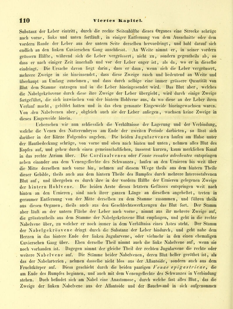 Substanz der Leber eintritt, durch die rechte Seitenhälfte dieses Organes eine Strecke schräge nach vorne, links und unten fortläuft, in einiger Entfernung von dem Ausschnitte oder dem vordem Rande der Leber aus der untern Seite derselben hervordringt, und bald darauf sich endlich an den linken Cuvierschen Gang anschliesst. An Weite nimmt er, in seiner vordem grössern Hälfte, während sich die Leber vcrgrössert, nicht zu, sondern gegentheils ab, so dass er nach einiger Zeit innerhalb und vor der Leber enger ist, als da, wo er in dieselbe eindringt. Die Ursache davon liegt darin, dass er dann, \venn sich die Leber vergrössert, mehrere Zweige in sie hineinsendet, dass diese Zweige rasch und bedeutend an Weite und überhaupt an Umfang zunehmen, und dass durch selbige eine immer grössere Quantität von Blut dem Stamme entzogen und in die Leber hineingesendet wird. Das Blut aber, welches die Nabelgekrösvene durch diese ihre Zweige der Leber übergiebt, wird durch einige Zweige fortgeführt, die sich inzwischen von der hintern Hohlvene aus, da wo diese an der Leber ihren Verlauf macht, gebildet hatten und in das eben genannte Eingeweide hineingewachsen waren. Von vden Nabelvencn aber, obgleich auch sie der Leber anliegen, wachsen keine Zweige in dieses Eingeweide hinein. Ueberseben wir nun schliesslich die Verhältnisse der Lagerung und der Verbindung, welche die Venen des Nalterembryos am Ende der zweiten Periode darbieten, so lässt sich darüber in der Kürze Folgendes angeben. Die beiden Jugularvenen laufen am Halse unter der Hautbedeckung schräge, von vorne und oben nach hinten und unten, nehmen alles Blut des Kopfes auf, und gehen- durch einen gemeinschaftlichen, äusserst kurzen, kaum merklichen Kanal in das rechte Atrium über. Die C ardinalvenen oder Venae renales advehentes entspringen neben einander aus dem Venengeflechte des Schwanzes, laufen an den Urnieren bis weit über die Mitte derselben nach vorne hin, nehmen auf diesem Wege tlieils aus dem hintern Theile dieser Gebilde, theils auch aus dem hintern Theile des Rumpfes durch mehrere Intercostalvenen Blut auf, und übergeben es durch ihre in der vordem Hälfte der Urnieren gelegenen Zweige der hintern Hohlvene. Die beiden Aeste dieses letztern Gefässes entspringen weit nach hinten an den Urnieren, sind nach ihrer ganzen Länge an dieselben angeheftet, treten in geraumer Entfernung von der Mitte derselben zu dem Stamme zusammen, und führen theils aus diesen Organen, theils auch aus den Geschlechtswerkzeugen das Blut fort. Der Stamm aber läuft an der untern Fläche der Leber nach vorne, nimmt aus ihr mehrere Zweige auf, die grösstentheils aus dem Stamme der Nabelgekrösvene Blut empfangen, und geht in die rechte Nabelvene über, zu welcher er noch immer in dem Verhältniss eines Astes steht. Der Stamm der Nabelgekrösvene dringt durch die Substanz der Leber hindurch, und geht nahe dem Herzen in das hintere Ende der linken Jugularvene, oder vielmehr in den einen ehemahgen Cuvierschen Gang über. Eben derselbe Theil nimmt auch die linke Nabelvene auf, wenn sie noch vorhanden ist. Dagegen nimmt der gleiche Theil der rechten Jugularvene die rechte oder . weitere Nabelvene auf. Die Stämme beider Nabelvenen, deren Blut heller geröthet ist, als das der Nabelarterien , nehmen dasselbe nicht blos aus der Allantoide, sondern auch aus dem Fruchtkörper auf. Diess geschieht durch die beiden paarigen Venae epigastricae, die am Ende des Rumpfes beginnen, und auch mit dem Venengeflechte des Schwanzes in Verbindung stehen. Doch befindet sich am Nabel eine Anastomose, durch welche fast alles Blut, das die Zweige der linken Nabelvene aus der Allantoide und der Bauchwand in sich aufgenommen