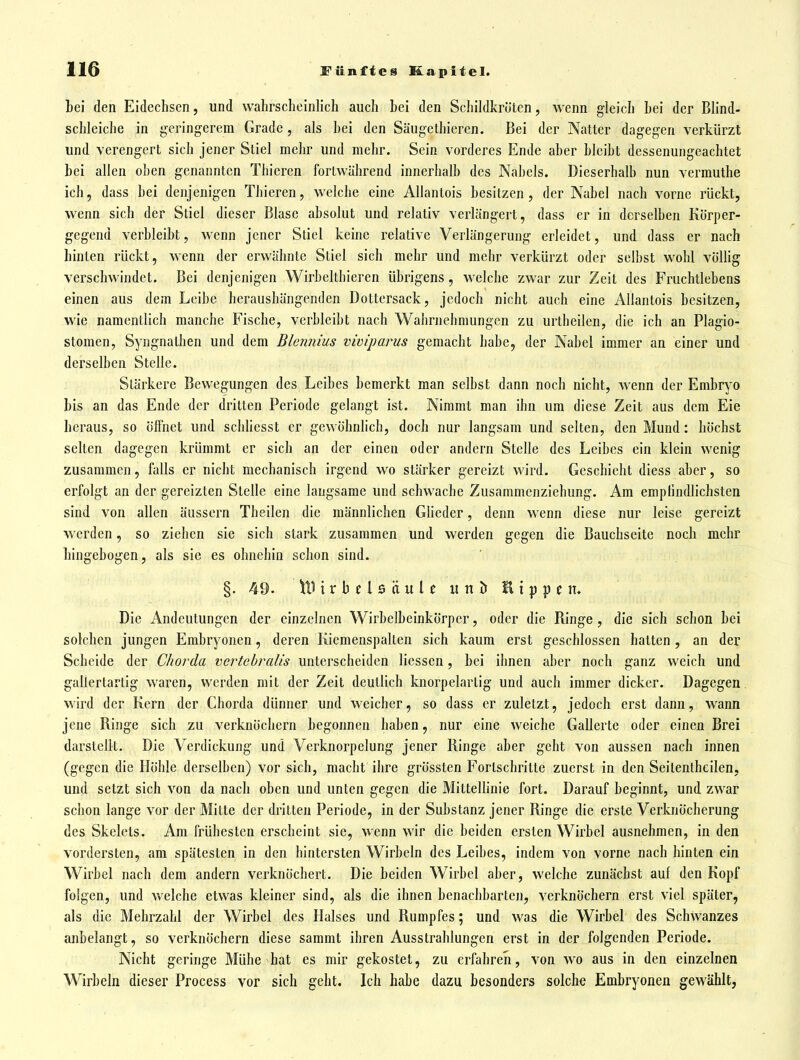 bei den Eidechsen, und wahrscheinlich auch hei den Schildkröten, wenn gleich hei der Blind- schleiche in geringerem Grade, als hei den Säugethieren. Bei der Natter dagegen verkürzt und verengert sich jener Stiel mehr und mehr. Sein vorderes Ende aber bleibt dessenungeachtet bei allen oben genannten Thieren fortwährend innerlialb des Nabels. Dieserhalb nun vermuthe ich, dass hei denjenigen TJiieren, welche eine Allantois besitzen , der Nabel nach vorne rückt, wenn sich der Stiel dieser Blase absolut und relativ verlängert, dass er in derselben Körper- gegend verbleibt, wenn jener Stiel keine relative Verlängerung erleidet, und dass er nach hinten rückt, wenn der erwähnte Stiel sich mehr und mehr verkürzt oder selbst wohl völlig verschwindet. Bei denjenigen Wirbelthieren übrigens, welche zwar zur Zeit des Fruchtlebens einen aus dem Leibe heraushängenden Dottersack, jedoch nicht auch eine Allantois besitzen, wie namentlich manche Fische, verbleibt nach Wahrjichmungcn zu urtheilen, die ich an Plagio- stomen, Syngnathen und dem Blennius viviparus gemacht habe, der Nabel immer an einer und derselben Stelle. Stärkere Bewegungen des Leibes bemerkt man seihst dann noch nicht, wenn der Embryo bis an das Ende der dritten Periode gelangt ist. Nimmt man ihn um diese Zeit aus dem Eie heraus, so öffnet und schliesst er gewöhnlich, doch nur langsam und selten, den Mund: höchst selten dagegen krümmt er sich an der einen oder andern Stelle des Leibes ein klein wenig zusammen, falls er nicht mechanisch irgend wo stärker gereizt wird. Geschieht diess aber, so erfolgt an der gereizten Stelle eine langsame und schwache Zusammenziehung. Am empündlichsten sind von allen äussern Theilen die männlichen GHeder, denn wenn diese nur leise gereizt werden, so ziehen sie sich stark zusammen und werden gegen die Bauchseite noch mehr hingebogen, als sie es ohnehin schon sind. §. 49. UH r b e l 6 ä u l e u n D Hippen. Die Andeutungen der einzelnen Wirbelbeinkörper, oder die Ringe , die sich schon bei solchen jungen Embryonen, deren Kiemenspallen sich kaum erst geschlossen hatten, an der Scheide der Chorda vertebralis unterscheiden Hessen, bei ihnen aber noch ganz weich und gallertartig waren, werden mit der Zeit deutlich knorpelartig und auch immer dicker. Dagegen wird der Kern der Chorda dünner und weicher, so dass er zuletzt, jedoch erst dann, wann jene Ringe sich zu verknöchern begonnen haben, nur eine weiche Gallerte oder einen Brei darstellt. Die Verdickung und Verknorpelung jener Ringe aber geht von aussen nach innen (gegen die Höhle derselben) vor sich, macht ihre grössten Fortschritte zuerst in den Seilentheilen, und setzt sich von da nach oben und unten gegen die Mittellinie fort. Darauf beginnt, und zwar schon lange vor der Mitte der dritten Periode, in der Substanz jener Ringe die erste Verknöcherung des Skelets. Am frühesten erscheint sie, wenn wir die beiden ersten Wirbel ausnehmen, in den vordersten, am spätesten in den hintersten Wirbeln des Leibes, indem von vorne nach hinten ein Wirbel nach dem andern verknöchert. Die beiden Wirbel aber, welche zunächst auf den Kopf folgen, und vvclche etwas kleiner sind, als die ihnen benachbarten, verknöchern erst viel später, als die Mehrzahl der Wirbel des Halses und Rumpfes; und was die Wirbel des Schwanzes anbelangt, so verknöchern diese sammt ihren Ausstrahlungen erst in der folgenden Periode. Nicht geringe Mühe hat es mir gekostet, zu erfahren, von wo aus in den einzelnen Wirbeln dieser Process vor sich geht. Ich habe dazu besonders solche Embryonen gewählt,