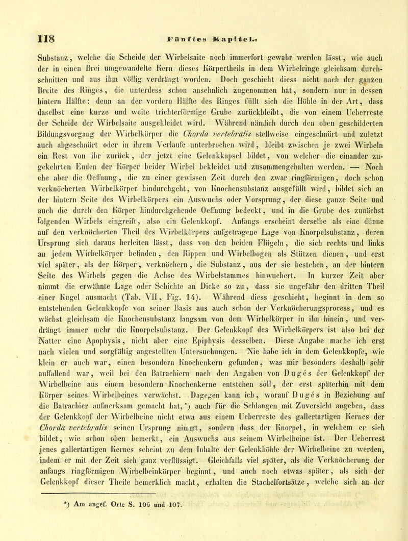 Substanz, welche die Scheide der Wirbelsaite noch immerfort gewahr werden lässt, wie auch der in einen Brei umgewandelte Kern dieses KörperLheils in dem Wirbelringe gleichsam durch- schnitten und aus ihm völlig verdrängt worden. Doch geschieht diess nicht nach der ganzen Breite des Ringes, die unterdess schon ansehnlich zugenommen hat, sondern nur in dessen hintern Hälfte: denn an der vordem Hälfte des Ringes füllt sich die Höhle in der Art, dass daselbst eine kurze und weite trichterförmige Grube zurückbleibt, die von einem Uebcrreste der Scheide der Wirbelsaite ausgekleidet wird. Während nämlich durch den oben geschilderten Bildungsvorgang der Wirbelkörper die Chorda vertebralis stellweise eingeschnürt und zuletzt auch abgeschnürt oder in ihrem Verlaufe unterbrochen wird, bleibt zwischen je zwei Wirbeln ein Rest von ihr zurück, der jetzt eine Gelenkkapsel bildet, von welcher die einander zu- gekehrten Enden der Körper beider Wirbel bekleidet und zusammengehalten werden. — Noch ehe aber die Oeffnung, die zu einer gewissen Zeit durch den zwar ringförmigen, doch schon verknöcherten Wirbelkörper hindurchgeht, von Knochensubstanz ausgefüllt wird, bildet sich an der hintern Seite des Wirbelkörpers ein Auswuchs oder Vorsprung, der diese ganze Seite und auch die durch den Köj'per hindurchgehende Oeffnung bedeckt, und in die Grube des zunächst folgenden Wirbels eingreift;, also ein Gelenkkopf. Anfangs erscheint derselbe als eine dünne auf den verknöcherten Theil des Wirbelkörpers aufgetragene Lage von Knorpelsubstanz, deren Ursprung sich daraus herleiten lässt, dass von den beiden Flügeln, die sich rechts und links an jedem Wirbelkörper befinden , den Rippen und Wirbelbogen als Stützen dienen, und erst viel später, als der Körper, verknöchern , die Substanz, aus der sie bestehen, an der hintern Seite des Wirbels gegen die Achse des Wirbelstammcs hinwuchert. In kurzer Zeit aber nimmt die erwähnte Läge oder Schichte an Dicke so zu, dass sie ungefähr den dritten Theil einer Kugel ausmacht (Tab. VH, Fig. 14). Während diess geschieht, beginnt in dem so entstehenden Gelenkkopfc von seiner Basis aus auch schon der Verknöcherungsprocess, und es wächst gleichsam die Knochensubstanz langsam von dem Wirbelkörper in ihn hinein, und ver- drängt immer mehr die Knorpelsubsianz. Der Gelenkkopf des Wirbelkörpers ist also bei der Natter eine Apophysis, nicht aber eine Epiphysis desselben. Diese Angabe mache ich erst nach vielen und sorgfältig angestellten Untersuchungen. Nie habe ich in dem Gelenkkopfe, wie klein er auch war, einen besondern Knochenkern gefunden, was mir besonders deshalb sehr auflallend war, weil bei den Batrachiern nach den Angaben von Duges der Gelenkkopf der Wirbelbeine aus einem besondern Knochenkerne entstehen soll, der erst späterhin mit dem Körper seines Wirbelbeines verwächst. Dagegen kann ich, worauf Duges in Beziehung auf die Batrachier aufmerksam gemacht hat, *) auch für die Schlangen mit Zuversicht angeben, dass der Gelenkkopf der Wirbelbeine nicht etwa aus einem Ueberreste des gallertartigen Kernes der Chorda vertebralis seinen Ursprung nimmt, sondern dass der Knorpel, in welchem er sich bildet, wie schon oben bemerkt, ein Auswuchs aus seinem Wirbelbeine ist. Der Ueberrest jenes gallertartigen Kernes scheint zu dem Inhalte der Gelenkhöhle der Wirbelbeine zu werden, indem er mit der Zeit sich ganz verflüssigt. Gleichfalls viel später, als die Verknöcherung der anfangs ringförmigen iWirbelbeinkörper beginnt, und auch noch etwas später, als sich der Gelenkkopf dieser Theile bemerklich macht, erhalten die Stachelfortsätzc, welche sich an der *) Am augef. Orte S. 106 und 107.