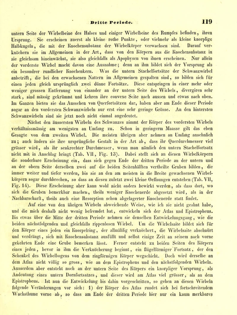 untern Seite der Wirbelbeine des Halses und einiger Wirbclbcine des Rumpfes befinden, ihren Ursprung'. Sie erscheinen zuerst als kleine rolhe Punkte, oder vielmehr als kleine knorplige Halbkugeln, die mit der Knochensubstanz der Wirbelkörpcr verwachsen sind. Darauf ver- knöchern sie im Allgemeinen in der Art, dass von den Körpern aus die Knochensubstanz in sie gleichsam hineinwächst, sie also gleichfalls als Apophysen von ihnen erscheinen. Nur allein der vorderste Wirbel macht davon eine Ausnahme; denn an ihm bildet sich der Vorsprung als ein besondrer rundlicher Knochenkern. Was die untern Stachelfortsätze der Schwanzwirbel anbetrifft, die hei den erwachsenen Nattern im Allgemeinen gespalten sind, so bilden sich für einen jeden gleich ursprünglich zwei dünne Fortsätze. Diese entspringen in einer mehr oder weniger grossen Entfernung von einander an der untern Seite des Wiibels, divergiren sehr stark, sind massig gekrümmt und kehren ihre convexe Seite nach aussen und etwas nach oben. Im Ganzen bieten sie das Aussehen von Querfortsätzen dar, haben aber am Ende dieser Periode sogar an den vordersten Schwanzwirbcln nur erst eine sehr geringe Grösse. An den hintersten Schwanzwirbeln sind sie jetzt noch nicht einmal angedeutet. Nächst den äussersten Wirbeln des Schwanzes nimmt der Körper des vordersten Wirbels verhältnissmässig am wenigsten an Umfang zu. Schon in geringerm Maasse gilt das eben Gesagte von dem zweiten Wirbel. Die meisten übrigen aber nehmen an Umfang ansehnlich zu; auch ändern sie ihre ursprüngliche Gestalt in der Art ab, dass ihr Querdurcbmesser viel grösser wird, als ihr senkrechter Durchmesser, wenn man nämlich den untern Stachelfortsatz nicht mit in Anschlag bringt (Tab. VH, Fig. 13). Dabei stellt sich an diesen Wirbelkörpern die sonderbare Erscheinung ein, dass sich gegen Ende der dritten Periode an der untern und an der obern Seite derselben zwei auf die beiden Seitenhälften vertheilte Gruben bilden, die immer weiter und tiefer werden, bis sie an den am meisten in die Breite gewachsenen Wirbel- körpern sogar durchbrechen, so dass an diesen zuletzt zwei kleine Oeffnungen entstehen (Tab. VH, Fig. 14). Diese Erscheinung aber kann wohl nicht anders bevAirkt werden, als dass dort, wo sich die Gruben bemerkbar machen, tbeils weniger Knochenerde abgesetzt wird, als in der Nachbarscbarft, tbeils auch eine Resorption schon abgelagerter Knochenerde statt findet. Auf eine von den übrigen Wirbeln abweichende Weise, wie ich sie nicht geahnt habe, und die mich deshalb nicht wenig befremdet bat, entwickeln sich der Atlas und Epistropheus. Bis etwas über die Mitte der dritten Periode nehmen sie denselben Entwickelungsgang, wie die beiden nächstfolgenden und gleichfalls rippcnlosen Wirbel. Um die Wirbelsaite bildet sich für den Körper eines jeden ein Knorpelring, der allmählig verknöchert, die Wir])elsaite abschnürt und verdrängt, sich mit Knochensubstanz ausfüllt und selbst einige Zeit an seinem nach vorne gekehrten Ende eine Grube bemerken lässt. Ferner entsteht zu beiden Seiten des Körpers eines jeden, bevor in ihm die Verknöcherung beginnt, ein flügeiförmiger Fortsatz, der den Schenkel des Wirbelbogens von dem ringförmigen Körper wegschiebt. Doch wird derselbe an dem Atlas nicht völlig so gross, wie an dem Epistropheus und den nächstfolgenden Wirbeln. Ausserdem aber entsteht noch an der untern Seite des Körpers ein knorpliger Vorsprung, alg Andeutung eines untern Dornfortsatzes, und dieser wird am Atlas viel grösser, als an dem Epistropheus. Ist nun die Entwickelung bis dahin vorgeschritten, so gehen an diesen Wirbeln folgende Veränderungen vor sich: 1) der Körper des Atlas rundet sich bei fortschreitendem Wacbsthume vorne ab, so dass am Ende der dritten Periode hier nur ein kaum merkbares