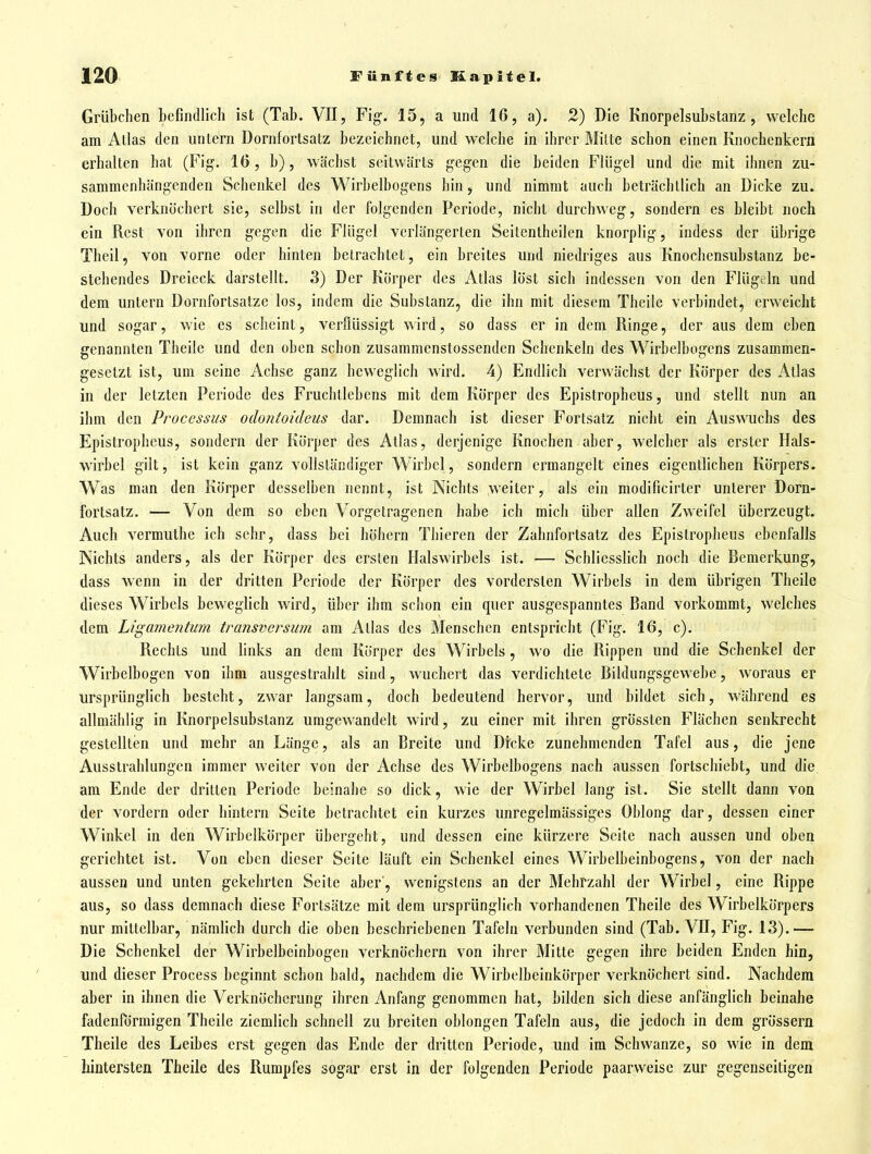 Grübchen befindlich ist (Tab. VII, Fig. 15, a und 16, a). 2) Die Knorpelsubstanz, welche am Alias den untern Dornfortsatz bezeichnet, und welche in ihrer Milte schon einen Knochenkern erhalten hat (Fig. 16, b), wächst seitwärts gegen die beiden Flügel und die mit ihnen zu- sammenhängenden Schenkel des Wirbelbogens hin, und nimmt auch beträchtlich an Dicke zu. Doch verknöchert sie, selbst in der folgenden Periode, nicht durchweg, sondern es bleibt noch ein Rest von ihren gegen die Flügel verlängerten Seitenlheilen knorplig, indess der übrige Theil, von vorne oder hinten betrachtet, ein breites und niedriges aus Knochensubstanz be- stehendes Dreieck darstellt. 3) Der Körper des Atlas löst sich indessen von den Flügeln und dem untern Dornfortsatze los, indem die Substanz, die ihn mit diesem Theile verbindet, erweicht und sogar, wie es scheint, verflüssigt wird, so dass er in dem Ringe, der aus dem eben genannten Theile und den oben schon zusammenstossendcn Schenkeln des Wirbelbogens zusammen- gesetzt ist, um seine Achse ganz beweglich wird. 4) Endlich verwächst der Körper des Atlas in der letzten Periode des Fruchtlebens mit dem Körper des Epistropheus, und stellt nun an ihm den Processus odontoideus dar. Demnach ist dieser Fortsatz nicht ein Auswuchs des Epistropheus, sondern der Körper des Atlas, derjenige Knochen aber, welcher als erster Hals- wirbel gilt, ist kein ganz vollständiger Wirbel, sondern crmangelt eines eigentlichen Körpers. Was man den Körper desselben nennt, ist Nichts weiter, als ein modificirter unterer Dorn- fortsatz. — Von dem so eben Vorgetragenen habe ich mich über allen Zweifel überzeugt. Auch vermuthe ich sehr, dass bei höhern Thieren der Zahnfortsatz des Epistropheus ebenfalls Nichts anders, als der Körper des ersten Halswirbels ist. — Schliesslich noch die Bemerkung, dass wenn in der dritten Periode der Körper des vordersten Wirbels in dem übrigen Theile dieses Wirbels beweglich wird, über ihm schon ein quer ausgespanntes Band vorkommt, welches dem Ligamentum transversum am Atlas des Menschen entspricht (Fig. 16, c). Rechts und links an dem Körper des Wirbels, wo die Rippen und die Schenkel der Wirbelbogen von ihm ausgestrahlt sind, wuchert das verdichtete Bildungsgewebe, woraus er ursprünglich besteht, zwar langsam, doch bedeutend hervor, und bildet sich, während es allmählig in Knorpelsubstanz umgewandelt wird, zu einer mit ihren grössten Flächen senkrecht gestellten und mehr an Länge, als an Breite und Dicke zunehmenden Tafel aus, die jene Ausstrahlungen immer weiter von der Achse des Wirbelbogens nach aussen fortschiebt, und die am Ende der dritten Periode beinahe so dick, Avie der Wirbel lang ist. Sie stellt dann von der vordem oder hintern Seite betrachtet ein kurzes unregelmässiges Oblong dar, dessen einer Winkel in den Wirbelkörper übergeht, und dessen eine kürzere Seite nach aussen und oben gerichtet ist. Von eben dieser Seite läuft ein Schenkel eines Wirbelbeinbogens, von der nach aussen und unten gekehrten Seite aber', wenigstens an der Mehrzahl der Wirbel, eine Rippe aus, so dass demnach diese Fortsätze mit dem ursprünglich vorhandenen Theile des Wirbelkörpers nur mittelbar, nämlich durch die oben beschriebenen Tafeln verbunden sind (Tab. VH, Fig. 13).— Die Schenkel der Wirbelbcinbogen verknöchern von ihrer Mitte gegen ihre beiden Enden hin, und dieser Process beginnt schon bald, nachdem die Wirbelbeinkörper verknöchert sind. Nachdem aber in ihnen die Verknöcherung ihren Anfang genommen hat, bilden sich diese anfänglich beinahe fadenförmigen Theile ziemlich schnell zu breiten oblongen Tafeln aus, die jedoch in dem grössern Theile des Leibes erst gegen das Ende der dritten Periode, und im Schwänze, so wie in dem hintersten Theile des Rumpfes sogar erst in der folgenden Periode paarweise zur gegenseitigen