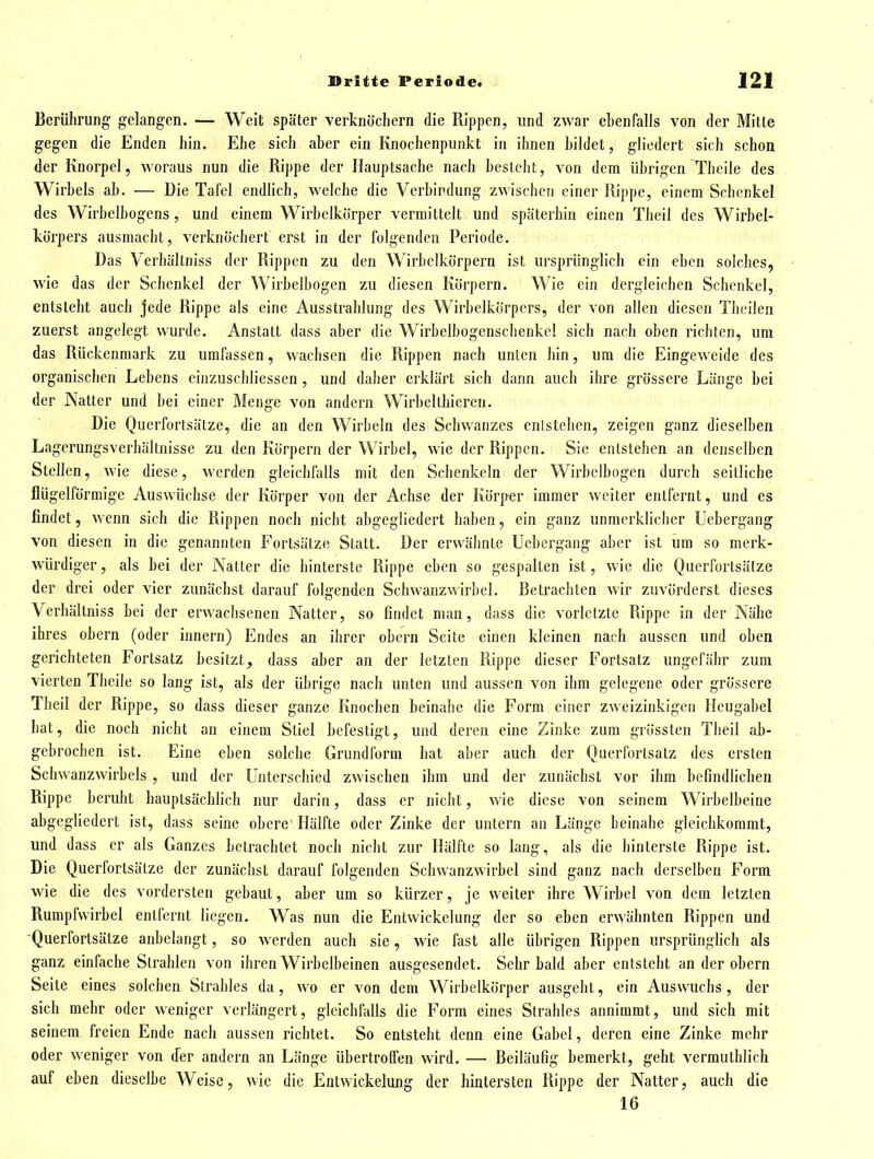 Berührung gelangen. — Weit später verknöchern die Rippen, und zwar ebenfalls von der Mitte gegen die Enden hin. Ehe sich aber ein Knochenpunkt in ihnen bildet, gliedert sich schon der Knorpel, woraus nun die Rippe der Hauptsache nach besteht, von dem übrigen TTheile des Wirbels ab. — Die Tafel endlich, welche die Verbindung zwischen einer Rippe, einem Schenkel des Wirbelbogcns , und einem Wirbelkörper vermittelt und späterhin einen Theil des Wirbei- körpers ausmacht, verknöchert erst in der folgenden Periode. Das Verhällniss der Rippen zu den Wirbelkörpern ist ursprünglich ein eben solches, wie das der Schenkel der Wirbelbogen zu diesen Körpern. Wie ein dergleichen Schenkel, entsteht auch jede Rippe als eine Ausstrahlung des Wirbelkörpers, der von allen diesen Theilen zuerst angelegt wurde. Anstatt dass aber die Wirbelbogenschenkel sich nach oben richten, um das Rückenmark zu umfassen, wachsen die Rippen nach unten hin, um die Eingeweide des organischen Lebens einzuschliesscn , und daher erklärt sich dann auch ihre grössere Länge bei der Natter und bei einer Menge von andern Wirbelthicren. Die Querfortsätze, die an den Wirbeln des Schwanzes entstehen, zeigen ganz dieselben Lagcrungsverhältnisse zu den Körpern der Wirbel, wie der Rippen. Sie entstehen an denselben Stellen, Avie diese, werden gleichfalls mit den Schenkeln der Wirbclbogcn durch seitliche flügeiförmige Auswüchse der Körper von der Achse der Körper immer weiter entfernt, und es findet, wenn sich die Rippen noch nicht abgegliedert haben, ein ganz unmerklicher Uebergang von diesen in die genannten Fortsätze Statt. Der erwähnte Uebergang aber ist um so merk- würdiger, als bei der A^atter die hinterste Rippe eben so gespalten ist, wie die Querfortsälze der drei oder vier zunächst darauf folgenden Schwanzwirbel. Betrachten wir zuvörderst dieses Verhältniss bei der erwachsenen Natter, so findet man, dass die vorletzte Rippe in der Nähe ihres obern (oder innern) Endes an ihrer obcrn Seite einen kleinen nach aussen und oben gerichteten Fortsatz besitzt^ dass aber an der letzten Rippe dieser Fortsatz ungefähr zum vierten Theile so lang ist, als der übrige nach unten und aussen von ihm gelegene oder grossere Theil der Rippe, so dass dieser ganze Knochen beinahe die Form einer zweizinkigen Heugabel hat, die noch nicht an einem Stiel befestigt, und deren eine Zinke zum grössten Theil ab- gebrochen ist. Eine eben solche Grundform hat aber auch der Querfortsalz des ersten Schwanzwirbels , und der Unterschied zwischen ihm und der zunächst vor ihm befindlichen Rippe beruht hauptsächlich nur darin, dass er nicht, wie diese von seinem Wirbelbeine abgegliedert ist, dass seine obere Hälfte oder Zinke der untern an Länge beinahe gleichkommt, und dass er als Ganzes betrachtet noch nicht zur Hälfte so lang, als die hinterste Rippe ist. Die Querfortsätzc der zunächst darauf folgenden Schwanzwirbel sind ganz nach derselben Form wie die des vordersten gebaut, aber um so kürzer, je weiter ihre Wirbel von dem letzten Rumpfvvirbel entfernt liegen. Was nun die Entwickelung der so eben erwähnten Rippen und ■Querfortsälze anbelangt, so werden auch sie, wie fast alle übrigen Rippen ursprünglich als ganz einfache Strahlen von ihren Wirbelbeinen ausgesendet. Sehr bald aber entsteht an der obern Seite eines solchen Strahles da, wo er von dem Wirbelkörper ausgehl, ein Auswuchs, der sich mehr oder weniger verlängert, gleichMIs die Form eines Strahles annimmt, und sich mit seinem freien Ende nach aussen richtet. So entsteht denn eine Gabel, deren eine Zinke mehr oder weniger von der andern an Länge übertroffen wird. — Beiläufig bemerkt, geht vermulhlich auf eben dieselbe Weise, wie die Entwickelung der hintersten Rippe der Natter, auch die 16