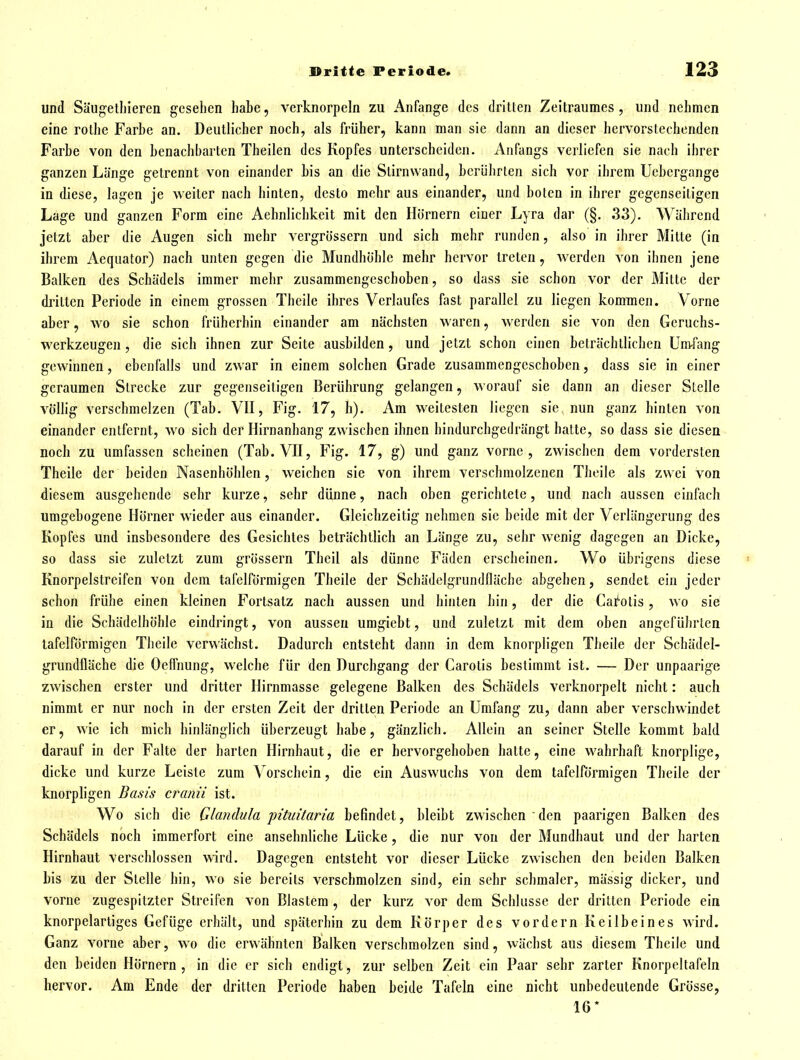 und Säugelhleren gesehen habe, verknorpeln zu Anfange des dritten Zeitraumes , und nehmen eine rolhe Farbe an. Deutlicher noch, als früher, kann man sie dann an dieser hervorstechenden Farbe von den benachbarten Theilen des Kopfes unterscheiden. Anfangs verliefen sie nach ihrer ganzen Länge getrennt von einander bis an die Stirnwand, bcrührlen sich vor ihrem Uebergange in diese, lagen je weiter nach hinten, desto mehr aus einander, und boten in ihrer gegenseitigen Lage und ganzen Form eine Aehnlichkeit mit den Hörnern einer Lyra dar (§. 33). Während jetzt aber die Augen sich mehr vergrössern und sich mehr runden, also in ihrer Milte (in ihrem Aequator) nach unten gegen die Mundhöhle mehr hervor treten, werden von ihnen jene Balken des Schädels immer mehr zusammengeschoben, so dass sie schon vor der Mitte der dritten Periode in einem grossen Thcile ihres Verlaufes fast parallel zu liegen kommen. Vorne aber, wo sie schon früherhin einander am nächsten waren, werden sie von den Geruchs- werkzeugen , die sich ihnen zur Seite ausbilden, und jetzt schon einen beträchtlichen Umfang gewinnen, ebenfalls und zwar in einem solchen Grade zusammengeschoben, dass sie in einer geraumen Strecke zur gegenseitigen Berührung gelangen, worauf sie dann an dieser Stelle völlig verschmelzen (Tab. VII, Fig. 17, h). Am weitesten liegen sie nun ganz hinten von einander entfernt, wo sich der Hirnanhang zwischen ihnen hindurchgedrängt hatte, so dass sie diesen noch zu umfassen scheinen (Tab. VII, Fig. 17, g) und ganz vorne, zwischen dem vordersten Theile der beiden Nasenhöhlen, weichen sie von ihrem verschmolzenen Thcile als zwei von diesem ausgehende sehr kurze, sehr dünne, nach oben gerichtete, und nach aussen einfach umgebogene Hörner wieder aus einander. Gleichzeitig nehmen sie beide mit der Verlängerung des Kopfes und insbesondere des Gesichtes beträchtlich an Länge zu, sehr wenig dagegen an Dicke, so dass sie zuletzt zum grössern Theil als dünne Fäden erscheinen. Wo übrigens diese ' Knorpelstreifen von dem tafelförmigen Theile der Scbädelgrundfläche abgehen, sendet ein jeder schon frühe einen kleinen Fortsalz nach aussen und hinten hin, der die Cai'otis, wo sie in die Schädelhöhle eindringt, von aussen umgiebl, und zuletzt mit dem oben angcfUlirlcn tafelförmigen Theile verwächst. Dadurch entsteht dann in dem knorpligen Theile der Scbädel- grundfläche die Oeflnung, welche für den Durchgang der Carotis bestimmt ist. — Der unpaarige zwischen erster und dritter Hirnmasse gelegene Balken des Schädels verknorpelt nicht: auch nimmt er nur noch in der ersten Zeit der dritten Periode an Umfang zu, dann aber verschwindet er, wie ich mich hinlänglich überzeugt habe, gänzlich. Allein an seiner Stelle kommt bald darauf in der Falte der harten Hirnhaut, die er hervorgehoben hatte, eine wahrhaft knorplige, dicke und kurze Leiste zum Vorschein, die ein Auswuchs von dem tafelförmigen Theile der knorpligen Basis cranii ist. Wo sich die Glandula pituitaria befindet, bleibt zwischen den paarigen Balken des Schädels noch immerfort eine ansehnliche Lücke, die nur von der Mundhaut und der harten Hirnhaut verschlossen wird. Dagegen entsteht vor dieser Lücke zwischen den beiden Balken bis zu der Stelle hin, wo sie bereits verschmolzen sind, ein sehr schmaler, mässig dicker, und vorne zugespitzter Streifen von Blastem , der kurz vor dem Schlüsse der dritten Periode ein knorpelartiges Gefüge erhält, und späterhin zu dem Körper des vordem Keilbeines wird. Ganz vorne aber, wo die erwähnten Balken verschmolzen sind, wächst aus diesem Theile und den beiden Hörnern , in die er sich endigt, zur selben Zeil ein Paar sehr zarter Knorpeltafeln hervor. Am Ende der dritten Periode haben beide Tafeln eine nicht unbedeutende Grösse, 16*