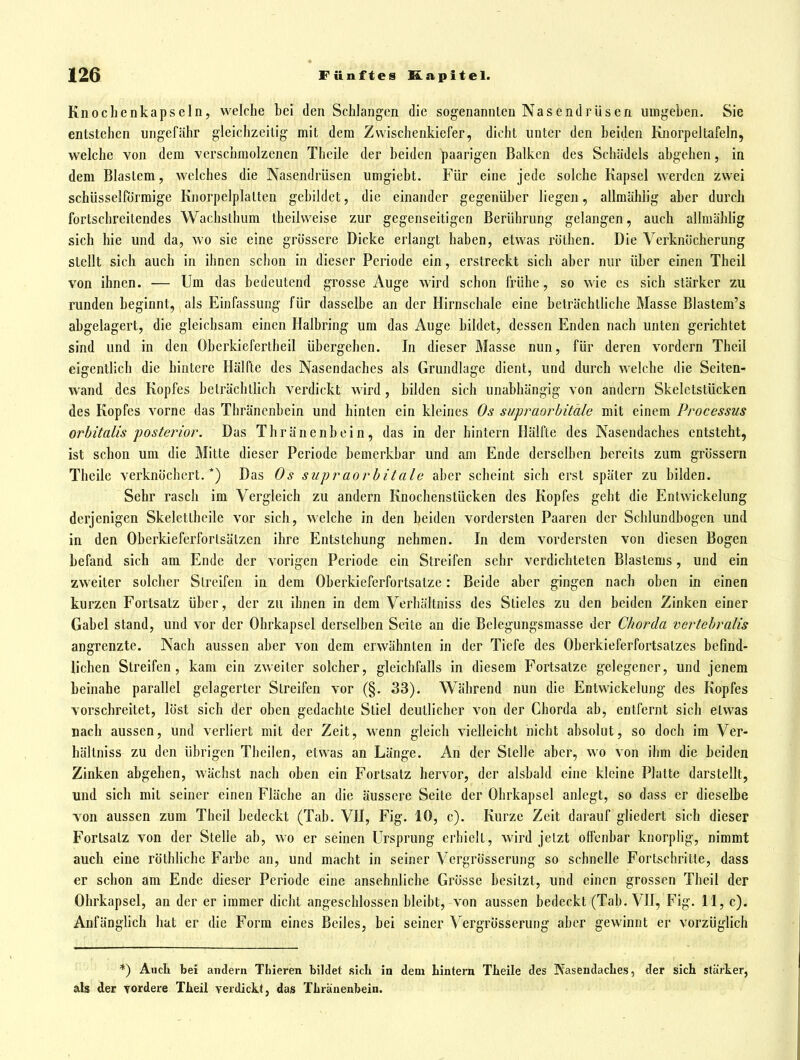 Knoclienkapseln, welche bei den Schlangen die sogenannten Nasendrüsen umgeben. Sie entstehen ungefähr gleichzeitig mit dem Zvvischenkiefer, dicht unter den beiden Knorpeltafeln, welche von dem verschmolzenen Theile der beiden paarigen Balken des Schädels abgehen, in dem Blastem, welches die Nasendrüsen umgiebt. Für eine jede solche Kapsel werden zwei schüsseiförmige Knorpelplatten gebildet, die einander gegenüber liegen, allmählig aber durch fortschreitendes Wachsthum theihveise zur gegenseitigen Berührung gelangen, auch allmählig sich hie und da, wo sie eine grössere Dicke erlangt haben, etwas röthen. Die Verknöcherung stellt sich auch in ihnen schon in dieser Periode ein, erstreckt sich aber nur über einen Theil von ihnen. — Um das bedeutend grosse Auge wird schon frühe, so wie es sich stärker zu runden beginnt, als Einfassung für dasselbe an der Hirnschale eine beträchtliche Masse Blastem's abgelagert, die gleichsam einen Halbring um das Auge bildet, dessen Enden nach unten gerichtet sind und in den Obcrkiefertheil übergehen. In dieser Masse nun, für deren vordem Theil eigentlich die hintere Hälfte des Nasendaches als Grundlage dient, und durch welche die Seiten- wand des Kopfes beträchtlich verdickt wird, bilden sich unabhängig von andern Skeletstücken des Kopfes vorne das Thräncnbein und hinten ein kleines Os siipraorhitäle mit einem Processus orbitalis posterior. Das Thränenbein, das in der hintern Hälfte des Nasendaches entsteht, ist schon um die Mitte dieser Periode bemerkbar und am Ende derselben bereits zum grossem Theile verknöchert.*) Das Os snpraorbitale aber scheint sich erst später zu bilden. Sehr rasch im Vergleich zu andern Knochenstücken des Kopfes geht die Entwickelung derjenigen Skelettheile vor sich, welche in den beiden vordersten Paaren der Schlundbogen und in den Oberkieferfortsätzen ihre Entstehung nehmen. In dem vordersten von diesen Bogen befand sich am Ende der vorigen Periode ein Streifen sehr verdichteten Blastems, und ein zweiter solcher Streifen in dem Oberkieferfortsatze: Beide aber gingen nach oben in einen kurzen Fortsatz über, der zu ihnen in dem Verhältniss des Stieles zu den beiden Zinken einer Gabel stand, und vor der Ohrkapsel derselben Seite an die Belegungsmasse der Chorda vertehralis angrenzte. Nach aussen aber von dem erwähnten in der Tiefe des Oberkieferfortsatzes befind- lichen Streifen, kam ein zweiter solcher, gleichfalls in diesem Fortsatze gelegener, und jenem beinahe parallel gelagerter Streifen vor (§. 33). Während nun die Entwickelung des Kopfes vorscbreitet, löst sich der oben gedachte Stiel deutlicher von der Chorda ab, entfernt sich etwas nach aussen, und verliert mit der Zeit, wenn gleich vielleicht nicht absolut, so doch im Ver- hältniss zu den übrigen Theilen, etwas an Länge. An der Stelle aber, wo von ihm die beiden Zinken abgehen, wächst nach oben ein Fortsatz hervor, der alsbald eine kleine Platte darstellt, und sich mit seiner einen Fläche an die äussere Seite der Ohrkapsel anlegt, so dass er dieselbe von aussen zum Theil bedeckt (Tab. VII, Fig. 10, c). Kurze Zeit darauf gliedert sich dieser Fortsatz von der Stelle ab, wo er seinen Ursprung erhielt, wird jetzt offenbar knorplig, nimmt auch eine röthliche Farbe an, und macht in seiner Vergrösserung so schnelle Fortschritte, dass er schon am Ende dieser Periode eine ansehnliche Grösse besitzt, und einen grossen Theil der Ohrkapsel, an der er immer dicht angeschlossen bleibt, von aussen bedeckt (Tab. VII, Fig. 11, c). Anfänglich hat er die Form eines Beiles, bei seiner Vergrösserung aber gewinnt er vorzüglich *) Aucli bei andern TLieren bildet sich in dem hintern Tlieile des NasendacLes, der sich stärker, als der vordere Theil verdickt, das Thränenbein.