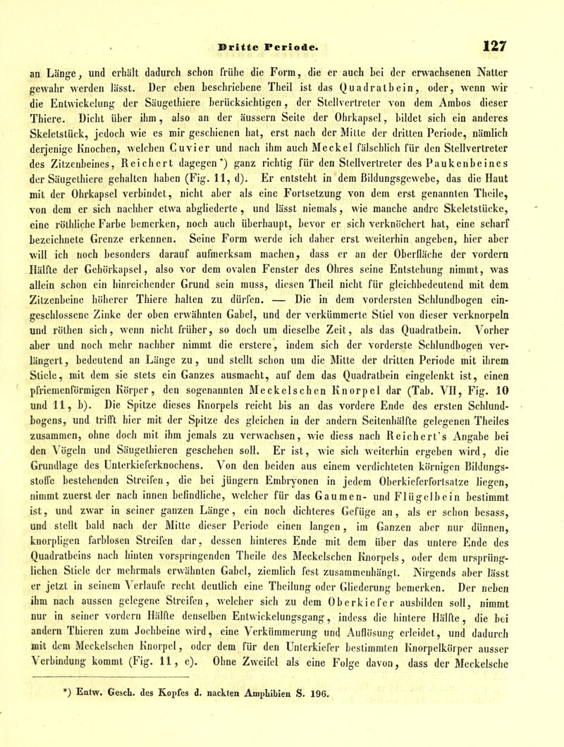 an Länge, und erhält dadurch schon frühe die Form, die er auch hei der erwachsenen Natter gewahr werden lässt. Der ehen heschriebene Theil ist das Quadrathein, oder, wenn wir die Entwickekmg der Säugelhiere herücksichtigen, der Stellvertreter von dem Amhos dieser Thiere. Dicht üher ihm, also an der äussern Seite der Ohrkapsel, bildet sich ein anderes Skeletstück, jedoch wie es mir geschienen hat, erst nach der Milte der dritten Periode, nämlich derjenige Knochen, welchen Cuvicr und nach ihm auch Meckel fälschlich für den Stellvertreter des Zitzenbeines, Reichert dagegen*) ganz richtig für den Stellvertreter des Paukenbeines der Säugelhiere gehalten haben (Fig. 11, d). Er entsteht in dem ßildungsgewebe, das die Haut mit der Ohrkapsel verbindet, nicht aber als eine Fortsetzung von dem erst genannten Thcile, von dem er sich nachher etwa abgliederte , und lässt niemals, wie manche andre Skeletstücke, eine röthliche Farbe bemerken, noch auch überhaupt, bevor er sich verknöchert hat, eine scharf bezeichnete Grenze erkennen. Seine Form werde ich daher erst weiterhin angeben, hier aber will ich noch besonders darauf aufmerksam machen, dass er an der Oberfläche der vordem Hälfte der Gehörkapsel, also vor dem ovalen Fenster des Ohres seine Entstehung nimmt, was allein schon ein hinreichender Grund sein muss, diesen Theil nicht für gleichbedeutend mit dem Zilzenbeine höherer Thiere hallen zu dürfen. — Die in dem vordersten Schlundbogen ein- geschlossene Zinke der oben erwähnten Gabel, und der verkümmerte Stiel von dieser verknorpeln und röthen sich, wenn nicht früher, so doch um dieselbe Zeit, als das Quadratbein. Vorher aber und noch mehr nachher nimmt die erstere, indem sich der vorderste Schlundhogen ver- längert , bedeutend an Länge zu, und stellt schon um die Mitte der dritten Periode mit ihrem Stiele, mit dem sie stets ein Ganzes ausmacht, auf dem das Quadralbein eingelenkt ist, einen pfriemenförmigen Körper, den sogenannten Meckelschen Knorpel dar (Tab. VH, Fig. 10 und 11, b). Die Spitze dieses Knorpels reicht bis an das vordere Ende des ersten Schlund- bogens, und trifft hier mit der Spitze des gleichen in der andern Seilenhälfle gelegenen Theiles zusammen, ohne doch mit ihm jemals zu verwachsen, wie diess nach Reichert's Angabe hei den Vögeln und Säugelhieren geschehen soll. Er ist, wie sich weiterhin ergeben wird, die Grundlage des ünterkieferknochens. Von den beiden aus einem verdichteten körnigen Bildungs- stoffe bestehenden Streifen, die bei jüngern Embryonen in jedem Oberkieferforlsatze liegen, nimmt zuerst der nach innen befindliche, welcher für das Gaumen- und Flügelbein bestimmt ist, und zwar in seiner ganzen Länge, ein noch dichteres Gefüge an, als er schon hesass, und stellt bald nach der Mitte dieser Periode einen langen, im Ganzen aber nur dünnen, knorpligen farblosen Streifen dar, dessen hinleres Ende mit dem über das unlere Ende des Quadratbeins nach hinten vorspringenden Theile des Meckelschen Knorpels, oder dem ursprüng- lichen Stiele der mehrmals erwähnten Gabel, ziemlich fest zusammenhängt. Nirgends aber lässt er jetzt in seinem Verlaufe recht deutlich eine Theilung oder Gliederung bemerken. Der neben ihm nach aussen gelegene Streifen, welcher sich zu dem Oberkiefer ausbilden soll, nimmt nur in seiner vordem Hälfte denselben Entwickelungsgang, indess die hintere Hälfte, die bei andern Thieren zum Jochbeine wird, eine Verkümmerung und Auflösung erleidet, und dadurch mit dem Meckelschen Knorpel, oder dem für den Unterkiefer bestimmten Knorpelkörper ausser Verbindung kommt (Fig. 11, e). Ohne Zweifel als eine Folge davon, dass der Meckelsche *) Entw. GescL. des Kopfes cl. nackten AmpLibien S. 196.