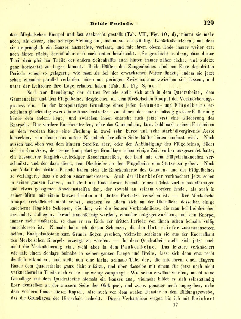 dem Meckelschen Knorpel und fast senkrecht gestellt (Tab. VII, Fig. 10, d), nimmt sie mehr noch, als dieser, eine schräge Stellung an, indem sie das künftige Gehörknöchelchen, mit dem sie ursprünglich ein Ganzes ausmachte, verlässt, und mit ihrem obern Ende immer weiter erst nach hinten rückt, darauf aber sich nach unten herabsenkt. So geschieht es denn, dass dieser Theil dem gleichen Theile der andern Seitenhälfte auch hinten immer näher rückt, und zuletzt ganz horizontal zu liegen kommt. Beide Hälften des Zungenbeines sind am Ende der dritten Periode schon so gelagert, wie man sie bei der erwachsenen Natter findet, indem sie jetzt schon einander parallel verlaufen, einen nur geringen Zwischenraum zwischen sich lassen, und unter der Luftröhre ihre Lage erhalten haben (Tab. II, Fig. 8, a). . , Noch vor Beendigung der dritten Periode stellt sich auch in dem Quadratbeine, dem Gaumenbeine und dem Flügelbeine, desgleichen an dem Meckelschen Knorpel der Verknöcherungs- process ein. In der knorpelartigen Grundlage eines jeden Gaumen- und Flügelbeins er- scheinen gleichzeitig zwei dünne Knochenstreifen, von denen der eine in mässig grosser Entfernung hinter dem andern liegt, und zwischen ihnen entsteht auch jetzt erst eine Gliederung des Knorpels. Der vordere Knochenstreifen, oder das Gaumenbein, lässt bald nach seinem Erscheinen an dem vordem Ende eine Theilung in zwei sehr kurze und sehr stark *divergirende Aeste bemerken, von denen das untere Nasenloch derselben Seitenhälfte hinten umfasst wird. Nach aussen und oben von dem hintern Streifen aber, oder der Ankündigung des Flügelbeines, bildet sich in dem Aste, den seine knorpelartigc Grundlage schon einige Zeit vorher ausgesendet hatte, ein besonderer länglich-dreieckiger Knochenstreifen, der bald mit dem Flügelbeinknochen ver- schmilzt, und der dazu dient, dem Oberkiefer an dem Flügelbeine eine Stütze zu geben. Noch vor Ablauf der dritten Periode haben sich die Knochenkerne des Gaumen- und des Flügelbeines so verlängert, dass sie schon zusammenstossen. Auch der Oberkiefer verknöchert jetzt schon in seiner ganzen Länge, und stellt am Ende dieser Periode einen höchst zarten fadenförmigen und etwas gebogenen Knochenstreifen dar, der sowohl an seinem vordem Ende , als auch in seiner Mitte mit einem kurzen breiten und platten Fortsatze versehen ist. — Der Meckelsohe Knorpel verknöchert nicht selbst, sondern es bilden sich an der Oberfläche desselben einige knöcherne längliche Schienen, die ihm, wie die festern Verbandstücke, die man bei Beinbrüchen anwendet, aufliegen, darauf rinnenförmig werden^ einander entgegenwachsen, und den Knorpel immer mehr umfassen, so dass er am Ende der dritten Periode von ihnen schon beinahe völlig umschlossen ist. Niemals habe ich diesen Schienen, die den Unterkiefer zusammensetzen helfen, Knorpelsubstanz zum Grunde liegen gesehen, vielmehr scheinen sie aus der Knorpelhaut des Meckelschen Knorpels erzeugt zu werden. — In dem Quadralbein stellt sich jetzt noch nicht die Verknöcherung ein, wohl aber in dem Paukenbeine. Das letztere verknöchert wie mit einem Schlage beinahe in seiner ganzen Länge und Breite, lässt sich dann erst recht deutlich erkennen, und stellt nun eine kleine schmale Tafel dar, die mit ihrem einen längern Rande dem Quadratbeine ganz dicht aufsitzt, und über dasselbe mit einem für jetzt noch nicht verknöchernden Theile nach vorne nur wenig vorspringt. Wie schon erwähnt worden, macht seine Grundlage mit dem Quadratbeine niemals ein Ganzes aus, vielmehr bildet es sich selbslständig über demselben an der äussern Seite der Ohrkapsel, und zwar, genauer noch angegeben, nahe dem vordem Rande dieser Kapsel, also auch vor dem ovalen Fenster in dem Bildungsgewebe, das die Grundlagen der Hirnschale bedeckt. Dieser Verhältnisse wegen bin ich mit Reichert 17