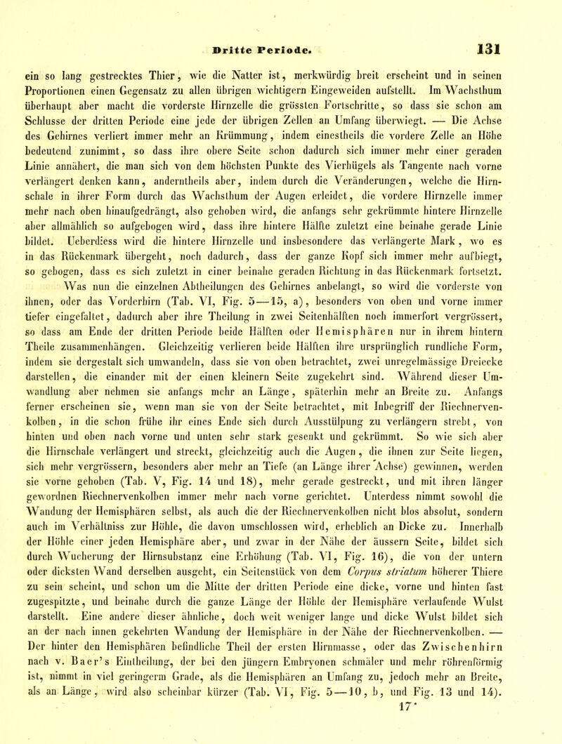 ein so lang gestrecktes Thier, wie die Natter ist, merkwürdig- hreit erscheint und in seinen Proportionen einen Gegensalz zu allen übrigen wichtigern Eingeweiden aufstellt. Im Wachsthum überhaupt aber macht die vorderste Hirnzelle die grössten Fortschritte, so dass sie schon am Schlüsse der dritten Periode eine jede der übrigen Zellen an Umfang überwiegt. — Die Achse des Gehirnes verliert immer mehr an Krümmung, indem eineslheils die vordere Zelle an Höhe bedeutend zunimmt, so dass ihre obere Seite schon dadurch sich immer mehr einer geraden Linie annähert, die man sich von dem höchsten Punkte des Vierhügels als Tangente nach vorne verlängert denken kann, anderntheils aber, indem durch die Veränderungen, welche die Hirn- schale in ihrer Form durch das Wachsthum der Augen erleidet, die vordere Hirnzelle immer mehr nach oben hinaufgedrängt, also gehoben wird, die anfangs sehr gekrümmte hintere Hirnzelle aber allmählich so aufgebogen wird, dass ihre hintere Hälfte zuletzt eine beinahe gerade Linie bildet. Ueberdiess wird die hintere Hirnzelle und insbesondere das verlängerte Mark , wo es in das Rückenmark übergeht, noch dadurch, dass der ganze Kopf sich immer mehr aufbiegt, so gebogen, dass es sich zuletzt in einer beinahe geraden Richtung in das Rückenmark fortsetzt. Was nun die einzelnen Abiheilungen des Gehirnes anbelangt, so wird die vorderste von ihnen, oder das Vorderhirn (Tab. VI, Fig. 5 —15, a), besonders von oben und vorne immer liefer eingefaltet, dadiuxh aber ihre Theilung in zwei Seitenhälften noch immerfort vergrössert, so dass am Ende der dritten Periode beide Hälften oder Hemisphären nur in ihrem hintern Theile zusammenhängen. Gleichzeitig verlieren beide Hälften ihre ursprünglich rundliche Form, indem sie dergestalt sich umwandeln, dass sie von oben betrachlet, zwei unregelmässige Dreiecke darsteüen, die einander mit der einen kleinern Seite zugekehrt sind. Während dieser Um- wandlung aber nehmen sie anfangs mehr an Länge, späterhin mehr an Breite zu. Anfangs ferner erscheinen sie, wenn man sie von der Seite betrachtet, mit Inbegriff der Riechnerven- kolben, in die schon frühe ihr eines Ende sich durch Ausstülpung zu verlängern strebt, von hinten und oben nach vorne und unten sehr stark gesenkt und gekrümrat. So wie sich aber die Hirnschale verlängert und streckt, gleichzeitig auch die Augen , die ihnen zur Seite liegen, sich mehr vergrössern, besonders aber mehr an Tiefe (an Länge ihrer Achse) gewinnen, werden sie vorne gehoben (Tab. V, Fig. 14 und 18), mehr gerade gestreckt, und mit ihren länger gewordnen Riechnervenkolhen immer mehr nach vorne gerichtet. Unterdess nimmt sowohl die Wandung der Hemisphären selbst, als auch die der Riechnervenkolben nicht blos absolut, sondern auch im Verhältniss zur Höhle, die davon umschlossen wird, erheblich an Dicke zu. Innerhalb der Höhle einer jeden Hemisphäre aber, und zwar in der Nähe der äussern Seite, bildet sich durch Wucherung der Hirnsubstanz eine Erhöhung (Tab. VI, Fig. 16), die von der untern oder dicksten Wand derselben ausgeht, ein Seitenstück von dem Corpiis striatum höherer Thiere zu sein scheint, und schon um die Mitte der dritten Periode eine dicke, vorne und hinten fast zugespitzte, und beinahe durch die ganze Länge der Höhle der Hemisphäre verlaufende Wulst darstellt. Eine andere dieser ähnliche, doch weit weniger lange und dicke Wulst bildet sich an der nach innen gekehrten Wandung der Hemisphäre in der Nähe der Riechnervenkolben. — Der hinter den Hemisphären befindliche Thcil der ersten Hirnmasse, oder das Zwischenhirn nach V. Baer's Einlheilung, der bei den jüngern Embryonen schmäler und mehr röhrenförmig ist, nimmt in viel geringem] Grade, als die Hemisphären an Umfang zu, jedoch mehr an Breite, als an Länge, wird also scheinbar kürzer (Tab. VI, Fig. 5 —10, b, und Fig. 13 und 14). 17*