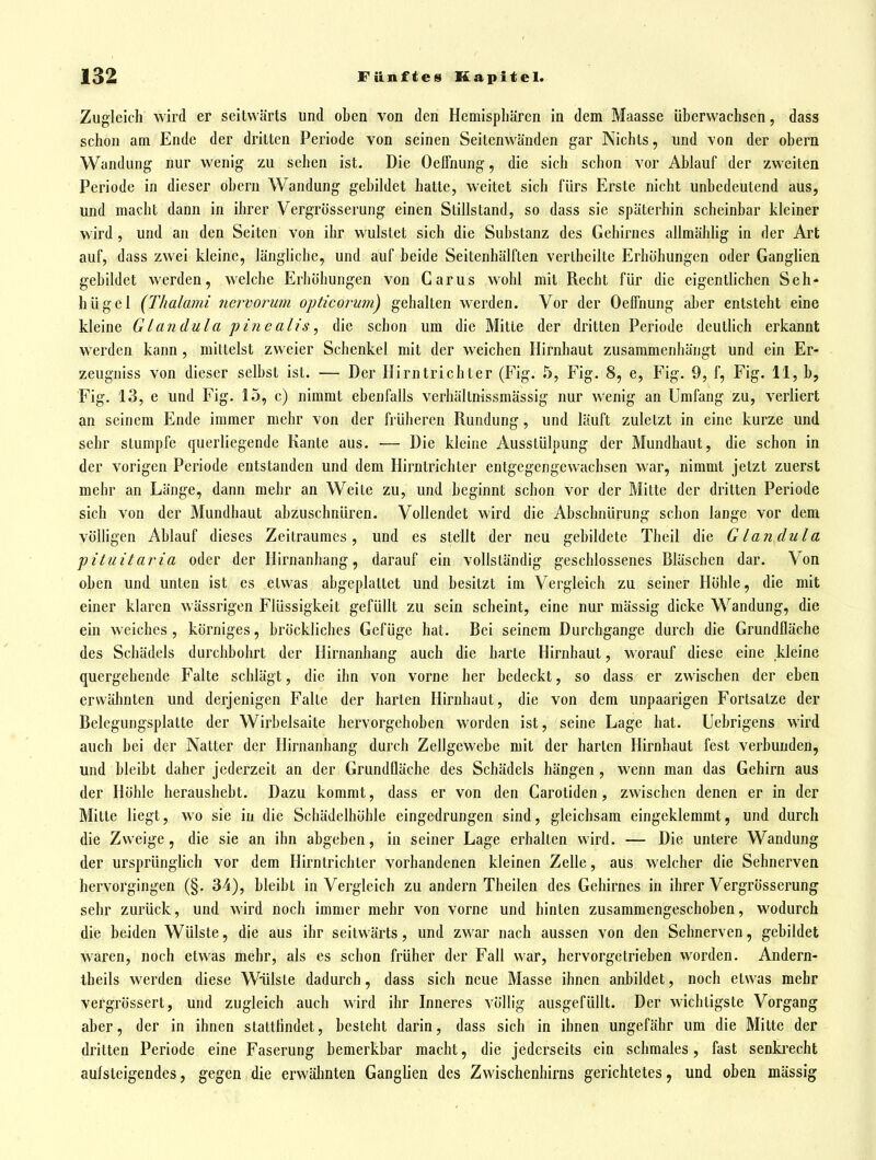 Zugleich wird er seitwärts und oben von den Hemisphären in dem Maasse überwachsen, dass schon am Ende der dritten Periode von seinen Seitenwänden gar Nichts, und von der obern Wandung nur wenig zu sehen ist. Die Oeffnung, die sich schon vor Ablauf der zweiten Periode in dieser obern Wandung gebildet hatte, weitet sich fürs Erste nicht unbedeutend aus, und macht dann in ihrer Vergrösserung einen Stillstand, so dass sie späterhin scheinbar kleiner wird, und an den Seiten von ihr wulstet sich die Substanz des Gehirnes allmählig in der Art auf, dass zwei kleine, längliche, und auf beide Seitenhälften verlheilte Erhöhungen oder Ganglien gebildet werden, welche Erhöhungen von Carus wohl mit Recht für die eigentlichen Seh* hügel (Thalami ncrvorum opticorwn) gehalten werden. Vor der Oeffnung aber entsteht eine kleine Glandula pi7ieab's, die schon um die Mitte der dritten Periode deutlich erkannt werden kann, mittelst zweier Schenkel mit der weichen Hirnhaut zusammenhängt und ein Er- zeugniss von dieser selbst ist. — Der Hirn tri cht er (Fig. 5, Fig. 8, e, Fig. 9, f, Fig. 11, b, Fig. 13, e und Fig. 15, c) nimmt ebenfalls verhältnissmässig nur wenig an Umfang zu, verliert an seinem Ende immer mehr von der früheren Rundung, und läuft zuletzt in eine kurze und sehr stumpfe querliegende Kante aus. — Die kleine Ausstülpung der Mundhaut, die schon in der vorigen Periode entstanden und dem Hirntrichter entgegengewachsen war, nimmt jetzt zuerst mehr an Länge, dann mehr an Weile zu, und beginnt schon vor der Milte der dritten Periode sich von der Mundhaut abzuschnüren. Vollendet wird die Abschnürung schon lange vor dem völhgen Ablauf dieses Zeilraumes, und es stellt der neu gebildete Theil die G landula ■pituitaria oder der Hirnanhang, darauf ein vollständig geschlossenes Rläschen dar. Von oben und unten ist es etwas abgeplattet und besitzt im Vergleich zu seiner Höhle, die mit einer klaren wässrigen Flüssigkeit gefüllt zu sein scheint, eine nur mässig dicke Wandung, die ein weiches, körniges, bröckliches Gefüge hat. Bei seinem Durchgange durch die Grundfläche des Schädels durchbohrt der Hirnanhang auch die harte Hirnhaut, worauf diese eine kleine quergehende Falte schlägt, die ihn von vorne her bedeckt, so dass er zwischen der eben erwähnten und derjenigen Falle der harten Hirnhaut, die von dem unpaarigen Fortsatze der Belegungsplatte der Wirbelsaite hervorgehoben worden ist, seine Lage hat. Uebrigens wird auch bei der Natter der Hirnanhang durch Zellgewebe mit der harten Hirnhaut fest verbunden, und bleibt daher jederzeit an der Grundfläche des Schädels hängen , wenn man das Gehirn aus der Höhle heraushebt. Dazu kommt, dass er von den Carotiden, zwischen denen er in der Mitte liegt, wo sie in die Schädelhöhle eingedrungen sind, gleichsam eingeklemmt, und durch die Zweige, die sie an ihn abgeben, in seiner Lage erhallen wird. — Die unlere Wandung der ursprüngUch vor dem Hirntrichter vorhandenen kleinen Zelle, aus welcher die Sehnerven hervorgingen (§. 34), bleibt in Vergleich zu andern Theilen des Gehirnes in ihrer Vergrösserung sehr zurück, und wird noch immer mehr von vorne und hinten zusammengeschoben, wodurch die beiden Wülste, die aus ihr seitwärts, und zwar nach aussen von den Sehnerven, gebildet waren, noch etwas mehr, als es schon früher der Fall war, hervorgetrieben worden. Andern- tbeils werden diese Wiilsle dadurch, dass sich neue Masse ihnen anbildet, noch etwas mehr vergrössert, und zugleich auch wird ihr Inneres völlig ausgefüllt. Der wichtigste Vorgang aber, der in ihnen stallfindet, besteht darin, dass sich in ihnen ungefähr um die Mitte der dritten Periode eine Faserung bemerkbar macht, die jederseits ein schmales, fast senki'echt aufsteigendes, gegen die erwähnten Ganglien des Zwischenhirns gerichtetes, und oben mässig