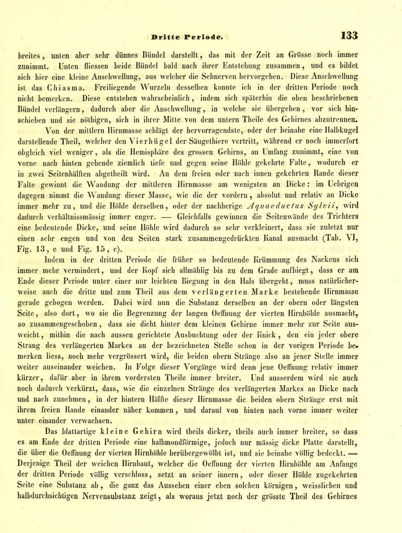 breites, unten aber sehr dünnes Bündel darstellt, das mit der Zeit an Grösse noch immer zunimmt. Unten fliessen beide Bündel bald nach ihrer Entstehung zusammen, und es bildet sich hier eine kleine Anschwellung, aus welcher die Sehnerven hervorgehen. Diese Anschwellung ist das Chiasma. Freiliegende Wurzeln desselben konnte ich in der dritten Periode noch nicht bemerken. Diese entstehen wahrscheinlich , indem sich späterhin die oben beschriebenen Bündel verlängern, dadurch aber die Anschwellung, in welche sie übergehen, vor sich hin- schieben und sie nölhigen, sich in ihrer Mitle von dem untern Theile des Gehirnes abzutrennen. Von der mittlem Hirnmasse schlägt der hervorragendste, oder der beinahe eine Halbkugel darstellende Theil, welcher den Vierhügel der Säugethiere vertritt, während er noch immerfort obgleich viel weniger, als die Hemisphäre des grossen Gehirns, an Umfang zunimmt, eine von vorne nach hinten gehende ziemlich liefe und gegen seine Höhle gekehrte Falte, wodurch er in zwei Seitenhälften abgetheilt wird. An dem freien oder nach innen gekehrten Rande dieser Falte gewinnt die Wandung der mittleren Hirnmasse am wenigsten an Dicke: im Uebrigen dagegen nimmt die Wandung dieser Masse, wie die der vordem, absolut und relativ an Dicke immer mehr zu, und die Höhle derselben, oder der nachherige Aquaeductus Sijlvii, wird dadurch verhältnissmässig immer enger. — Gleichfalls gewinnen die Seitenwände des Trichters eine bedeutende Dicke, und seine Höhle wird dadurch so sehr verkleinert, dass sie zuletzt nur einen sehr engen und von den Seiten stark zusammengedrückten Kanal ausmacht (Tab. VI, Fig. 13, e und Fig. 15, c). Indem in der dritten Periode die früher so bedeutende Krümmung des Nackens sich immer mehr vermindert, und der Kopf sich allmählig bis zu dem Grade aufbiegt, dass er am Ende dieser Periode unter einer nur leichten Biegung in den Hals übergeht, muss natürlicher- weise auch die dritte und zum Tbcil aus dem verlängerten Marke bestehende Hirnmasse gerade gebogen werden. Dabei wird nun die Substanz derselben an der obern oder längsten Seite, also dort, wo sie die Begrenzung der langen Oelfnung der vierten Hirnhöhle ausmacht, so zusammengeschoben, dass sie dicht hinter dem kleinen Gehirne immer mehr zur Seite aus- weicht , mithin die nach aussen gerichtete Ausbuchtung oder der Knick, den ein jeder obere Strang des verlängerten Markes an der bezeichneten Stelle schon in der vorigen Periode be- merken liess, noch mehr vergrössert wird, die beiden obern Stränge also an jener Stelle immer weiter auseinander weichen. In Folge dieser Vorgänge wird denn jene Oelfnung relativ immer kürzer, dafür aber in ihrem vordersten Theile immer breiler. Und ausserdem wird sie auch noch dadurch verkürzt, dass, wie die einzelnen Stränge des verlängerten Markes an Dicke nach und nach zunehmen, in der hintern Hälfte dieser Hirnmasse die beiden obern Stränge erst mit ihrem freien Rande einander näher kommen, und darauf von hinten nach vorne immer weiter unter einander verwachsen. Das blattartige kleine Gehirn wird theils dicker, theils auch immer breiter, so dass es am Ende der dritten Periode eine halbmondförmige, jedoch nur mässig dicke Platte darstellt, die über die Oelfnung der vierten Hirnhöhle herübergewölbt ist, und sie beinahe völlig bedeckt. — Derjenige Theil der weichen Hirnhaut, welcher die OefFiiung der vierten Hirnhöhle am Anfange der dritten Periode völlig verschloss, setzt an seiner Innern, oder dieser Höhle zugekehrten Seite eine Substanz ab , die ganz das Aussehen einer eben solchen körnigen, weisslichen und halbdurchsichtigen Nervensubstanz zeigt, als woraus jetzt noch der grösste Theil des Gehirnes