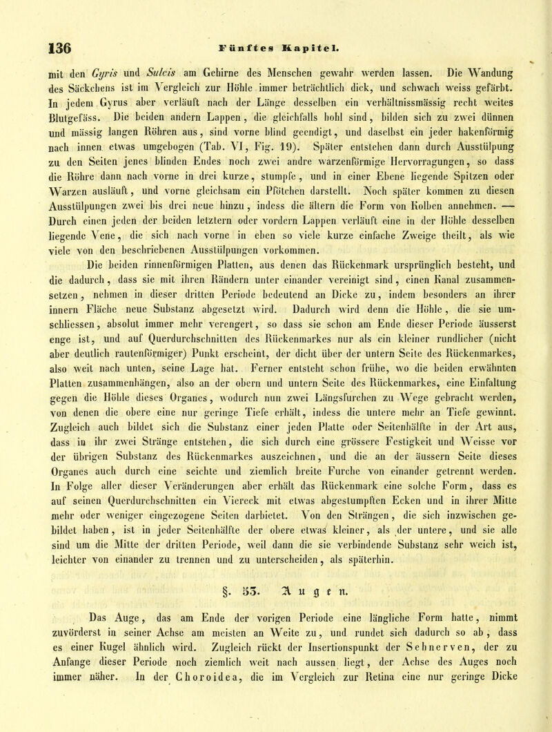 mit den Gyris und Sulcis am Gehirne des Menschen gewahr werden lassen. Die Wandung des Säckchens ist im Vergleich zur Höhle immer heträchtlich dick, und schwach weiss gefärbt. In jedem Gyrus aber verläuft nach der Länge desselben ein verhältnissmässig recht weites Blutgefäss. Die beiden andern Lappen, die gleichfalls hohl sind, bilden sich zu zwei dünnen und mässig langen Röhren aus, sind vorne blind geendigt, und daselbst ein jeder hakenförmig nach innen etwas umgebogen (Tab. VI, Fig. 19). Später entstehen dann durch Ausstülpung zu den Seiten jenes blinden Endes noch zwei andre warzenförmige Hervorragungen, so dass die Röhre dann nach vorne in drei kurze, stumpfe, und in einer Ebene liegende Spitzen oder Warzen ausläuft, und vorne gleichsam ein Pfölchen darstellt. Noch später kommen zu diesen Ausstülpungen zwei bis drei neue hinzu , indess die ältern die Form von Kolben annehmen. — Durch einen jeden der beiden letztern oder vordem Lappen verläuft eine in der Höhle desselben liegende Vene, die sich nach vorne in eben so viele kurze einfache Zweige theilt, als wie viele von den beschriebenen Ausstülpungen vorkommen. Die beiden rinnenförmigen Platten, aus denen das Rückehmark ursprünglich besteht, und die dadurch, dass sie mit ihren Rändern unter einander vereinigt sind, einen Kanal zusammen- setzen , nehmen in dieser dritten Periode bedeutend an Dicke zu, indem besonders an ihrer Innern Fläche neue Substanz abgesetzt wird. Dadurch wird denn die Höhle, die sie um- schliessen, absolut immer mehr verengert, so dass sie schon am Ende dieser Periode äusserst enge ist, und auf Querdurchschnitten des Rückenmarkes nur als ein kleiner rundlicher (nicht aber deutlich rautenförmiger) Punkt erscheint, der dicht über der untern Seile des Rückenmarkes, also weit nach unten, seine Lage hat. Ferner entsteht schon frühe, wo die beiden erwähnten Platten zusammenhängen, also an der obern und untern Seite des Rückenmarkes, eine Einfaltung gegen die Höhle dieses Organes, wodurch nun zwei Längsfurchen zu Wege gebracht werden, von denen die obere eine nur geringe Tiefe erhält, indess die untere mehr an Tiefe gewinnt. Zugleich auch bildet sich die Substanz einer jeden Platte oder Seitenhälfte in der Art aus, dass in ihr zwei Stränge entstehen, die sich durch eine grössere Festigkeit und Weisse vor der übrigen Substanz des Rückenmarkes auszeichnen, und die an der äussern Seite dieses Organes auch durch eine seichte und ziemlich breite Furche von einander getrennt werden. In Folge aller dieser Veränderungen aber erhält das Rückenmark eine solche Form, dass es auf seinen Querdurchschnitten ein Viereck mit etwas abgestumpften Ecken und in ihrer Mitte mehr oder weniger eingezogene Seiten darbietet. Von den Strängen, die sich inzwischen ge- bildet haben, ist in jeder Seilenhälfte der obere etwas kleiner, als der untere, und sie alle sind um die Mitte der dritten Periode, w^eil dann die sie verbindende Substanz sehr weich ist, leichter von einander zu trennen und zu unterscheiden, als späterhin. §. 53. % u % t n. Das Auge, das am Ende der vorigen Periode eine längliche Form hatte, nimmt zuvörderst in seiner Achse am meisten an Weite zu, und rundet sich dadurch so ab , dass es einer Kugel ähnlich wird. Zugleich rückt der Insertionspunkt der Sehnerven, der zu Anfange dieser Periode noch ziemlich weit nach aussen liegt, der Achse des Auges noch immer näher. In der Choroidea, die im Vergleich zur Retina eine nur geringe Dicke