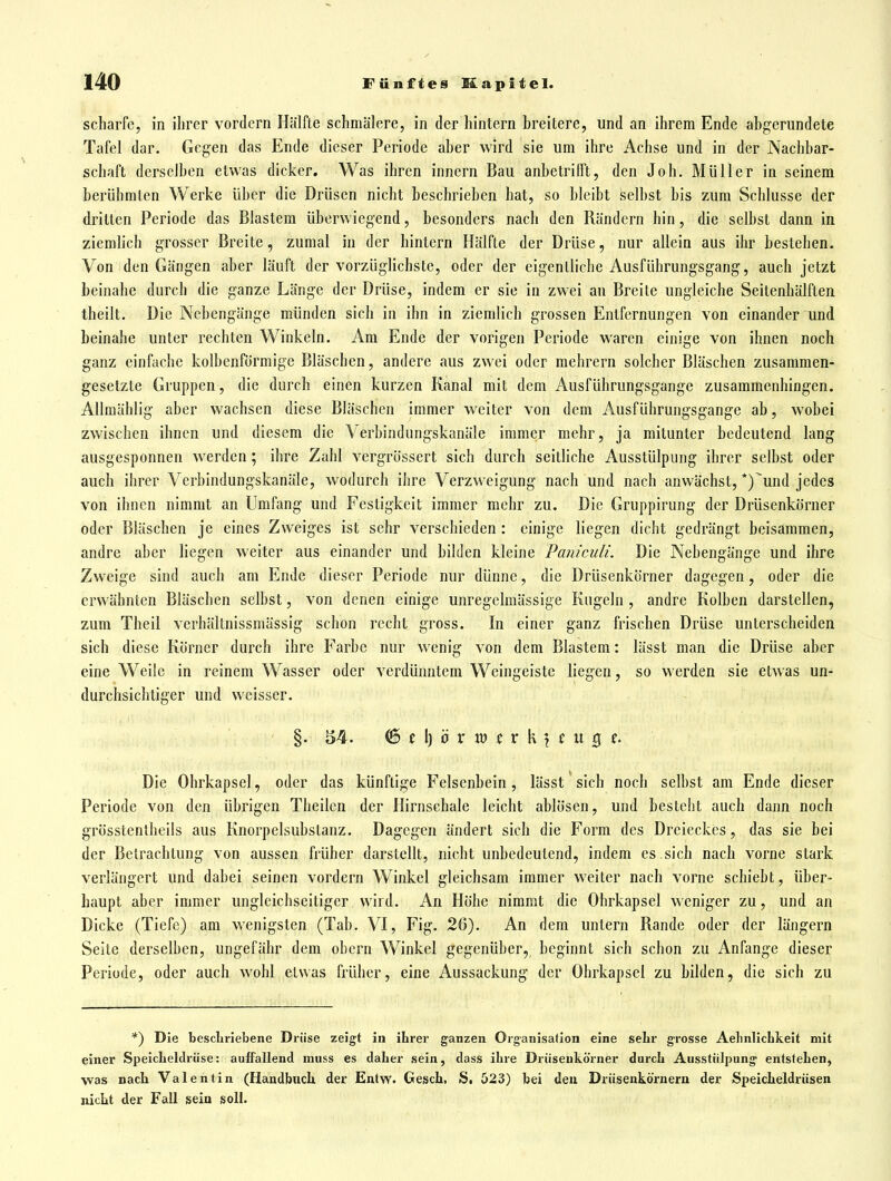 scharfe, in ihrer vordem Hälfte schmälere, in der hintern breitere, und an ihrem Ende abgerundete Tafel dar. Gegen das Ende dieser Periode aber wird sie um ihre Achse und in der Nachbar- schaft derselben etwas dicker. Was ihren innern Bau anbetrifft, den Joh. Müller in seinem berühmten Werke über die Drüsen nicht beschrieben hat, so bleibt selbst bis zum Schlüsse der dritten Periode das Blastem überwiegend, besonders nacli den Bändern hin, die seihst dann in ziemlich grosser Breite, zumal in der hintern Hälfte der Drüse, nur allein aus ihr bestehen. Von den Gängen aber läuft der vorzüglichste, oder der eigentliche Ausführungsgang, auch jetzt beinahe durch die ganze Länge der Drüse, indem er sie in zwei an Breite ungleiche Seitenhälften theilt. Die Nebengänge münden sich in ihn in ziemlich grossen Entfernungen von einander und beinahe unter rechten Winkeln. Am Ende der vorigen Periode waren einige von ihnen noch ganz einfache kolbenförmige Bläschen, andere aus zwei oder mehrern solcher Bläschen zusammen- gesetzte Gruppen, die durch einen kurzen Kanal mit dem Ausführungsgange zusammenhingen. Allmählig aber wachsen diese Bläschen immer weiter von dem Ausführungsgange ab, wobei zwischen ihnen und diesem die Verbindungskanäle immer mehr, ja mitunter bedeutend lang ausgesponnen werden; ihre Zahl vergrössert sich durch seitliche Ausstülpung ihrer selbst oder auch ibrer Verbindungskanäle, wodurch ihre Verzweigung nach und nach anwächst, *)und jedes von ihnen nimmt an Umfang und Festigkeit immer mehr zu. Die Gruppirung der Drüsenkörner oder Bläschen je eines Zweiges ist sehr verschieden : einige liegen dicht gedrängt beisammen, andre aber liegen weiter aus einander und bilden kleine Paniculi. Die Nebengänge und ihre Zweige sind auch am Ende dieser Periode nur dünne, die Drüsenkörner dagegen, oder die erwähnten Bläschen selbst, von denen einige unregelmässige Kugeln , andre Kolben darstellen, zum Theil verhältnissniässig schon recht gross. In einer ganz frischen Drüse unterscheiden sich diese Körner durch ihre Farbe nur wenig von dem Blastem: lässt man die Drüse aber eine Weile in reinem Wasser oder verdünntem Weingeiste liegen, so werden sie etwas un- durchsichtiger und weisser. §. 54. t \) ö X V3 t X ^ \ t u % u Die Ohrkapsel, oder das künftige Felsenbein, lässt sich noch selbst am Ende dieser Periode von den übrigen Theilen der Hirnschale leicht ablösen, und besteht auch dann noch grösstentheils aus Knorpelsubstanz. Dagegen ändert sich die Form des Dreieckes, das sie bei der Betrachtung von aussen früher darstellt, nicht unbedeutend, indem es sich nach vorne stark verlängert und dabei seinen vordem Winkel gleichsam immer weiter nach vorne schiebt, über- haupt aber immer ungleichseitiger wird. An Höhe nimmt die Ohrkapsel weniger zu, und an Dicke (Tiefe) am wenigsten (Tab. VI, Fig. 26). An dem untern Rande oder der längern Seite derselben, ungefähr dem obern Winkel gegenüber, beginnt sich schon zu Anfange dieser Periode, oder auch wohl etwas früher, eine Aussackung der Ohrkapsel zu bilden, die sich zu *) Die bescLriebene Drüse zeigt in ihrer ganzen Organisation eine selir grosse Aelinlichkeit mit einer Speiclieldriise: auffallend muss es daher sein, dass ihre Driiseukörner durch Ausstülpung entstehen, was nach Valentin (Handbuch, der Entw. Gesch. S. 523) bei deu Driisenkörneru der Speicheldrüsen nicht der Fall sein soll.