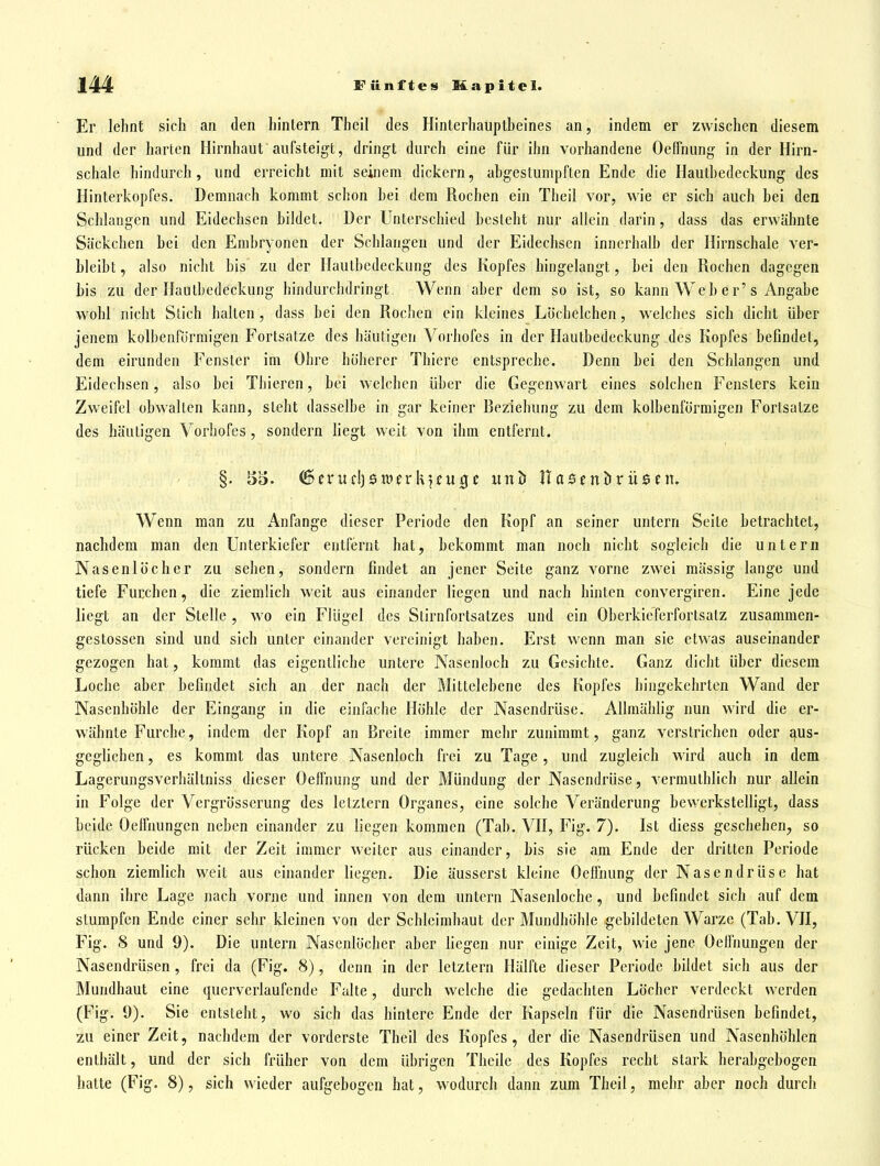 Er lehnt sich an den hintern Theil des Hinterhauptbeines an, indem er zwischen diesem und der harten Hirnhaut aufsteigt, dringt durch eine für ihn vorhandene Oeffnung in der Hirn- schale hindurch, und erreicht mit seinem dickern, abgestumpften Ende die Hautbedeckung des Hinterkopfes. Demnach kommt schon bei dem Rochen ein Theil vor, wie er sich auch bei den Schlangen und Eidechsen bildet. Der Unterschied besieht nur allein darin, dass das erwähnte Säckchen bei den Embryonen der Schlangen und der Eidechsen innerhalb der Hirnschale ver- bleibt , also nicht bis zu der Hautbcdeckung des Kopfes hingelangt, bei den Rochen dagegen bis zu der Haulbedeckung hindurchdringt. Wenn aber dem so ist, so kann Web e r's Angabe wohl nicht Stich halten , dass bei den Rochen ein kleines Löchelchen, welches sich dicht über jenem kolbenförmigen Fortsatze des häutigen Vorhofes in der Hautbedeckung des Kopfes befindet, dem eirunden Fenster im Ohre höherer Thicre entspreche. Denn bei den Schlangen und Eidechsen, also bei Thieren, bei welchen über die Gegenwart eines solchen Fenslers kein Zweifel obwalten kann, steht dasselbe in gar keiner Beziehung zu dem kolbenförmigen Fortsalze des häutigen Vorhofes, sondern liegt weit von ihm entfernt. Wenn man zu Anfange dieser Periode den Kopf an seiner untern Seite betrachtet, nachdem man den Unterkiefer entfernt hat, bekommt man noch nicht sogleich die untern Nasenlöcher zu sehen, sondern findet an jener Seite ganz vorne zwei massig lange und tiefe Furchen, die ziemlich weit aus einander liegen und nach hinten convergiren. Eine jede liegt an der Stelle , wo ein Flügel des Stirnfortsatzes und ein Oberkieferfortsatz zusammen- gestossen sind und sich unter einander vereinigt haben. Erst wenn man sie etwas auseinander gezogen hat, kommt das eigentliche untere Nasenloch zu Gesichte. Ganz dicht über diesem Loche aber befindet sich an der nach der Mitlelebene des Kopfes hingekehrten Wand der Nasenhöhle der Eingang in die einfache Höhle der Nasendrüse. Allmählig nun wird die er- wähnte Furche, indem der Kopf an Breite immer mehr zunimmt, ganz verstrichen oder aus- geglichen , es kommt das untere Nasenloch frei zu Tage, und zugleich wird auch in dem Lagerungsverhältniss dieser Oeffnung und der Mündung der Nasendrüse, vermuthlich nur allein in Folge der Vergrösscrung des letzlern Organes, eine solche Veränderung bewerkstelligt, dass beide Oeffnungen neben einander zu liegen kommen (Tab. VH, Fig. 7). Ist diess geschehen, so rücken beide mit der Zeit immer weiter aus einander, bis sie am Ende der dritten Periode schon ziemlich weit aus einander liegen. Die äusserst kleine Oeffnung der Nasendrüse hat dann ihre Lage nach vorne und innen von dem untern Nasenloche, und befindet sich auf dem stumpfen Ende einer sehr kleinen von der Schleimhaut der Mundhöhle gebildeten Warze (Tab. VH, Fig. 8 und 9). Die untern Nasenlöcher aber liegen nur einige Zeit, wie jene Oeffnungen der Nasendrüsen, frei da (Fig. 8), denn in der letztern Hälfte dieser Periode bildet sich aus der Mundhaut eine querverlaufende Falte, durch welche die gedachten Löcher verdeckt werden (Fig. 9). Sie entsteht, wo sich das hintere Ende der Kapseln für die Nasendrüsen befindet, zu einer Zeit, nachdem der vorderste Theil des Kopfes, der die Nasendrüsen und Nasenhöhlen enthält, und der sich früher von dem übrigen Thcile des Kopfes recht stark herabgebogen hatte (Fig. 8), sich wieder aufgebogen hat, wodurch dann zum Theil, mehr aber noch durch