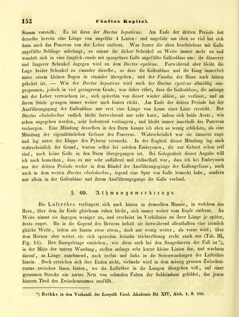 Stamm vorstellt. Es ist diess der Ductus hepaticus. Am Ende der dritten Periode hat derselbe bereits eine Länge von ungefähr 4 Linien: und ungefähr um eben so viel hat sich dann auch das Pancreas von der Leber entfernt. Was ferner die oben beschriebene mit Galle angefüllte Schlinge anbelangt, so nimmt ihr dicker Schenkel an Weite immer mehr zu und wandelt sich in eine länglich-runde mit spangrüner Galle angefüllte Gallenblase um: ihr dünnerer und längerer Schenkel dagegen wird zu dem Ductus cysticus. Forvvährend aber bleibt die Lage beider Schenkel zu einander dieselbe, so dass die Gallenblase und ihr Gang immerfort unter einem kleinen Bogen in einander übergehen , und der Fundus der Blase nach hinten gekehrt ist. — Wie der Ductus hepaticus wird auch der Ductus cysticus allmählig aus- gesponnen, jedoch in viel geringerem Grade, was daher rührt, dass die Gallenblase, die anfangs mit der Leber verwachsen ist, sich späterhin von dieser wieder ablöst, sie verlässt, und an ihrem Stiele gezogen immer weiter nach hinten rückt. Am Ende der dritten Periode hat der Ausführungsgang der Gallenblase nur erst eine Länge von kaum einer Linie erreicht. Der Ductus choledochus endlich bleibt forl\\ ährend nur sehr kurz, indess sich beide Aeste, wie schon angegeben worden, sehr bedeutend verlängern, und bleibt immer innerhalb des Pancreas verborgen. Eine Mündung desselben in den Darm konnte ich eben so wenig erblicken, als eine Mündung der eigenthümlichen Gefässe des Pancreas. Wahrscheinlich war sie äusserst enge und lag unter der Klappe des Pylorus versteckt. In der Engheit dieser Mündung lag auch wahrscheinlich der Grund, warum selbst bei solchen Embryonen , die zur Geburt schon reif sind, noch keine Galle in den Darm übergegangen ist. Bei Gelegenheit dieser Angabe will ich noch bemerken, dass es mir sehr auffallend und räthselhaft war, dass ich bei Embryonen aus der dritten Periode weder in dem Bündel der Ausführungsgänge der Gallengefässe, noch auch in dem weiten Ductus choledochus, irgend eine Spur von Galle bemerkt habe, sondern nur allein in der Gallenblase und ihrem Ausführungsgange die Galle vorfand. §. 60. 21 t 1) m u n 0 0 M) c r k ? f u 3 e. Die Luftröhre verlängert sich nach hinten in demselben Maasse, in welchem das Herz, über dem ihr Ende gleichsam ruhen bleibt, sich immer weiter vom Kopfe entfernt. An Weite nimmt sie dagegen weniger zu, und erscheint im Verhältniss zu ihrer Länge je später, desto enger. Bis in die Gegend des Herzens behält sie fortwährend allenthalben eine ziemlich gleiche Weite, indem sie hinten zwar etwas, doch nur wenig weiter, als vorne wird; über dem Herzen aber weitet sie sich späterhin beinahe trichterförmig recht stark aus (Tab. HI, Fig. 14). Ihre Knorpelringe entstehen, wie diess auch bei den Säugethieren der Fall ist*), in der Mitte der untern Wandung, stellen anfangs sehr kurze kleine Linien dar, und wachsen darauf, an Länge zunehmend, nach rechts und links in die Seitenwandungen der Luftrühre hinein. Doch erreichen sich ihre Enden nicht, vielmehr wird in dem mässig grossen Zwischen- räume zwischen ihnen hinten, wo die Luftröhre in die Lungen übergehen will, auf einer geraumen Strecke ein zartes Netz von schmalen Falten der Schleimhaut gebildet, das jenen hintern Theil des Zwischenraumes ausfüllt. *) Rathke in den Verhandl. der Leopold. Carol. Akademie Bd. XIV, Abtli. 1. S. 198.