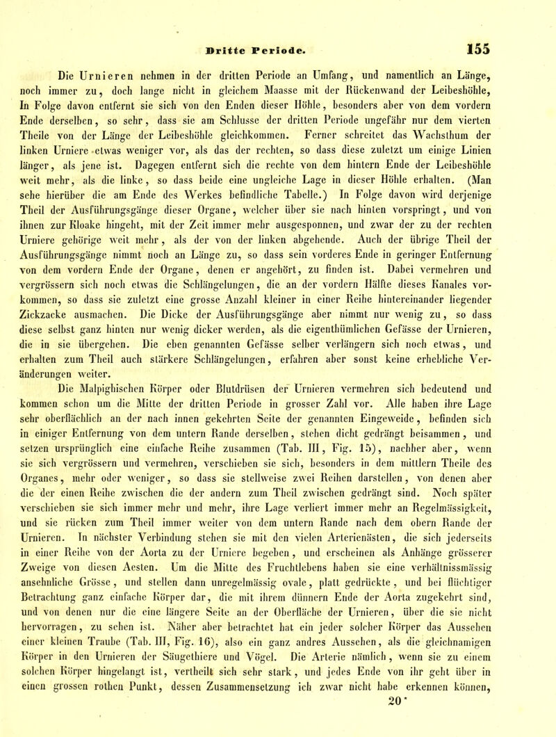 Die Urnieren nehmen in der dritten Periode an Umfang, und namentlich an Länge, noch immer zu, doch lange nicht in gleichem Maassc mit der Rückenwand der Leibeshöhle, In Folge davon entfernt sie sich von den Enden dieser Höhle, besonders aber von dem vordem Ende derselben, so sehr, dass sie am Schlüsse der dritten Periode ungefähr nur dem vierten Theile von der Länge der Leibeshöhle gleichkommen. Ferner schreitet das Wachslhum der linken Urniere etwas weniger vor, als das der rechten, so dass diese zuletzt um einige Linien länger, als jene ist. Dagegen entfernt sich die rechte von dem hintern Ende der Leibeshöhle weit mehr, als die linke, so dass beide eine ungleiche Lage in dieser Höhle erhalten. (Man sehe hierüber die am Ende des Werkes befindliche Tabelle.) In Folge davon wird derjenige Theil der AusfUhrungsgänge dieser Organe, welcher über sie nach hinten vorspringt, und von ihnen zur Kloake hingeht, mit der Zeit immer mehr ausgesponnen, und zwar der zu der rechten Urniere gehörige weit mehr, als der von der linken abgehende. Auch der übrige Theil der Ausführungsgänge nimmt noch an Länge zu, so dass sein vorderes Ende in geringer Entfernung von dem vordem Ende der Organe, denen er angehört, zu finden ist. Dabei vermehren und vergrössern sich noch etwas die Schlängelungen, die an der vordem Hälfte dieses Kanales vor- kommen, so dass sie zuletzt eine grosse Anzahl kleiner in einer Reihe hintereinander liegender Zickzacke ausmachen. Die Dicke der Ausfübrungsgänge aber nimmt nur wenig zu, so dass diese selbst ganz hinten nur wenig dicker werden, als die eigenthümlichen Gefässe der Urnieren, die in sie übergehen. Die eben genannten Gefässe selber verlängern sich noch etwas, und erhalten zum Theil auch stärkere Schlängelungen, erfahren aber sonst keine erhebliche Ver- änderungen weiter. Die Malpighischen Körper oder Bluldrüsen der Urnieren vermehren sich bedeutend und kommen schon um die Milte der dritten Periode in grosser Zahl vor. Alle haben ihre Lage sehr oberflächlich an der nach innen gekehrten Seite der genannten Eingeweide , befinden sich in einiger Entfernung von dem untern Rande derselben, stehen dicht gedrängt beisammen, und setzen ursprünglich eine einfache Reihe zusammen (Tab. III, Fig. 1.5), nachher aber, wenn sie sich vergrössern und vermehren, verschieben sie sich, besonders in dem mittlem Theile des Organes, mehr oder weniger, so dass sie stellweise zwei Reihen darstellen, von denen aber die der einen Reihe zwischen die der andern zum Theil zwischen gedrängt sind. Noch später verschieben sie sich immer mehr und mehr, ihre Lage verliert immer mehr an Regelmässigkeit, und sie rücken zum Theil immer weiter von dem untern Rande nach dem obern Rande der Urnieren. In nächster Verbindung stehen sie mit den vielen Arterienästen, die sich jederseits in einer Reibe von der Aorta zu der Urniere begeben , und erscheinen als Anhänge grösserer Zweige von diesen Aesten. Um die Mitte des Frucbtlebens haben sie eine verhällnissmässig ansehnhche Grösse , und stellen dann unregelmässig ovale, platt gedrückte , und bei flüchtiger Betrachtung ganz einfache Körper dar, die mit ihrem dünnern Ende der Aorta zugekehrt sind, und von denen nur die eine längere Seite an der Oberfläche der Urnieren, über die sie nicht hervorragen, zu sehen ist. Näher aber betrachtet bat ein jeder solcher Körper das Aussehen einer kleinen Traube (Tab. III, Fig. 16), also ein ganz andres Aussehen, als die gleichnamigen Körper in den Urnieren der Säugethiere und Vögel. Die Arterie nämlich , wenn sie zu einem solchen Körper hingelangt ist, vertheilt sich sehr stark, und jedes Ende von ihr geht über in einen grossen rothen Punkt, dessen Zusammensetzung ich zwar nicht habe erkennen können, 20*