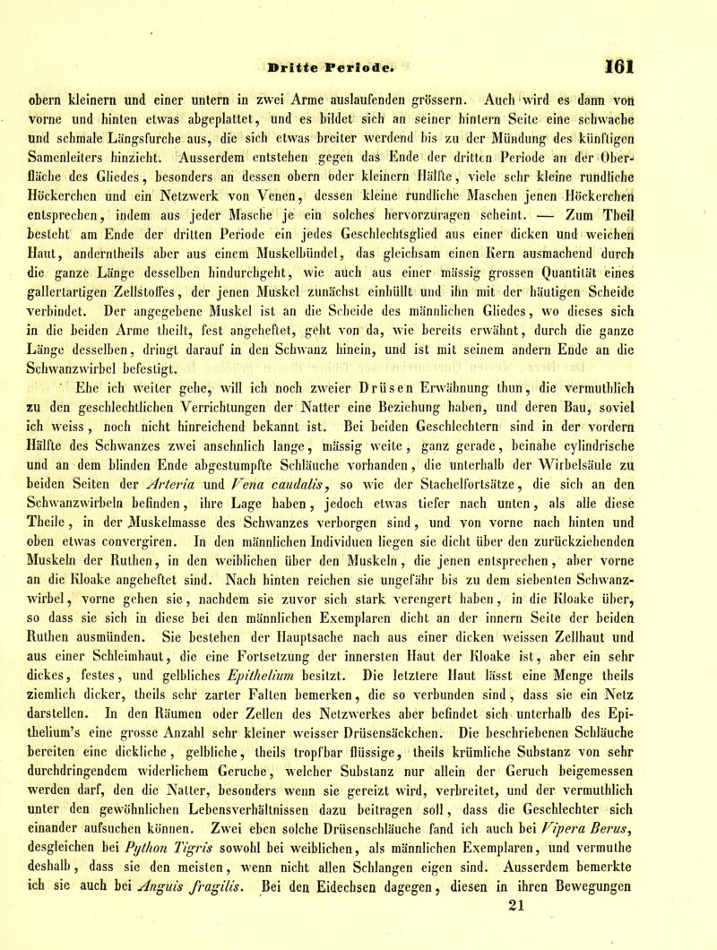 obern kleinern und einer untern in zwei Arme auslaufenden grössern. Auch wird es dann voii vorne und hinten etwas abgeplattet, und es bildet sich an seiner hinlern Seite eine schwache und schmale Längsfurche aus, die sich etwas breiter werdend bis zu der Mündung des künftigen Samenleiters hinzieht. Ausserdem entstehen gegen das Ende der dritten Periode an der Ober-* fläche des Gliedes, besonders an dessen obern oder kleinern Hälfte, viele sehr kleine rundliche Höckerchen und ein Netzwerk von Venen, dessen kleine rundliche Maschen jenen Höckerchen entsprechen, indem aus jeder Masche je ein solches hervorzuragen scheint. — Zum Theil besteht am Ende der dritten Periode ein jedes Geschlechtsglied aus einer dicken und weichen Haut, anderntheils aber aus einem Muskelbündel, das gleichsam einen Kern ausmachend durch die ganze Länge desselben hindurchgeht, wie auch aus einer mässig grossen Quantität eines gallertartigen Zellstolfes, der jenen Muskel zunächst einhüllt und ihn mit der häutigen Scheide verbindet. Der angegebene Muskel ist an die Scheide des männlichen Gliedes, wo dieses sich in die beiden Arme theilt, fest angeheftet, geht von da, wie bereits erwähnt, durch die ganze Länge desselben, dringt darauf in den Schwanz hinein, und ist mit seinem andern Ende an die Schwanzwirbel befestigt. Ehe ich weiter gehe, will ich noch zweier Drüsen Erwähnung thun, die vermuthlich zu den geschlechtlichen Verrichtungen der Natter eine Beziehung haben, und deren Bau, soviel ich weiss , noch nicht hinreichend bekannt ist. Bei beiden Geschlechtern sind in der vordem Hälfte des Schwanzes zwei ansehnlich lange, mässig weite , ganz gerade, beinahe cylindrische und an dem blinden Ende abgestumpfte Schläuche vorhanden, die unterhalb der Wirbelsäule zu beiden Seiten der Arteria und Vena caudalis, so wie der Stachelfortsätze, die sich an den Schwanzvvirbeln befinden, ihre Lage haben, jedoch etwas tiefer nach unten, als alle diese Theile, in der jVIuskelmasse des Schwanzes verborgen sind, und von vorne nach hinten und oben etwas convergiren. In den männlichen Individuen liegen sie dicht über den zurückziehenden Muskeln der Ruthen, in den weiblichen über den Muskeln, die jenen entsprechen, aber vorne an die Kloake angeheftet sind. Nach hinten reichen sie ungefähr bis zu dem siebenten Schwanz- wirbel , vorne gehen sie, nachdem sie zuvor sich stark verengert haben, in die Kloake über, so dass sie sich in diese bei den männlichen Exemplaren dicht an der Innern Seite der beiden Ruthen ausmünden. Sie bestehen der Hauptsache nach aus einer dicken weissen Zellhaut und aus einer Schleimhaut, die eine Fortsetzung der innersten Haut der Kloake ist, aber ein sehr dickes, festes, und gelbliches Epithelhim besitzt. Die letztere Haut lässt eine Menge iheils ziemlich dicker, theils sehr zarter Falten bemerken, die so verbunden sind, dass sie ein Netz darstellen. In den Räumen oder Zellen des Netzwerkes aber befindet sich unterhalb des Epi- tbelium's eine grosse Anzahl sehr kleiner weisser Drüsensäckchen. Die beschriebenen Schläuche bereiten eine dickliche, gelbliche, theils tropfbar flüssige, theils krümliche Substanz von sehr durchdringendem widerlichem Gerüche, welcher Substanz nur allein der Geruch beigemessen werden darf, den die Natter, besonders wenn sie gereizt wird, verbreitet, und der vermuthlich unter den gewöhnlichen Lebensverhältnissen dazu beitragen soll, dass die Geschlechter sich einander aufsuchen können. Zwei eben solche Drüsenschläuche fand ich auch bei Fipera Berus, desgleichen bei Python Tigris sowohl bei weiblichen, als männlichen Exemplaren, und vermulhe deshalb, dass sie den meisten, wenn nicht allen Schlangen eigen sind. Ausserdem bemerkte ich sie auch bei Anguis fragilis. Bei den Eidechsen dagegen, diesen in ihren Bewegungen 21