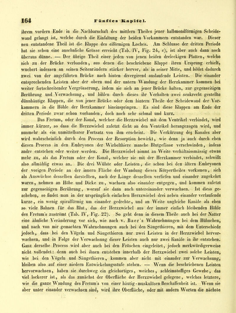 ihrem vordem Ende in die Nachbarschaft des mittlem Theiles jener halbmondförmigen Scheide- wand gelangt ist, welche durch die Einfaltung der beiden Vorkammern entstanden war. Dieser neu entstandene Theil ist die Klappe des eiförmigen Loches. Am Schlüsse der dritten Periode hat sie schon eine ansehnliche Grösse erreicht (Tab. IV,, Fig. 24, c), ist aber auch dann noch überaus dünne. — Der übrige Theil einer jeden von jenen beiden dreieckigen Platten, welche sich zu der Brücke verbanden, aus denen die beschriebene Klappe ihren Ursprung erhielt, wuchert indessen an seinen Seitenrändern stärker hervor, als in seiner Mitte, und bildet dadurch zwei von der angeführten Brücke nach hinten divergirend auslaufende Leisten. Die einander entsprechenden Leisten aber der obern und der untern Wandung der Herzkammer kommen bei weiter fortschreitender Vergrosserung, indem sie sich an jener Brücke halten, zur gegenseitigen Berührung und Verwachsung, und bilden durch dieses ihr Verhalten zwei senkrecht gestellte dünnhäutige Klappen, die von jener Brücke oder dem hintern Theile der Scheidewand der Vor- kammern in die Höhle der Herzkammer hineinspringen. Es sind diese Klappen am Ende der dritten Periode zwar schon vorhanden, doch noch sehr schmal und kurz. Das Fretum, oder der Kanal, welcher die Herzzwiebel mit dem Ventrikel verbindet, wird immer kürzer, so dass die Herzzwiebel zuletzt dicht an den Ventrikel herangezogen wird, und nunmehr als ein unmittelbarer Fortsalz von ihm erscheint. Die Verkürzung de§ Kanales aber wird wahrscheinlich durch den Process der Resorption bewirkt, wie denn ja auch durch eben diesen Process in den Embryonen der Wirbellhiere manche Blutgefässe verschwinden, indess andre entstehen oder weiter werden. Die Herzzwiebel nimmt an Weite verbältnissmässig etwas mehr zu, als das Fretum oder der Kanal, welcher sie mit der Herzkammer verbindet, schwillt also allmählig etwas an. Die drei Wülste oder Leisten, die schon bei den altern Embryonen der vorigen Periode an der Innern Fläche der Wandung dieses Körpertheilcs vorkamen, sich als Auswüchse desselben darslelllen, nach der Länge desselben verliefen und einander zugekehrt waren, nehmen an Höhe und Dicke zu, wachsen also einander entgegen, und kommen zuletzt zur gegenseitigen Berührung, worauf sie dann auch untereinander verwachsen. Ist diess ge- schehen, so findet man in der ursprünglich einfachen Herzzwiebel drei neben einander verlaufende kurze, ein wenig spiralförmig um einander gedrehte, und an Weite ungleiche Kanäle als eben so viele Bahnen für das Blut, das der Herzzwiebel aus der immer einfach bleibenden Höhle des Fretum's zuströmt (Tab. IV, Fig. 22). So geht denn in diesem Theile auch bei der Natter eine ähnliche Veränderung vor sich, wie nach v. Baer's Wahrnehmungen bei dem Hühnchen, und nach von mir gemachten Wahrnehmungen auch bei den Säugethieren, mit dem Unterschiede jedoch, dass bei den Vögeln und Säugethieren nur zwei Leisten in der Herzzwiebel hervor- wachsen, und in Folge der Verwachsung dieser Leisten auch nur zwei Kanäle in ihr entstehen. Ganz derselbe Process wird aber auch bei den Fröschen eingeleitet, jedoch merkwürdigerweise nicht vollendet: denn auch bei ihnen entstehen innerhalb der Herzzwiebel zwei solche Leisten, wie bei den Vögeln und Säugethieren, kommen aber nicht mit einander zur Verwachsung, bleiben also auf einer niedern Entwickelungsstufe stehen. — Wenn die beschriebenen Leisten hervorwachsen, haben sie durchweg ein gleichartiges, weiches, schleimstoffiges Gewebe, das viel lockerer ist, als das zunächst der Oberfläche der Herzzvviebel gelegene, welches letztere, wie die ganze Wandung des Fretum's von einer häutig-muskulösen ßeschadenheit ist. Wenn sie aber unter einander verwachsen sind, wird ihre Oberfläche, oder mit andern Worten die nächste