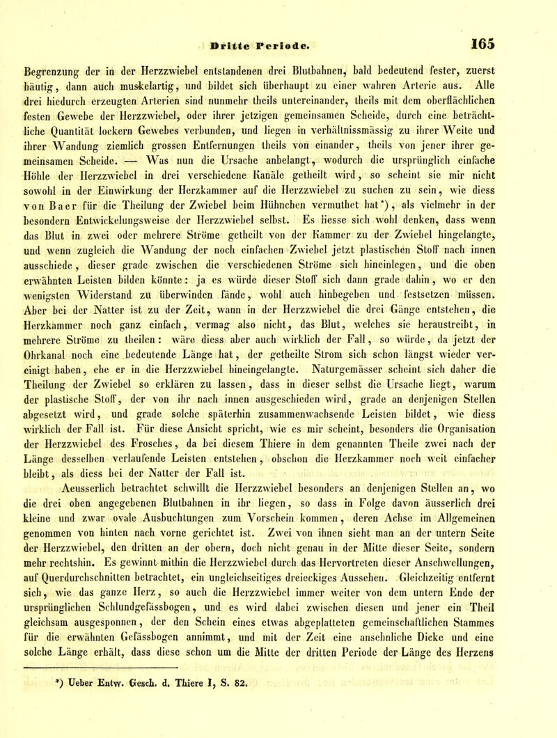 Begrenzung der in der Herzzwiebel entstandenen drei Blutbahnen, bald bedeutend fester, zuerst häutig, dann auch musicelartig, und bildet sich überhaupt zu einer wahren Arterie aus. Alle drei hiedurch erzeugten Arterien sind nunmehr theils untereinander, theils mit dem oberflächlichen festen Gewebe der Herzzwiebel, oder ihrer jetzigen gemeinsamen Scheide, durch eine beträcht- liche Quantität lockern Gewebes verbunden, und liegen in verhällnissmässig zu ihrer Weite und ihrer Wandung ziemlich grossen Entfernungen theils von einander, theils von jener ihrer ge- meinsamen Scheide. — Was nun die Ursache anbelangt, wodurch die ursprünglich einfache Höhle der Herzzwiebel in drei verschiedene Kanäle gelheilt wird, so scheint sie mir nicht sowohl in der Einwirkung der Herzkammer auf die Herzzwicbel zu suchen zu sein, wie diess von Baer für die Theilung der Zwiebel beim Hühnchen vermuthet hat*), als vielmehr in der besondern Entwickelungsweise der Herzzwiebel selbst. Es Hesse sich wohl denken, dass wenn das Blut in zwei oder mehrere Ströme gctheilt von der Kammer zu der Zwiebel hingelangte, und wenn zugleich die Wandung der noch einfachen Zwiebel jetzt plastischen Stoff nach innen ausschiede, dieser grade zwischen die verschiedenen Ströme sich hineinlegen, und die oben erwähnten Leisten bilden könnte : ja es würde dieser Stoff sich dann grade dahin, wo er den wenigsten Widerstand zu überwinden fände, wohl auch hinbegeben und festsetzen müssen. Aber bei der Natter ist zu der Zeit, wann in der Herzzwiebel die drei Gänge entstehen, die Herzkammer noch ganz einfach, vermag also nicht, das Blut, welches sie heraustreibt, in mehrere Ströme zu theilen : wäre diess aber auch wirklich der Fall, so würde, da jetzt der Ohrkanal noch eine bedeutende Länge hat, der getheilte Strom sich schon längst wieder ver- einigt haben, ehe er in die Herzzwiebel hineingelangte. Naturgemässer scheint sich daher die Theilung der Zwiebel so erklären zu lassen, dass in dieser selbst die Ursache liegt, warum der plastische Stoff, der von ihr nach innen ausgeschieden wird, grade an denjenigen Stellen abgesetzt wird, und grade solche späterhin zusammenwachsende Leisten bildet, wie diess wirklich der Fall ist. Für diese Ansicht spricht, wie es mir scheint, besonders die Organisation der Herzzwiebel des Frosches, da bei diesem Thiere in dem genannten Theile zwei nach der Länge desselben verlaufende Leisten entstehen, obschon die Herzkammer noch weit einfacher bleibt, als diess bei der Natter der Fall ist. Aeusserlich betrachtet schwillt die Herzzwiebel besonders an denjenigen Stellen an, wo die drei oben angegebenen Blulbahnen in ihr liegen, so dass in Folge davon äusserlich drei kleine und zwar ovale Ausbuchtungen zum Vorschein kommen, deren Achse im Allgemeinen genommen von hinten nach vorne gerichtet ist. Zwei von ihnen sieht man an der untern Seite der Herzzwiebel, den dritten an der obern, doch nicht genau in der Mitte dieser Seite, sondern mehr rechtshin. Es gewinnt milbin die Herzzwiebel durch das Hervortrclen dieser Anschwellungen, auf Querdurchschnitten betrachtet, ein ungleichseitiges dreieckiges Aussehen. Gleichzeitig entfernt sich, wie das ganze Herz, so auch die Herzzwiebel immer weiter von dem untern Ende der ursprünglichen Schlundgefässbogen, und es wird dabei zwischen diesen und jener ein Theil gleichsam ausgesponnen, der den Schein eines etwas abgeplatteten gemeinschaftlichen Stammes für die erwähnten Gefässbogen annimmt, und mit der Zeit eine ansehnliche Dicke und eine solche Länge erhält, dass diese schon um die Mitte der dritten Periode der Länge des Herzens *) Ueber Entw. Gesch. d. TLiere I, S. 82.