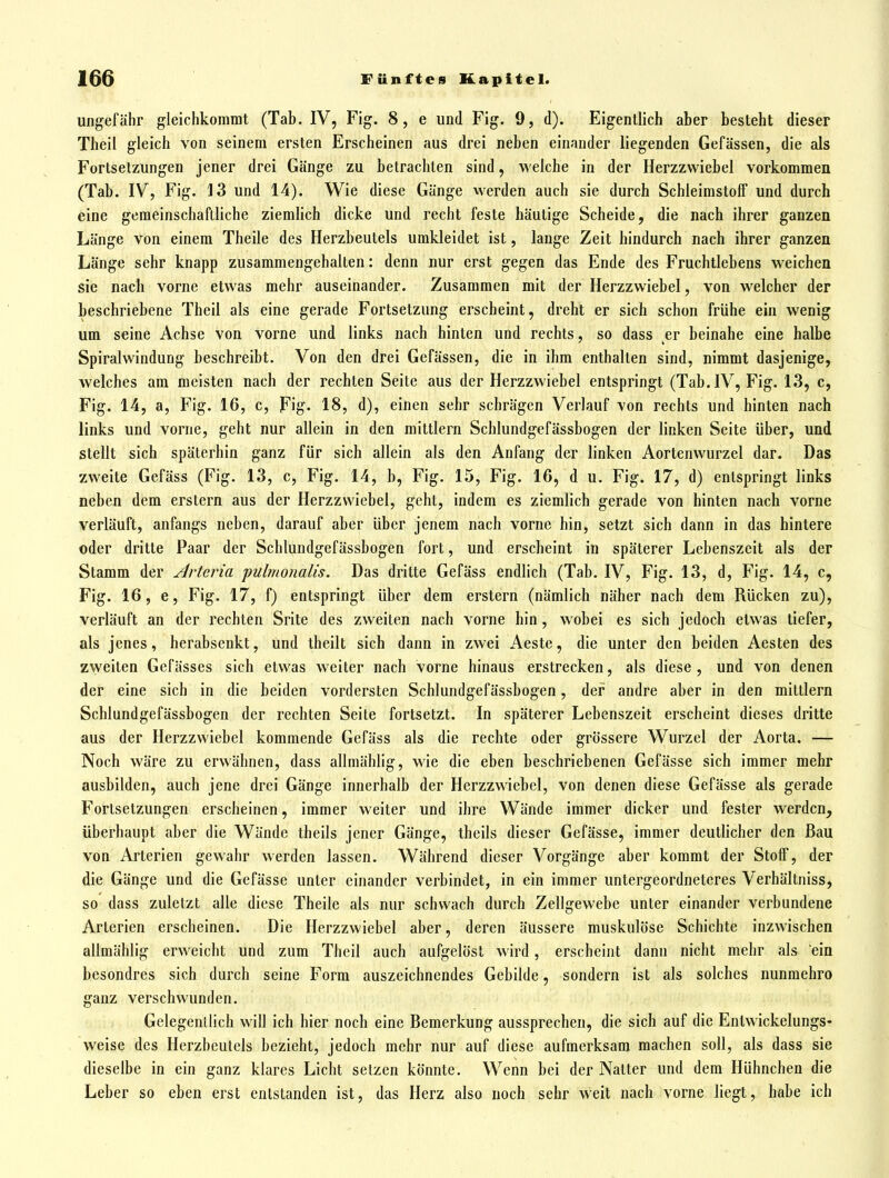 ungefähr gleichkommt (Tab. IV, Fig. 8, e und Fig. 9, d). Eigentlich aber besteht dieser Theil gleich von seinem ersten Erscheinen aus drei neben einander liegenden Gefässen, die als Fortseizungen jener drei Gänge zu betrachten sind, welche in der Herzzwiebel vorkommen (Tab. IV, Fig. 13 und 14). Wie diese Gänge werden auch sie durch Schleimstoff und durch eine gemeinschaftliche ziemlich dicke und recht feste häutige Scheide, die nach ihrer ganzen Länge von einem Theile des Herzbeutels umkleidet ist, lange Zeit hindurch nach ihrer ganzen Länge sehr knapp zusammengehalten: denn nur erst gegen das Ende des Fruchtlebens weichen sie nach vorne etwas mehr auseinander. Zusammen mit der Herzzwiebel, von welcher der beschriebene Theil als eine gerade Fortsetzung erscheint, dreht er sich schon frühe ein wenig um seine Achse von vorne und links nach hinten und rechts, so dass er beinahe eine halbe Spiralwindung beschreibt. Von den drei Gefässen, die in ihm enthalten sind, nimmt dasjenige, welches am meisten nach der rechten Seite aus der Herzzwiebel entspringt (Tab. IV, Fig. 13, c, Fig. 14, a, Fig. 16, c, Fig. 18, d), einen sehr schrägen Verlauf von rechts und hinten nach links und vorne, geht nur allein in den mittlem Scblundgefässbogen der linken Seite über, und stellt sich späterhin ganz für sich allein als den Anfang der linken Aortenwurzel dar. Das zweite Gefäss (Fig. 13, c, Fig. 14, b, Fig. 15, Fig. 16, d u. Fig. 17, d) entspringt links neben dem erstem aus der Herzzwicbel, geht, indem es ziemlich gerade von hinten nach vorne verläuft, anfangs neben, darauf aber über jenem nach vorne hin, setzt sich dann in das hintere oder dritte Paar der Scblundgefässbogen fort, und erscheint in späterer Lebenszeit als der Stamm der Artcria pulmonalis. Das dritte Gefäss endlich (Tab. IV, Fig. 13, d, Fig. 14, c, Fig. 16, e, Fig. 17, f) entspringt über dem erstem (nämlich näher nach dem Rücken zu), verläuft an der rechten Srite des zweiten nach vorne hin , wobei es sich jedoch etwas tiefer, als jenes, herabsenkt, und theilt sich dann in zwei Aeste, die unter den beiden Aesten des zweiten Gefässes sich etwas weiter nach vorne hinaus erstrecken, als diese , und von denen der eine sich in die beiden vordersten Scblundgefässbogen, der andre aber in den mittlem Scblundgefässbogen der rechten Seite fortsetzt. In späterer Lebenszeit erscheint dieses dritte aus der Herzzvviebel kommende Gefäss als die rechte oder grössere Wurzel der Aorta. — Noch wäre zu erwähnen, dass allmählig, wie die eben beschriebenen Gefässe sich immer mehr ausbilden, auch jene drei Gänge innerhalb der Herzzwiebel, von denen diese Gefässe als gerade Forlsetzungen erscheinen, immer weiter und ihre Wände immer dicker und fester werden^ überhaupt aber die Wände theils jener Gänge, theils dieser Gefässe, immer deutlicher den Bau von Arterien gewahr werden lassen. Während dieser Vorgänge aber kommt der Stoff, der die Gänge und die Gefässe unter einander verbindet, in ein immer untergeordneteres Verhältniss, so dass zuletzt alle diese Theile als nur schwach durch Zellgewebe unter einander verbundene Arterien erscheinen. Die Herzzwiebel aber, deren äussere muskulöse Schichte inzwischen allmählig erweicht und zum Theil auch aufgelöst wird, erscheint dann nicht mehr als ein besondres sich durch seine Form auszeichnendes Gebilde, sondern ist als solches nunmehro ganz verschwunden. Gelegenilich will ich hier noch eine Bemerkung aussprechen, die sich auf die Entwickelungs- weise des Herzbeutels bezieht, jedoch mehr nur auf diese aufmerksam machen soll, als dass sie dieselbe in ein ganz klares Licht setzen könnte. Wenn bei der Natter und dem Hühnchen die Leber so eben erst entstanden ist, das Herz also noch sehr weit nach vorne liegt, habe ich