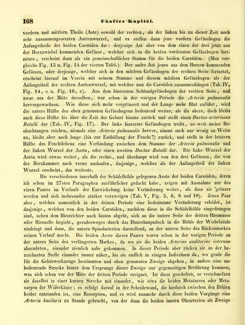 vordem und mittlem Theile (Aste) sowohl der rechten, als der linken bis zu dieser Zeit noch sehr zusammengesetzten Aortenwurzel, und es stellen dann jene vordem Gefässbogen die Anfangslheile der beiden Carotiden dar: derjenige Ast aber von dem einen der drei jetzt aus der Herzzwiebel kommenden Gefässe, welcher sich in die beiden vordersten Gefässbogen fort- setzte , erscheint dann als ein gemeinschaftlicher Stamm für die beiden Carotiden. (Man ver- gleiche Fig. 13 u. Fig. 14 der vierten Tafel.) Der andre Ast jenes aus dem Herzen kommenden Gefässes, oder derjenige, welcher sich in den mittlem Gefässbogen der rechten Seite fortsetzt, erscheint hierauf im Verein mit seinem Stamme und diesem mittlem Gefässbogen als der Anfangslbeil der rechten Aortenwurzel, mit weicher nun die Carotiden zusammenhängen (Tab. IV, Fig. 14, c u. Fig. 16, e). Aus dem hintersten Schlundgefässbogen der rechten Seite, und zwar aus der Mitte desselben, war schon in der vorigen Periode die Arteria pubnonalis hervorgewachsen. Wie diese sich mehr vergrössert und der Lunge mehr Blut zuführt, wird die unlere Hälfte des eben genannten Gefässbogens bedeutend weiter, als die obere, doch bleibt auch diese Hälfte bis über die Zeit der Geburt hinaus zurück und stellt einen Ductus arteriosus Botalli dar (Tab. IV, Fig. 17). Der linke hinterste Gefässbogen treibt, so weit meine Be- obachtungen reichen, niemals eine Arteria pulmonalis hervor, nimmt auch nur wenig an Weite zu, bleibt aber noch lange (bis zur Enthüllung der Frucht?) zurück, und stellt in der letztern Hälfte des Fruchtlebens eine Verbindung zwischen dem Stamme der Arteria pulmonalis und der linken Wurzel der Aorta, oder einen zweiten Ductus Botalli dar. Die linke Wurzel der Aorta wird etwas weiter, als die rechte, und überhaupt wird von den drei Gefässen, die von der Herzkammer nach vorne auslaufen, dasjenige, welches als der Anfangslbeil der linken Wurzel erscheint, das weiteste. Die verschiedenen innerhalb der Schädelhöhle gelegenen Aeste der beiden Carotiden, deren ich schon im 27slen Paragraphen ausführlicher gedacht habe, zeigen mit Ausnahme nur des einen Paares im Verlaufe der Entwickelung keine Veränderung weiter, als dass sie [grösser werden und sich insbesondre stärker verzweigen (Tab. V, Fig. 5, 6, 8 und 18). Jenes Paar aber, welches namentlich in der dritten Periode eine bedeutsame Veränderung erleidet, ist dasjenige, welches von den beiden Carotiden, nachdem diese in die Schädelhöhle eingedrungen sind, neben dem Hirntrichler nach hinten abgeht, sich an die untere Seite der dritten Hirnmasse oder Hirnzelle begiebt, geradesweges durch das Hinterhauptsloch in die Höhle der Wirbelsäule eindringt und dann, die untern Spinalarterien darstellend, an der untern Seite des Rückenmarkes seinen Verlauf macht. Die beiden Aeste dieses Paares waren schon in der vorigen Periode an der untern Seite des verlängerten Markes, da wo sie die beiden Arteriae auditoriae internae absendeten, einander ziemlich nahe gekommen. In dieser Periode aber rücken sie an der be- zeichneten Stelle einander immer näher, bis sie endlich in einigen Individuen da, wo grade die für die Gehörwerkzeuge bestimmten und oben genannten Zweige abgehen, in andere eine un- bedeutende Strecke hinter dem Ursprünge dieser Zweige zur gegenseitigen Berührung kommen, was sich schon vor der Mitte der dritten Periode ereignet. Ist diess geschehen, so verschmelzen sie daselbst in einer kurzen Strecke mit einander, wie etwa die beiden Metatarsen oder Meta- carpen der Widerkäuer; es erfolgt darauf in der Scheidewand, die hiedurch zwischen den Höhlen beider entstanden ist, eine Resorption, und es wird nunmehr durch diese beiden Vorgänge eine Arteria basilaris zu Stande gebracht, von der dann die beiden innern Ohrarterien als Zweige