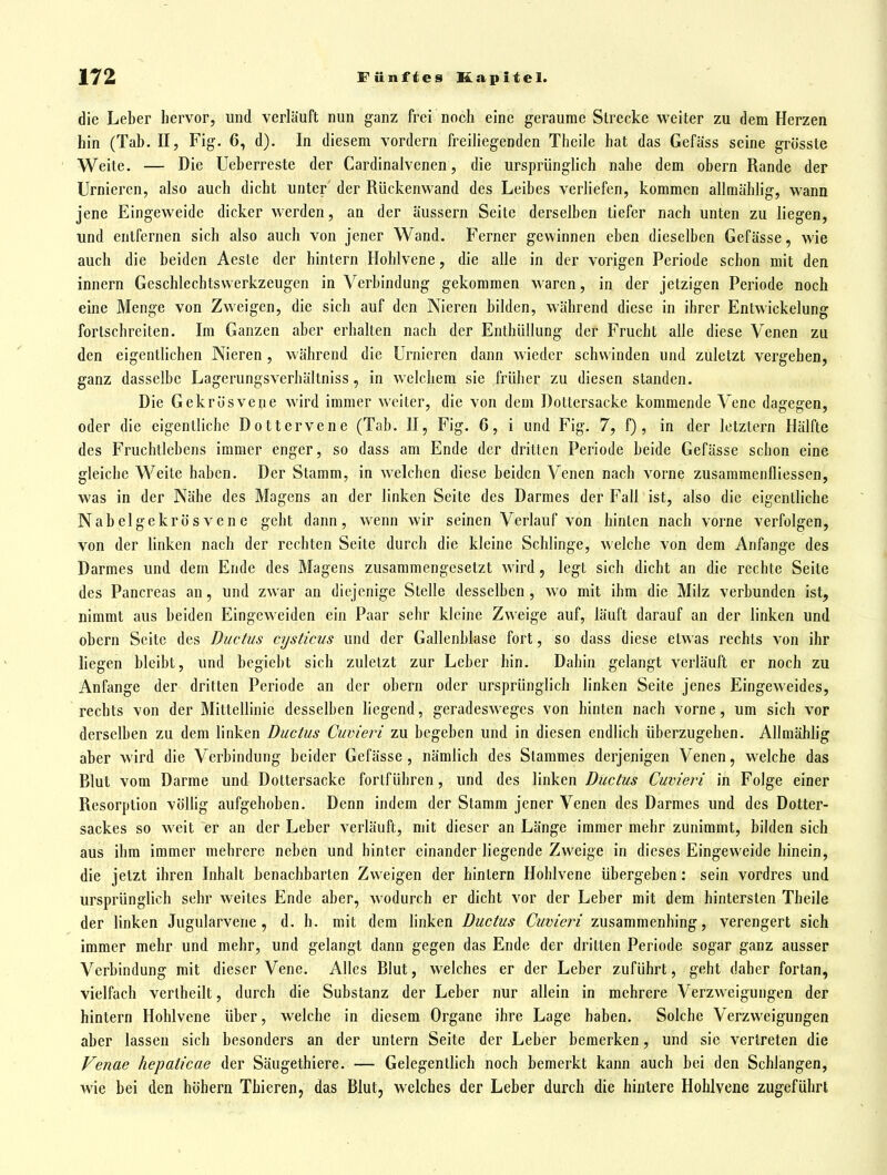 die Leber hervor, und verläuft nun ganz frei noch eine geraume Strecke weiter zu dem Herzen hin (Tab. II, Fig. 6, d). In diesem vordem freiliegenden Theile hat das Gefäss seine grösste Weite. — Die Ueberreste der Cardinalvenen, die ursprünglich nahe dem obern Rande der Urnieren, also auch dicht unter der Rückenwand des Leibes verliefen, kommen allmählig, wann jene Eingeweide dicker werden, an der äussern Seite derselben tiefer nach unten zu liegen, und entfernen sich also auch von jener Wand. Ferner gewinnen eben dieselben Gefässe, wie auch die beiden Aeste der hintern Hohlvene, die alle in der vorigen Periode schon mit den Innern Geschlechtsvverkzeugen in Verbindung gekommen waren, in der jetzigen Periode noch eine Menge von Zweigen, die sich auf den Nieren bilden, während diese in ihrer Enlwickelung fortschreiten. Im Ganzen aber erhalten nach der Enthüllung der Frucht alle diese Venen zu den eigentlichen Nieren, während die Urnieren dann wieder schwinden und zuletzt vergehen, ganz dasselbe Lagerungsverhältniss, in welchem sie früher zu diesen standen. Die Gekrösvene wird immer weiter, die von dem Dottersacke kommende Vene dagegen, oder die eigentliche Dottervene (Tab. II, Fig. 6, i und Fig. 7, f), in der letztern Hälfte des Fruchtlebens immer enger, so dass am Ende der dritten Periode beide Gefässe schon eine gleiche Weite haben. Der Stamm, in welchen diese beiden Venen nach vorne zusammenfliessen, was in der Nähe des Magens an der linken Seite des Darmes der Fall ist, also die eigentliche Nabelgekrösvene geht dann, wenn wir seinen Verlauf von hinten nach vorne verfolgen, von der linken nach der rechten Seite durch die kleine Schlinge, welche von dem Anfange des Darmes und dem Ende des Magens zusammengesetzt wird, legt sich dicht an die rechte Seite des Pancreas an, und zwar an diejenige Stelle desselben , wo mit ihm die Milz verbunden ist, nimmt aus beiden Eingeweiden ein Paar sehr kleine Zweige auf, läuft darauf an der linken und obern Seite des Ductus cysticus und der Gallenblase fort, so dass diese etwas rechts von ihr liegen bleibt, und begiebt sich zuletzt zur Leber hin. Dahin gelangt verläuft er noch zu Anfange der dritten Periode an der obern oder ursprünglich linken Seite jenes Eingeweides, rechts von der Mittellinie desselben liegend, geradesweges von hinten nach vorne, um sich vor derselben zu dem linken Ductus Cuvieri zu begeben und in diesen endlich überzugehen. Allmählig aber wird die Verbindung beider Gefässe , nämlich des Stammes derjenigen Venen, welche das Blut vom Darme und Dottersacke fortführen, und des linken Ductus Cuvieri in Folge einer Resorption völüg aufgehoben. Denn indem der Stamm jener Venen des Darmes und des Dotter- sackes so weit er an der Leber verläuft, mit dieser an Länge immer mehr zunimmt, bilden sich aus ihm immer mehrere neben und hinter einander liegende Zweige in dieses Eingeweide hinein, die jetzt ihren Inhalt benachbarten Zweigen der hintern Hohlvene übergeben: sein vordres und ursprünglich sehr weites Ende aber, wodurch er dicht vor der Leber mit dem hintersten Theile der linken Jugularvene, d. h. mit dem linken Ductus Cuvieri zusammenhing, verengert sich immer mehr und mehr, und gelangt dann gegen das Ende der dritten Periode sogar ganz ausser Verbindung mit dieser Vene. Alles Blut, welches er der Leber zuführt, geht daher fortan, vielfach vertheilt, durch die Substanz der Leber nur allein in mehrere Verzweigungen der hintern Hohlvene über, welche in diesem Organe ihre Lage haben. Solche Verzweigungen aber lassen sich besonders an der untern Seite der Leber bemerken, und sie vertreten die Venae hepaticae der Säugethiere. — Gelegentlich noch bemerkt kann auch bei den Schlangen, wie bei den höhern Thieren, das Blut, welches der Leber durch die hintere Hohlvene zugeführt