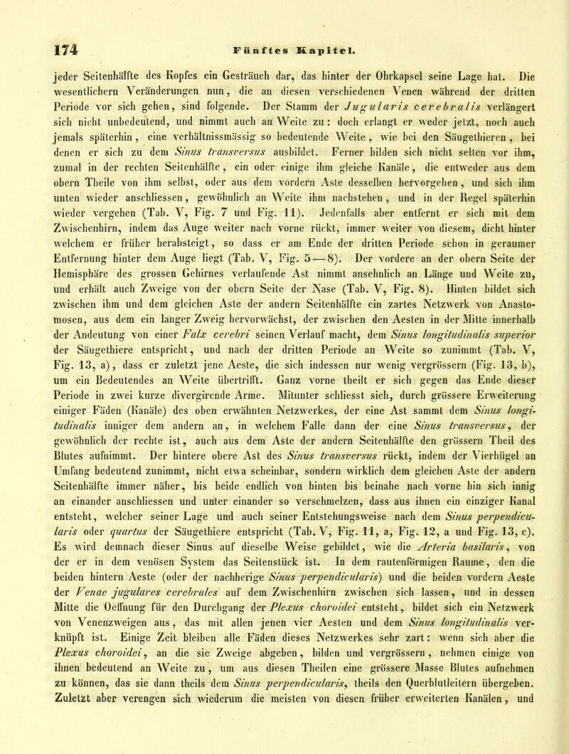 jeder Seitenhälfte des Kopfes ein Gesträuch dar, das hinter der Ohrkapsel seine Lage hat. Die wesentlichem Veränderungen nun, die an diesen verschiedenen Venen während der dritten Periode vor sich gehen, sind folgende. Der Stamm der Jugularis c er ehr alis verlängert sich nicht unbedeutend, und nimmt auch an Weite zu : doch erlangt er weder jetzt, noch auch jemals späterhin , eine verhältnissmässig so bedeutende Weite , wie bei den Säugethieren , bei denen er sich zu dem Sinus transversus ausbildet. Ferner bilden sich nicht seilen vor ihm, zumal in der rechten Seiteuhälfte, ein oder einige ihm gleiche Kanäle, die entweder aus dem obern Theile von ihm selbst, oder aus dem vordem Aste desselben hervorgeben, und sich ihm unten wieder anschliessen, gewöhnlich an Weite ihm nachstehen , und in der Regel späterhin wieder vergeben (Tab. V, Fig. 7 und Fig. 11). Jedenfalls aber entfernt er sich mit dem Zwischenhirn, indem das Auge weiter nach vorne rückt, immer weiter von diesem, dicht hinter welchem er früher herabsteigt, so dass er am Ende der dritten Periode schon in geraumer Entfernung hinter dem Auge liegt (Tab. V, Fig. 5 — 8). Der vordere an der obern Seite der Hemisphäre des grossen Gehirnes verlaufende Ast nimmt ansehnlich an Länge und Weite zu, und erhält auch Zweige von der obern Seile der Nase (Tab. V, Fig. 8). Hinten bildet sich zwischen ihm und dem gleichen Aste der andern Seilenhälfte ein zartes Netzwerk von Anasto- mosen, aus dem ein langer Zweig hervorwächst, der zwischen den Aesten in der Mitte innerhalb der Andeutung von einer Falx cerehri seinen Verlauf macht, dem Sinus longitudinalis superior der Säugethiere entspricht, und nach der dritten Periode an Weite so zunimmt (Tab. V, Fig. 13, a), dass er zuletzt jene Aeste, die sich indessen nur wenig vergrössern (Fig. 13, b), um ein Bedeutendes an Weite übertrilft. Ganz vorne iheilt er sich gegen das Ende dieser Periode in zwei kurze divergirende Arme. Mitunter schliesst sich, durch grössere Erweiterung einiger Fäden (Kanäle) des oben erwähnten Netzwerkes, der eine Ast sammt dem Sinus longi- tudinalis inniger dem andern an, in welchem Falle dann der eine Sinus transversus, der gewöhnlich der rechte ist, auch aus dem Aste der andern Seitenhälfle den grössern Theil des Blutes aufnimmt. Der hintere obere Ast des Sirius transversus rückt, indem der Vierhügel an Umfang bedeutend zunimmt, nicht etwa scheinbar, sondern wirklich dem gleichen Aste der andern Seitenhälfte immer näher, bis beide endlich von hinten bis beinahe nach vorne hin sich innig an einander anschliessen und unter einander so versclmielzen, dass aus ihnen ein einziger Kanal entsteht, welcher seiner Lage und auch seiner Entstehungsweise nach Aem Sinus perpendicu- laris oder quartus der Säugethiere entspricht (Tab. V, Fig. 11, a, Fig. 12, a und Fig. 13, c). Es wird demnach dieser Sinus auf dieselbe Weise gebildet, wie die Arteria basilaris ^ von der er in dem venösen System das Seitenstück ist. In dem rautenrörmigen Räume, den die beiden hintern Aeste (oder der nachherige Sinus perpendicularis) und die beiden vordem Aeste der Fenae jugulares cerebrales auf dem Zwischenhirn zwischen sich lassen, und in dessen Mitte die Octfnung für den Durchgang der Pleofus ckoroidei entsteht, bildet sich ein Netzwerk von Venenzweigen aus , das mit allen jenen vier Aesten und dem Sinus longitudinalis ver- knüpft ist. Einige Zeit bleiben alle Fäden dieses Netzwerkes sehr zart: wenn sich aber die Plexus choroidei, an die sie Zweige abgeben, bilden und vergrössern, nehmen einige von ihnen bedeutend an Weite zu , um aus diesen Theilen eine grössere Masse Blutes aufnehmen zu können, das sie dann theils dem Sinus perpendicularis^ theils den Querblulleitern übergeben. Zuletzt aber verengen sich wiederum die meisten von diesen früher erweiterten Kanälen, und