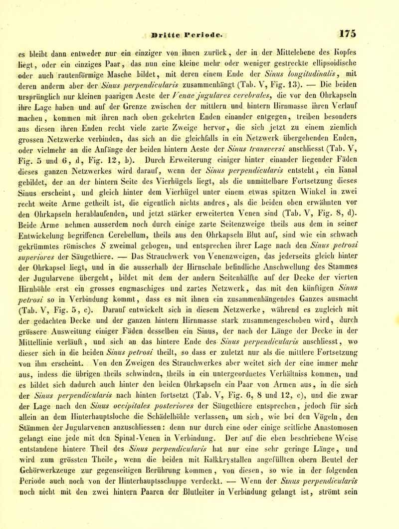 es bleibt dann entweder nur ein einziger von ihnen zurück, der in der Mittelebene des Kopfes liegt, oder ein einziges Paar, das nun eine kleine mehr oder weniger gestreckte ellipsoidische oder auch rautenförmige Masche bildet, mit deren einem Ende der Sinus longiiudinalis, mit deren anderm aber der Sinus perpendicularis zusammenhängt (Tab. V, Fig. 13). — Die beiden ursprünglich nur kleinen paarigen Aeste der Fenae jugulares cerebrales, die vor den Ohrkapseln ihre Lage haben und auf der Grenze zwischen der mittlem und hintern Ilirnmasse ihren Verlauf machen, kommen mit ihren nach oben gekehrten Enden einander entgegen, treiben besonders aus diesen ihren Enden recht viele zarte Zweige hervor, die sich jetzt zu einem ziemlich grossen Netzwerke verbinden, das sich an die gleichfalls in ein Netzwerk übergehenden Enden, oder vielmehr an die Anfänge der beiden hintern Aeste der Sinus iransversi anschliesst (Tab. V, Fig. 5 und 6, d, Fig. 12, b). Durch Erweiterung einiger hinter einander liegender Fäden dieses ganzen Netzwerkes wird darauf, wenn der Sinus perpendicularis entsteht, ein Kanal gebildet, der an der hintern Seite des Vierhügels liegt, als die unmittelbare Fortsetzung dieses Sinus erscheint, und gleich hinter dem Vierhügel unter einem etw^as spitzen Winkel in zwei recht weite Arme getheilt ist, die eigentlich nichts andres, als die beiden oben erwähnten vor den Ohrkapseln herablaufenden, und jetzt stärker erweiterten Venen sind (Tab. V, Fig. 8, d). Beide Arme nehmen ausserdem noch durch einige zarte Seitenzweige theils aus dem in seiner Entwickelung begriffenen Cerebellum, theils aus den Ohrkapseln Blut auf, sind wie ein schwach gekrümmtes römisches S zweimal gebogen, und entsprechen ihrer Lage nach den Sinus petrosi superiores der Säugethiere. — Das Strauchwerk von Venenzvveigen, das jederseits gleich hinter der Ohrkapsel liegt, und in die ausserhalb der Hirnschale befindliche Anschwellung des Stammes der Jugularvene übergeht, bildet mit dem der andern Seitenhälfte auf der Decke der vierten Hirnhöhle erst ein grosses engmaschiges und zartes Netzwerk, das mit den künftigen Sinus petrosi so in Verbindung kommt, dass es mit ihnen ein zusammenhängendes Ganzes ausmacht (Tab. V, Fig. 5, c). Darauf entwickelt sich in diesem Netzwerke, während es zugleich mit der gedachten Decke und der ganzen hintern Hirnmasse stark zusammengeschoben wird, durch grössere Ausweitung einiger Fäden desselben ein Sinus, der nach der Länge der Decke in der Mittellinie verläuft, und sich an das hintere Ende des Ä'/m* perpendicularis anschliesst, wo dieser sich in die beiden Sinus petrosi theilt, so dass er zuletzt nur als die mittlere Fortsetzung von ihm erscheint. Von den Zweigen des Strauchwerkes aber weitet sich der eine immer mehr aus, indess die übrigen theils schwinden, theils in ein untergeordnetes Verhältniss kommen, und es bildet sich dadurch auch hinter den beiden Ohrkapseln ein Paar von Armen aus, in die sich der Sinus perpendicularis nach hinten fortsetzt (Tab. V, Fig. 6, 8 und 12, c), und die zwar der Lage nach den Sinus occipitales posteriores der Säugethiere entsprechen, jedoch für sich allein an dem Hinterhauptsloche die Schädelhöhle verlassen, um sich, wie bei den Vögeln, den Stämmen der Jugularvenen anzuschliessen: denn nur durch eine oder einige seitliche Anastomosen gelangt eine jede mit den Spinal-Venen in Verbindung. Der auf die eben beschriebene Weise entstandene hintere Theil des Sinus perpendicularis- hat nur eine sehr geringe Länge, und wird zum grössten Theile, wenn die beiden mit Kalkkrystallen angefüllten obern Beutel der Gebörwerkzeuge zur gegenseitigen Berührung kommen, von diesen, so wie in der folgenden Periode auch noch von der Hinterhauptsschuppe verdeckt. — Wenn der Sinus perpendicularis noch nicht mit den zwei hintern Paaren der Blutleiter in Verbindung gelangt ist, strömt sein