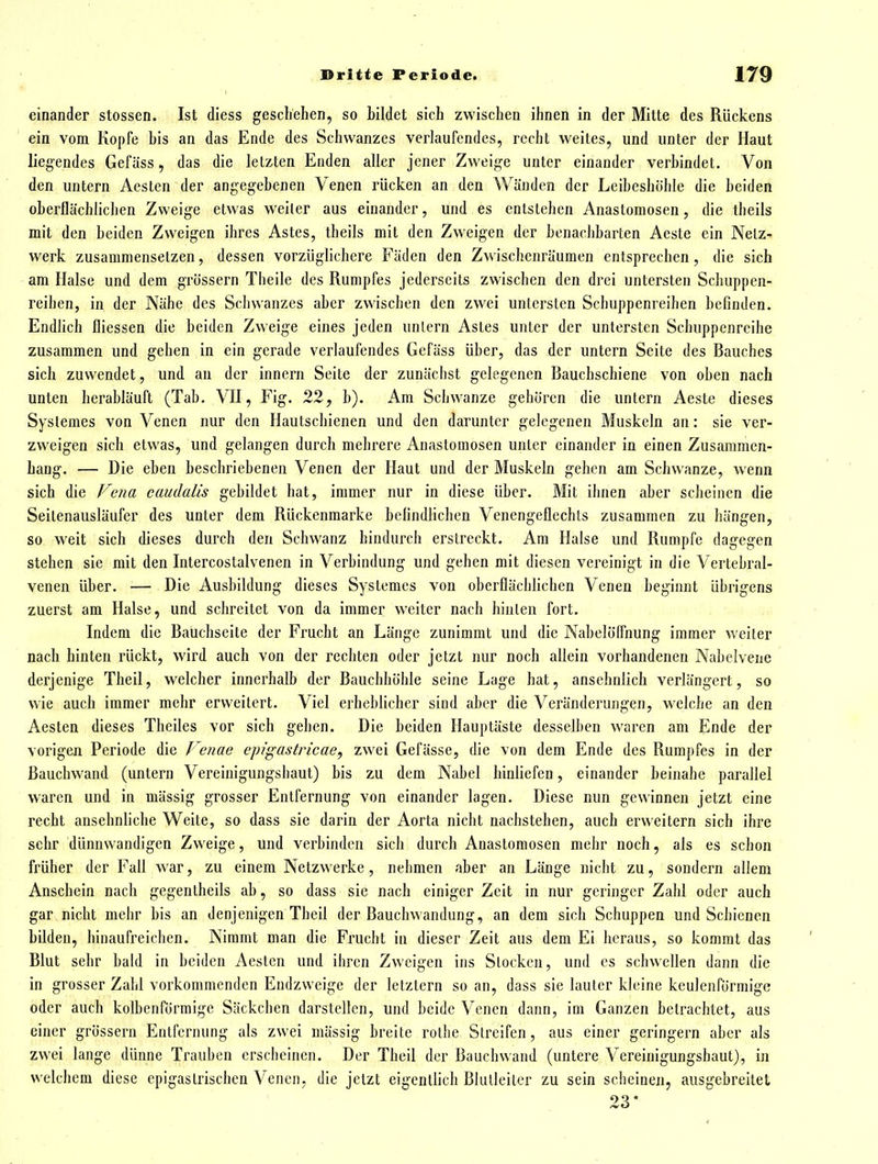 einander stossen. Ist diess geschehen, so bildet sich zwischen ihnen in der Mitte des Rückens ein vom Kopfe bis an das Ende des Schwanzes verlaufendes, recht weites, und unter der Haut liegendes Gefäss, das die letzten Enden aller jener Zweige unter einander verbindet. Von den untern Aesten der angegebenen Venen rücken an den Wänden der Leibeshohle die beiden oberflächlichen Zweige etwas weiter aus einander, und es entstehen Anastomosen, die theils mit den beiden Zweigen ihres Astes, theils mit den Zweigen der benachbarten Aeste ein Netz- werk zusammensetzen, dessen vorzüglichere Fäden den Zwischenräumen entsprechen, die sich am Halse und dem grössern Theile des Rumpfes jederseits zwischen den drei untersten Schuppen- reihen, in der Nähe des Schwanzes aber zwischen den zwei untersten Schuppenreihen befinden. Endlich fliessen die beiden Zweige eines jeden iinlern Astes unter der untersten Schuppenreihe zusammen und gehen in ein gerade verlaufendes Gefäss über, das der untern Seite des Bauches sich zuwendet, und an der innern Seite der zunächst gelegenen Bauchschiene von oben nach unten herabläuft (Tab. VH, Fig. 22, b). Am Schwänze gehören die untern Aeste dieses Syslemes von Venen nur den Hautscbienen und den darunter gelegenen Muskeln an: sie ver- zweigen sich etwas, und gelangen durch mehrere Anastomosen unter einander in einen Zusammen- hang. — Die eben beschriebenen Venen der Haut und der Muskeln gehen am Schwvmze, wenn sich die f'^ena caudalis gebildet hat, immer nur in diese über. Mit ihnen aber scheinen die Seilenausläufer des unter dem Rückenmarke befindlichen Venengeflechls zusammen zu hängen, so w^eit sich dieses durch den Schwanz hindurch erstreckt. Am Halse und Rumpfe dagegen stehen sie mit den Intercostalvenen in Verbindung und gehen mit diesen vereinigt in die Vertebral- venen über. — Die Ausbildung dieses Systemes von oberflächlichen Venen beginnt übrigens zuerst am Halse, und schreitet von da immer weiter nach hinten fort. Indem die Bauchseite der Frucht an Länge zunimmt und die Nabelöffnung immer weiter nach hinten rückt, wird auch von der rechten oder jetzt nur noch allein vorhandenen Nabclvene derjenige Theil, welcher innerhalb der Bauchhöhle seine Lage bat, ansehnlich verlängert, so wie auch immer mehr erweitert. Viel erheblicher sind aber die Veränderungen, welche an den Aesten dieses Theiles vor sich gehen. Die beiden Hauptäste desselben waren am Ende der vorigen Periode die Fenae epigastricae, zwei Gefässe, die von dem Ende des Rumpfes in der ßaucliwand (untern Vereinigungshaut) bis zu dem Nabel hinliefen, einander beinahe parallel waren und in mässig grosser Entfernung von einander lagen. Diese nun gewinnen jetzt eine recht ansehnliche Weite, so dass sie darin der Aorta nicht nachstehen, auch erweitern sich ihre sehr dünnwandigen Zweige, und verbinden sich durch Anastomosen mehr noch, als es schon früher der Fall war, zu einem Netzwerke, nehmen aber an Länge nicht zu, sondern allem Anschein nach gegentheils ab, so dass sie nach einiger Zeit in nur geringer Zahl oder auch gar nicht mehr bis an denjenigen Theil der Bauchwandung, an dem sich Schuppen und Schienen bilden, hinaufreichen. Nimmt man die Frucht in dieser Zeit aus dem Ei heraus, so kommt das Blut sehr bald in beiden Aesten und ihren Zweigen ins Stocken, und es schwellen dann die in grosser Zahl vorkommenden Endzweige der letztern so an, dass sie lauter kleine keulenförmige oder auch kolbenförmige Säckchen darstellen, und beide Venen dann, im Ganzen betrachtet, aus einer grössern Entfernung als zwei mässig breite rotlie Streifen, aus einer geringem aber als zwei lange dünne Trauben erscheinen. Der Theil der Bauchwand (untere Vereinigungshaut), in welchem diese epigastrischen Venen, die jetzt eigentlich Blutleitcr zu sein scheinen, ausgebreitet 23*