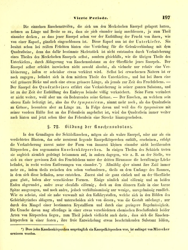 Die einzelnen Knochensireifen, die sich um den Mcckclschen Knorpel gelagert halten, nehmen an Länge und Breite so zu, dass sie ^sich einander innig anschliessen, ja zum Theil einander decken, so dass jener Knorpel schon vor der Enthüllung der Frucht von ihnen, wie von einer Kapsel, gänzlich eingeschlossen ist. Diese Kapsel nun ist der Unterkiefer. Sie Lesitzt schon hei reifern Früchten hinten eine Vertiefung für die Gelenkverhindung mit dem Quadratbeine, denn das dafür hestimmte Skcletstück ist nicht entslanden durch Verknöcherung eines Theiles des Meckelschen Knorpels selbst, sondern gleichfalls, wie die übrigen Theilc des Unterkiefers, durch Ablagerung von Knochensubstanz an der Oberfläche jenes Knorpels. Der Knorpel selber erleidet inzwischen nicht sowohl absolut, als vielmehr nur relativ eine Ver- kleinerung, indem er scheinbar etwas verkürzt wird. Selbst bei erwachsenen Nattern ist er noch zugegen, befindet sich in dem mittlem Theile des Unterkiefers, und hat bei ihnen eine viel grössere Dicke und auch eine etwas grössere Länge, als jemals zur Zeit des Fruchtlebens. — Der Knorpel des Quadratbeines erfährt eine Verknöcherung in seiner ganzen Substanz, und ist zu der Zeit der Enthüllung des Embryos beinahe völlig verknöchert. Seine Form verändert er nicht weiter, wohl aber um ein Bedeutendes seine Grösse. — Der Knochen, an welchem sein oberes Ende befestigt ist, also das Os tijmpanicum, nimmt mehr noch, als das Quadratbeiu an Grösse, besonders aber an Länge zu. In Folge davon und weil das Os tympanicum mit seiner vordem Hälfte fest an das Felsenbein angeheftet ist, wird das Quadratbein immer weiter nach hinten und jetzt schon über das Felsenbein eine Strecke hinausgeschoben. §. 72. I3iiöung öcr Unocljensubstani. In den Grundlagen der Schädelknochen, mögen sie als wahre Knorpel, oder nur als ein verdichtetes Blastem, das sehr zerstreut hegende Knorpelkörperchcn enthält, erscheinen, erfolgt die Verknöcherung zuerst unter der Form von äusserst kleinen einander nicht berührenden Körperchen, den sogenannten Knochenkörperchen. In einigen Tbeilen des Schädels treten sie sogleich ziemlich gedrängt beisammen auf, in andern dagegen, wie z. B. an der Stelle, wo sich zu einer gewissen Zeit des Fruchtlebens unter der dritten Hirnmasse die herzförmige Lücke befindet, in recht weiten Entfernungen von einander. *) Allmählig aber ninmit ihre Zahl immer mehr zu, indem thcils zwischen den schon vorhandenen, iheils an dem Umfange des Raumes, in dem sich diese befinden, neue entstehen. Zuerst sind sie ganz einfach und an der Oberfläche ganz glatt, haben aber verschiedene Formen. Einige nämlich sind eiförmig und an beiden Enden abgerundet, andre zwar ebenfalls eiförmig, doch an dem dünnern Ende in eine kurze Spitze ausgezogen, und noch andre, jedoch verhältnissmässig nur wenige, unregelmässig rundfich. Wie es scheint, sind sie nahe verwandt mit den Kalkkrystallen, welche sich in den Höhlen des Gehörlabyrinthes ablagern, und unterscheiden sich von diesen, was die Gestalt anbelangt, nur durch den Mangel einer bestimmten Krystallform und durch eine geringere Regelmässigkeit. Die Ursache davon mag allerdings in einer etwas verschiedenen chemischen Beschaffenheit heider Arten von Körperchen liegen, zum Theil jedoch vielleicht auch darin, dass sich die Knochen- körperchen in einer festen, ihre freie Entwickelung etwas beschränkenden Substanz bilden, *) Dass jedes Kaoclienköri)ercIien urspriinglicL eiu KnorpelkörpercLen war, ist unlängst von Mies eher erwiesen worden.